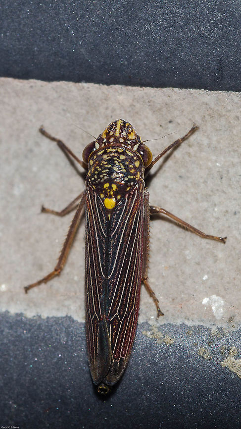Tapajosa sp. - Cigarrinha-Tapajosa (Melichar, 1924a: 241) Hemiptera: Auchenorrhyncha: Cicadomorpha: Membracoidea: Cicadellidae: Cicadellinae: Proconiini<br />
<br />
Date: 12th of May, 2018 at 07:58:11pm. 16th floor of a flat, urban habitat.<br />
<br />
Full post in the following link. Dorsal view of what I believe is a male. I believe this is in the same species with intraspecific variations or another species in the same genus:<br />
<figure class="photo"><a href="https://www.jungledragon.com/image/60080/tapajosa_sp._-_cigarrinha-tapajosa_melichar_1924a_241.html" title="Tapajosa sp. - Cigarrinha-Tapajosa (Melichar, 1924a: 241)"><img src="https://s3.amazonaws.com/media.jungledragon.com/images/3305/60080_thumb.jpg?AWSAccessKeyId=05GMT0V3GWVNE7GGM1R2&Expires=1770854410&Signature=JD6HdiCf6FcQNmb5YjkzGDcPH%2B8%3D" width="118" height="152" alt="Tapajosa sp. - Cigarrinha-Tapajosa (Melichar, 1924a: 241) Hemiptera: Auchenorrhyncha: Cicadomorpha: Membracoidea: Cicadellidae: Cicadellinae: Proconiini<br />
<br />
Date: 13th of April, 2018 at 08:22:02pm.<br />
<br />
Lateral view of this same individual: https://www.jungledragon.com/image/60079/dsc_5201.html<br />
Dorsal view of a different individual that I also think is a female but with different intraspecific variations, belonging in the same species or another species in the same genus: <br />
<br />
https://www.jungledragon.com/image/60082/dsc_8007.html<br />
<br />
Dorsal view of what I think is a male belonging in the same species with minor intraspecific variations or another species in the same genus:<br />
<br />
https://www.jungledragon.com/image/60083/tapajosa_sp._-_cigarrinha-tapajosa_melichar_1924a_241.html<br />
<br />
Lateral view of the (supposedly) male above, same individual:<br />
<br />
https://www.jungledragon.com/image/60081/tapajosa_sp._-_cigarrinha-tapajosa_melichar_1924a_241.html<br />
<br />
Tapajosa is a genus of the order Hemiptera, suborder Auchenorrhyncha, infraorder Cicadomorpha, superfamily Membracoidea, family Cicadellidae, subfamily Cicadellinae and tribe Proconiini. They are of Neotropical distribution, and the minimum information available to me is that they can be found in Argentina, Bolivia, Brazil, Colombia, Ecuador and Venezuela according to Insectoid (http://insectoid.info/insecta/hemiptera/cicadellidae/tapajosa_genus/), but I'm not sure if this information is correct, lacking or wrong. I believe my specimen is either a Tapajosa fulvopunctata, a Tapajosa spinata or one of the species with no pictures in the Internet.<br />
<br />
In T. fulvopunctata, synonyms include:<br />
<br />
Tettigonia fulvopunctata (Signoret, 1854c: 484)<br />
Proconia fulvopunctata (Walker, 1858b: 229)<br />
Tapajosa fulvopunctata (Melichar, 1924a: 242)<br />
Tapajosa fulvopunctata var. concolor (Melichar, 1924a: 242)<br />
Oncometopia marginula (Osborn, 1926b:170)<br />
<br />
Apparently, there are other variations to this species as can be seen here: https://naturalhistory.museumwales.ac.uk/sharpshooters/browserecord.php?-recid=1053<br />
<br />
Now, I do not know if the "var. concolor" is being referred as a variation (like said) or a subspecies as the informations are scarce. The yellow spots depicted on my specimen seemed to differ a little from fulvopunctata but didn't match any other members of the genus with pictures available besides spinata with little modifications as well. This made me believe it is either a Tapajosa fulvopunctata or Tapajosa spinata with minor intraspecific variations (or different subspecies) or one of the species with no pictures, noted further down. Also, according to the links below, the members of this genus possess darker colors in males and lighter colors (including the yellow spots) in females, except for T. rubromarginata (which is not my specimen), so I'm inclined to believe my specimen is possibly a female, so long as the specimens in the links below portray the reality of a living specimen and not of a worn specimen.<br />
<br />
The host plants of T. fulvopunctata (which may reflect on the rest of the genus, at the very least partially) include Anacardium occidentale (Anacardiaceae) ("cashew"), Cordia goeldiana (Boraginaceae) ("freijo"), Enterolobium contortisiliguum (Fabaceae) ("earpod tree"), Pseudopiptadenia contorta (Fabaceae) ("angico"), Crocus sativus (Iridaceae) ("saffron"), Gossypium hirsutum (Malvaceae) ("cotton"), Psidium guajava (Myrtaceae) ("guava"), Zea mays (Poaceae) ("corn"), Lantana camara (Verbenaceae) ("lantana"), Vernonia condensata (Asteraceae) ("figatil" or "necroton") and possibly many more.<br />
<br />
They seem to show particular interest in Vernonia condensata (Asteraceae).<br />
<br />
The following species are supposedly present in this genus:<br />
<br />
Tapajosa doeringii (Berg, 1879d: 248)<br />
(https://naturalhistory.museumwales.ac.uk/sharpshooters/browserecord.php?-recid=1052)<br />
<br />
Tapajosa fulvopunctata (Signoret, 1854c: 484)<br />
(https://naturalhistory.museumwales.ac.uk/sharpshooters/browserecord.php?-recid=1053) - reminds me of my individual besides minor differences<br />
<br />
Tapajosa obscurior (Fowler, 1899)<br />
(couldn't find any pictures and I'm not sure if this is a valid species)<br />
<br />
Tapajosa ocellata (Osborn, 1926b: 169)<br />
(https://naturalhistory.museumwales.ac.uk/sharpshooters/browserecord.php?-recid=1054) - note that there are notable intraspecific variations here<br />
<br />
Tapajosa rubromarginata (Signoret, 1855d: 793)<br />
(https://naturalhistory.museumwales.ac.uk/sharpshooters/browserecord.php?-recid=1055) - females are darker here<br />
<br />
Tapajosa similis (Melichar, 1925)<br />
(couldn't find any pictures)<br />
<br />
Tapajosa spinata (Young, 1968)<br />
(https://upload.wikimedia.org/wikipedia/commons/4/4d/Tapajosa_spinata.jpg) - reminds me of my individual besides minor differences<br />
<br />
Tapajosa ulcerata (Signoret, 1854)<br />
(couldn't find any pictures, nor do I know if this is a valid species)<br />
<br />
Informations are scarce and I'm unaware if there are others.<br />
<br />
Genus details can be found here: http://takiya.speciesfile.org/taxahelp.a...<br />
<br />
I know this is confusing, but informations on this Hemipteran are confusing. In sum, my specimen might be a T. fulvopunctata, a T. spinata or one of the species with no pictures on the Internet.<br />
<br />
According to a study I will provide at the end of this paragraph, Tapajosa rubromarginata are vectors to Xylella fastidiosa, the Citrus Variegated Chlorosis (CVC) that affects plants. I could find absolutely nothing that could affirm other species of Tapajosa are vectors.<br />
<br />
https://www.researchgate.net/publication...<br />
<br />
About the Xylella fastidiosa: Diseases are often associated with evolution, and the CVC might potentially bring benefits to the species of plants affected in the future. I will quote a text from two sources I will provide below:<br />
<br />
"X. fastidiosa is primarily considered a plant pathogen, despite the fact that it successfully colonizes two very distinct hosts: plants and insect vectors. In fact, colonization of both hosts is required for dissemination of the bacterium in the landscape; it is unfortunate that most research has so far focused on plants as hosts, as insects are equally important. The economic importance of X. fastidiosa diseases also obscures the fact that it most likely evolved to be a harmless endophyte; the bacterium is capable of multiplying and moving within a wide host range but causes disease in very few hosts in a specific manner. Furthermore, work on its pathogenicity mechanisms led to the conclusion that X. fastidiosa regulates its gene expression in a cell density-dependent manner, essentially turning off its plant colonization machinery when in high density. This counterintuitive scenario is explained by the fact that traits necessary for insect colonization, and consequently plant-to-plant transmission, are only expressed at high cell densities. Because insect vectors discriminate against symptomatic plants, symptom expression is expected to decrease transmission rates, effectively reducing pathogen fitness and disease spread."<br />
<br />
https://nature.berkeley.edu/xylella/wp-content/uploads/2016/07/CVC_2014.pdf<br />
<br />
Second source:<br />
<br />
"Hosts can also evolve in response to infection in ways that influence virulence. The best observed examples of the host evolution in response to disease include studies of Australian rabbits and Myxoma virus, crickets and parasitoid flies, and bacteria and phages. Host strategies for combating infection can be grouped into two categories: host tolerance and host resistance (Boots et al. 2009). Host tolerance describes the ability of a host to tolerate infection with a pathogen by minimizing the damage done but without impeding replication or transmission of the pathogen. In contrast, host resistance strategies reduce the probability that a host is infected, reduce pathogen replication within the host, and/or increase the speed of pathogen clearance (recovery). Given that hosts would benefit from resisting infection, an outstanding question is, "Why aren't hosts more resistant to pathogens?" Potential explanations include: a trade-off between resistance traits and other fitness-related traits, pathogen evolution to evade or counter host resistance traits, and trade-offs among defenses aimed at different parasite types or strains (Schmid-Hempel, 2005). In contrast, traits that confer tolerance are frequently expected to evolve to fixation, assuming the benefits of these traits outweigh the costs.<br />
<br />
Host-parasite interactions, thus, can lead to co-evolutionary dynamics that can increase the genetic diversity of both hosts and pathogens through co-speciation events and genetic arms races. One process that can lead to co-evolutionary change is negative frequency-dependent selection, whereby multiple host and parasite genotypes exist and only some host-parasite combinations result in infection. Over time, the frequency of resistant genotypes in a population can be affected by, and feed back to, local parasite genotype dynamics. This has been illustrated by long-term studies of trematode parasites infecting freshwater snails in New Zealand (Lively &amp; Dybdahl, 2000). This work also showed that high infection rates can ultimately favor host sexual reproduction as a strategy for generating novel host genotypes that may resist infection by common parasite clones."<br />
<br />
https://www.nature.com/scitable/knowledge/library/disease-ecology-15947677<br />
<br />
Natural habitats include crop fields and forests. All subjects found on the 16th floor of a flat in in an urban habitat. Animal Kingdom,Animalia,Arthropoda,Arthropods,Auchenorrhyncha,Brazil,Brazilian leafhopper,Bugs,CVC,Cicadellidae,Cicadellinae,Cicadomorpha,Insecta,Insects,Leafhopper,Oncometopia marginula,Proconia fulvopunctata,Proconiini,Sharpshooter,Sharpshooter Leafhopper" /></a></figure><br />
<br />
Lateral view of this same individual depicted here: <br />
<figure class="photo"><a href="https://www.jungledragon.com/image/60081/tapajosa_sp._-_cigarrinha-tapajosa_melichar_1924a_241.html" title="Tapajosa sp. - Cigarrinha-Tapajosa (Melichar, 1924a: 241)"><img src="https://s3.amazonaws.com/media.jungledragon.com/images/3305/60081_thumb.jpg?AWSAccessKeyId=05GMT0V3GWVNE7GGM1R2&Expires=1770854410&Signature=3eoLaEfRRJvKkqOE2ugBKaNLJOE%3D" width="116" height="152" alt="Tapajosa sp. - Cigarrinha-Tapajosa (Melichar, 1924a: 241) Hemiptera: Auchenorrhyncha: Cicadomorpha: Membracoidea: Cicadellidae: Cicadellinae: Proconiini<br />
<br />
Date: 12th of May, 2018 at 07:59:59pm. 16th floor of a flat, urban habitat.<br />
<br />
Lateral view of this same individual, which I believe is a male: <br />
https://www.jungledragon.com/image/60083/tapajosa_sp._-_cigarrinha-tapajosa_melichar_1924a_241.html<br />
<br />
Full post of here. I believe the full post's picture is of a female of the same species as this with minor intraspecific variations or another species of the same genus: <br />
<br />
https://www.jungledragon.com/image/60080/tapajosa_sp._-_cigarrinha-tapajosa_melichar_1924a_241.html Animal Kingdom,Animalia,Arthropoda,Arthropods,Auchenorrhyncha,Brazil,Brazilian leafhopper,Bugs,CVC,Cicadellidae,Cicadellinae,Cicadomorpha,Fall,Geotagged,Insecta,Insects,Leafhopper,Oncometopia marginula,Proconia fulvopunctata,Proconiini" /></a></figure> Animal Kingdom,Animalia,Arthropoda,Arthropods,Auchenorrhyncha,Brazil,Brazilian leafhopper,Bugs,CVC,Cicadellidae,Cicadellinae,Cicadomorpha,Fall,Geotagged,Insecta,Insects,Leafhopper,Oncometopia marginula,Proconia fulvopunctata,Proconiini