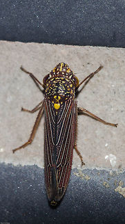 Tapajosa sp. - Cigarrinha-Tapajosa (Melichar, 1924a: 241) Hemiptera: Auchenorrhyncha: Cicadomorpha: Membracoidea: Cicadellidae: Cicadellinae: Proconiini

Date: 12th of May, 2018 at 07:58:11pm. 16th floor of a flat, urban habitat.

Full post in the following link. Dorsal view of what I believe is a male. I believe this is in the same species with intraspecific variations or another species in the same genus:
https://www.jungledragon.com/image/60080/tapajosa_sp._-_cigarrinha-tapajosa_melichar_1924a_241.html

Lateral view of this same individual depicted here: 
https://www.jungledragon.com/image/60081/_dsc8508.html Animal Kingdom,Animalia,Arthropoda,Arthropods,Auchenorrhyncha,Brazil,Brazilian leafhopper,Bugs,CVC,Cicadellidae,Cicadellinae,Cicadomorpha,Fall,Geotagged,Insecta,Insects,Leafhopper,Oncometopia marginula,Proconia fulvopunctata,Proconiini