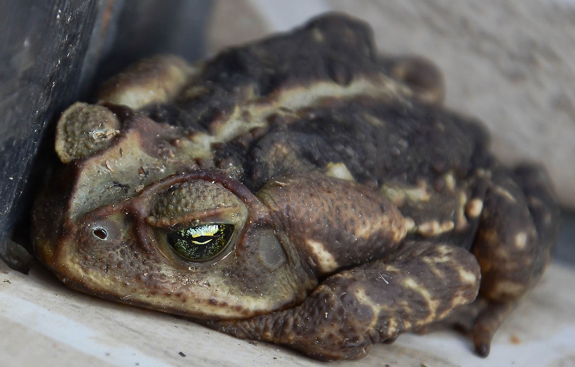 Rhinella icterica - Sapo-Cururu / Yellow Cururu Toad (Spix, 1824) Amphibia: Lissamphibia: Batrachia: Anura: Neobatrachia: Bufonoidea (Hyloidea???): Bufonidae<br />
<br />
The name "cururu" is an indigenous name that refers to the sound of the mating call of the males. They belong in the class Amphibia, subclass Lissamphibia, superorder Batrachia, order Anura suborder Neobatrachia, superfamily Bufonoidea (Hyloidea???) and family Bufonidae. The subject portrayed is a female.<br />
<br />
They are native to Northeastern Argentina (Misiones Province), Southern Brazil and Eastern Paraguay. The males usually measure around 98-166mm in length and females 110-190mm in length. Young females possess a yellow dorsum with a light midline stripe and a patterns of black markings. Males are usually of a bright greenish yellow coloring with very few black markings. They possess a white belly marbled with brown and strong cephalic crests with warted skin.<br />
<br />
They inhabit Cerrado (savanna), tropical and subtropical forests, and pastoral plains covered in fields located on the South of South America. They can live in degraded habitats and fields. They are usually found in anthropic areas in urban and suburban habitats due to the abundance of food sources (insects attracted to the artificial lights).<br />
<br />
Their parotoidal glands are strong and ooze bufotoxins, which composition varies among the species and are toxic steroid lactones. These toxins can be divided into two groups, which are bufadienolides (cardiac glycosides such as bufotalin and bufogenin) and tryptamine (related substances such as bufotenin). The substance sprays out of the gland when the toad is squished or disturbed, but the human cases of intoxication are very rare and treatment involves gastric decontamination and management of arrhythmias. Digoxin antidotes might have to be used.<br />
<br />
This defensive mechanism coupled with their successful reproductory history has led them to propagate with ease. Predators tend to avoid them due to the toxin; snakes are usually killed by the strong toxin when ingesting them. Their life cycle goes from the laying of eggs, to the hatching of the tadpoles, turning into an imago and proceeding to grow into the adult. They are very ecologically important as natural biological controllers of Insects, Mollusks, small rats and many Arthropods. They are also known to prey on birds and their eggs, as can be seen in a source I provided at the end of this text. The tadpoles feed on suspended matter and on the surface of rocks and submerged plants.<br />
<br />
The reproductive season starts from August to January in rivers and in collections of still waters such as lagoons and ponds. The males mainly vocalize during the night to call females, but can also do so during the day. In the reproductive season, the mating calls are usually vocalized near water sources. The eggs are laid in a gooey string, usually in several thousands. The tadpoles tend to stay together.<br />
<br />
The egg string is large and are deposited at shallow water. Amphibian decline in populations can be due to general habitat alteration and loss, habitat modification from deforestation, or logging related activities and local pesticides, fertilizers and pollutants. Rhinella icterica is not endangered, although in some places they are suffering populational decline due to pollution and due to the draining of their water sources. They are also ignorantly killed by people.<br />
<br />
You can hear their call here: <a href="https://amphibiaweb.org/sounds/Rhinella_icterica.mp3" rel="nofollow">https://amphibiaweb.org/sounds/Rhinella_icterica.mp3</a><br />
<br />
PERSONAL NOTE: I handled many of these toads, including the one portrayed to keep the dogs from eating them. After the rescue, she was placed on these steps away from danger where she fell asleep. She thought I was a predator or a threat and sprayed the bufotoxin on my skin and absolutely nothing happened, which makes me believe the bufotoxin can only be absorbed by a few parts of the body such as the mucosa, open wounds and through ingestion. I've handled Rhinella icterica many times, and few were the attempts that the toad didn't spray the toxin. The spraying is not far, usually very limited and in my attempts just oozed and dripped from my hand. I never suffered any harm from handling them, even when I had semi-open wounds on the skin and the toxin was sprayed on them, perhaps not enough to enter them. This makes me think this toxin is potentially dangerous to the ingestion, absorption through the mucosa or an unfortunate event of absorption through an open wound. With this I conclude that the toxin is not dangerous to the contact with a healthy skin.<br />
<br />
Sources:<br />
<br />
<a href="https://amphibiaweb.org/species/200" rel="nofollow">https://amphibiaweb.org/species/200</a><br />
<a href="http://br.herpeto.org/anfibios/anura/rhinella-icterica/" rel="nofollow">http://br.herpeto.org/anfibios/anura/rhinella-icterica/</a><br />
<a href="https://pt.wikipedia.org/wiki/Rhinella_icterica" rel="nofollow">https://pt.wikipedia.org/wiki/Rhinella_icterica</a><br />
<a href="https://en.wikipedia.org/wiki/Rhinella_icterica" rel="nofollow">https://en.wikipedia.org/wiki/Rhinella_icterica</a><br />
<br />
Bird and egg predation by Rhinella icterica: <a href="https://www.researchgate.net/publication/263469197_Ornithophagy_in_Rhinella_icterica_SPIX_1824" rel="nofollow">https://www.researchgate.net/publication/263469197_Ornithophagy_in_Rhinella_icterica_SPIX_1824</a><br />
<br />
Date: 27th of September, 2017 at 05:21:46pm. Amphibia,Amphibians,Amphibians.,Anf&iacute;bio,Anf&iacute;bios,Animal Kingdom,Animalia,Anura,Batrachia,Benedito Novo,Brazil,Bufonidae,Bufonoidea,Geotagged,Herpetologia,Herpetology,Hyloidea,Lissamphibia,Neobatrachia,Rhinella