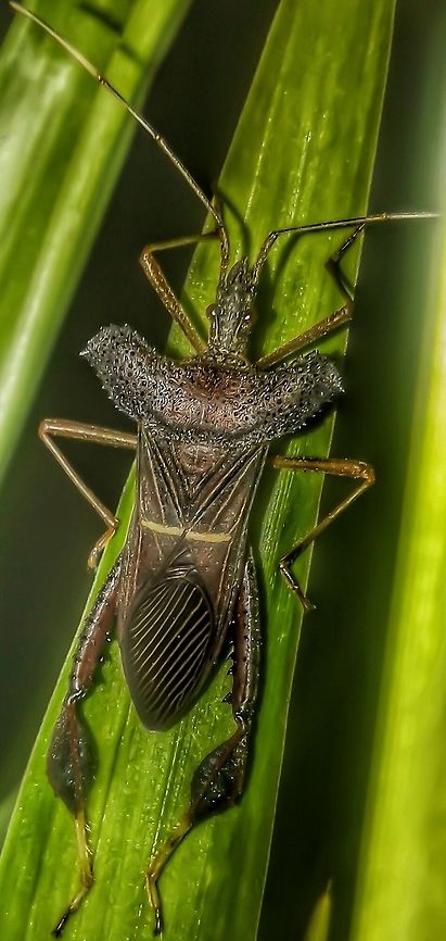 Leptoglossus dilaticollis - Leptoglossus Leaf-Footed Bug / Percevejo-P&eacute;s-de-Folha-Leptoglossus (Gu&eacute;rin-M&eacute;neville, 1831) Hemiptera: Heteroptera: Pentatomomorpha: Coreoidea: Coreidae: Coreinae: Anisoscelini<br />
<br />
Date: 16th of March, 2017 at 07:50:26pm.<br />
<br />
Their natural habitat are often fields. This one was found in Santa Catarina, Benedito Novo in Brazil in an area with unadulterated vegetation, resting on a leaf.<br />
<br />
Measured approximately 3cm in body length, but requires confirmation.<br />
<br />
Leptoglossus dilaticollis is a big leaf-footed bug in the order Hemiptera, suborder Heteroptera, infraorder Pentatomomorpha, superfamily Coreoidea, family Coreidae, subfamily Coreinae and tribe Anisoscelini.<br />
<br />
Like other members of the family Coreidae, Leptoglossus dilaticollis possess leaflike dilations on the hind tibiae. Their large "shoulders" are another remarkable trait. These bugs are one of the few that are known to feed on Magnoliidae, a primitive group of plants. More specifically, they were documented feeding on Michelia champaca ("champak"), but are also known to feed on Theobroma cacao ("cocoa"). Michelia champaca is not native to Brazil, so it is expected that Leptoglossus dilaticollis can also feed on other Magnoliidae.<br />
<br />
They are distributed in Brazil, Panama and Mexico according to the source I provided.<br />
<br />
Sources:<br />
<br />
<a href="http://coreoidea.speciesfile.org/Common/basic/Taxa.aspx?TaxonNameID=1187643" rel="nofollow">http://coreoidea.speciesfile.org/Common/basic/Taxa.aspx?TaxonNameID=1187643</a><br />
<a href="http://eol.org/pages/609329/overview" rel="nofollow">http://eol.org/pages/609329/overview</a><br />
<a href="https://sv.wikipedia.org/wiki/Leptoglossus_dilaticollis" rel="nofollow">https://sv.wikipedia.org/wiki/Leptoglossus_dilaticollis</a> Am&eacute;rica do Sul,Anisoscelini,Benedito Novo,Brasil,Brazil,Bugs,Coreidae,Coreinae,Coreoidea,Hemipteran,Hem&iacute;ptero,Leaf-Footed Bug,Leptoglossus,Leptoglossus dilaticollis,Neotropical Hemipterans,Pentatomomorpha,Percevejo-P&eacute;s-de-Folha,Santa Catarina,South America,big bug