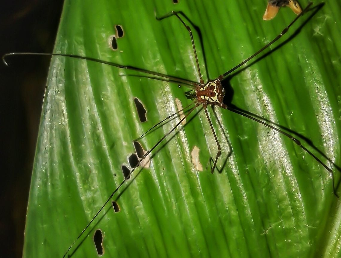 Thereza cf. speciosa - Thereza Harvestman (Roewer, 1913) Arachnida: Opiliones: Laniatores: Grassatores: Gonyleptoidea: Gonyleptidae: K92: Caelopyginae<br />
<br />
Date: 25th of March, 2017 at 03:03:22pm.<br />
<br />
The location specified on the map is approximate but not accurate.<br />
<br />
Their habitats are wet forests and caverns. The subject portrayed was found in an untouched forest in the neighborhoods of Benedito Novo in Santa Catarina in Brazil.<br />
<br />
Thereza is a genus of harvestmen with five known species:<br />
<br />
Thereza speciosa<br />
Thereza albiornata<br />
Thereza amabilis<br />
Thereza murutinga<br />
Thereza poranga<br />
<br />
They are members of the class Arachnida, order Opiliones, suborder Laniatores, infraorder Grassatores, superfamily Gonyleptoidea, family Gonyleptidae, unranked clade K92 and subfamily Caelopyginae.<br />
<br />
I suspect the subject portrayed is a Thereza speciosa. After some research, I came upon this image in the Internet, the only existing image of Thereza speciosa in the Internet besides mine which is also available in this post's references: <a href="https://vignette.wikia.nocookie.net/opiliones/images/9/91/Thereza_speciosa.jpg/revision/latest?cb=20140918024315" rel="nofollow">https://vignette.wikia.nocookie.net/opiliones/images/9/91/Thereza_speciosa.jpg/revision/latest?cb=20140918024315</a><br />
<br />
If you compare both, there is a very slight difference in patterns. There are no pictures of the other species of Thereza in the Internet besides one of a male of T. murutinga:<br />
<br />
<a href="https://www.researchgate.net/publication/245535776_Descriptions_of_Thereza_murutinga_sp_nov_and_Pristocnemis_caipira_sp_nov_and_new_records_of_Caelopyginae_Opiliones_Laniatores_Gonyleptidae" rel="nofollow">https://www.researchgate.net/publication/245535776_Descriptions_of_Thereza_murutinga_sp_nov_and_Pristocnemis_caipira_sp_nov_and_new_records_of_Caelopyginae_Opiliones_Laniatores_Gonyleptidae</a><br />
<br />
Judging by the two pictures, the subject portrayed is most likely a Thereza speciosa since the pattern variation is very slight and it could just be a normal alteration among individuals; either that, or it is one of the other 3 species with no pictures in the Internet.<br />
<br />
Harvestmen are related to spiders, but different as well. The cephalothorax and abdomen are fused together, they possess penis and ovipositor and a couple of odor glands. Harvestmen are harmless. Most of them are adapted to dark, wet places such as humid forests and caverns. They are morphologically adapted to these places by possessing sensorial parts that they use to interact within the area. Generally, cave-dwelling species use chemical and mechanical signals to communicate with the opposite sex and to find food. Harvestmen adapted to a variety of biomas, also being able to dwell in dry places, but most live in dark, wet places such under rocks and trunks.<br />
<br />
They are predators, feeding on small invertebrates. They are known to practice cannibalism, eating other harvestmen, dead or alive. A few are saprophagous, while others suck vegetable juice, but most are omnivorous. Harvestmen are able to eat solid substances.<br />
<br />
They are mostly nocturnal and serve as food to frogs, ants, crickets, wasps and other harvestmen. They are known to release a repugnant yellowish liquid to repel predators. Some can autotomize their legs or feing death.<br />
<br />
Generally, either the male or the female protect the eggs, being able to protect them for a whole month without feeding if needed. In fact, many species show great paternal and maternal care behaviour. Some species are known to be less careful.<br />
<br />
Sources:<br />
<br />
Opiliones Wikia: <a href="http://opiliones.wikia.com/wiki/Thereza_speciosa" rel="nofollow">http://opiliones.wikia.com/wiki/Thereza_speciosa</a><br />
EOL: <a href="http://eol.org/pages/43804819/overview" rel="nofollow">http://eol.org/pages/43804819/overview</a><br />
Caelopyginae: <a href="https://en.wikipedia.org/wiki/Caelopyginae" rel="nofollow">https://en.wikipedia.org/wiki/Caelopyginae</a> Arachnida,Arachnids,Benedito Novo,Brasil,Brazil,Brazilian fauna,Caelopyginae,Gonyleptidae,Gonyleptoidea,Grassatores,Harvestman Spider,K92,Laniatores,Opiliones,Opilião,Opiliões,Santa Catarina,Thereza,Thereza speciosa,arachnids