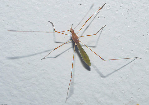 Jalysus cf. sobrinus - Stilt Bug / Thread Bug / Percevejo-das-C&aacute;psulas (St&aring;l, 1862) Hemiptera: Heteroptera: Pentatomomorpha: Lygaeoidea: Berytidae: Metacanthinae: Metacanthini

Another picture: https://www.jungledragon.com/image/60290/41413116804_f5671bc40d_o.html

8th of May, 2018 at 11:00:00pm, 16th floor of a flat of in an urban habitat.

Jalysus sobrinus is a true bug in the order Hemiptera, suborder Heteroptera, infraorder Pentatomomorpha, superfamily Lygaeoidea, family Berytidae, subfamily Metacanthinae and tribe Metacanthini.

The following description was taken from Insetologia and is sourced below:

"The Jalysus sobrinus determined by Mr. O. Heidemann, through intervention of Dr. L. O. Howard, is a slender Insect, featherish, with slender, long antennae with around 18,5mm in length and around 1,5mm in width. They are brownish with three bright stripes longitudinally arrayed on the thorax and brighter on the nape.

On the posterior extremity of the thorax there are three spikes, one on each side and a third on the center. The last articulations of the antennae, as well as those on the extremity of the femur, are a bit thicker.

They frequent, in maturity seasons of the capsules, the panicles and the buds of flowers of Nicotiana sp., piercing these without causing any other damage to the plant.

They are usually found in low numbers, but there are years in which they appear in larger populations."

-Source: http://www.insetologia.com.br/2017/05/percevejo-das-capsulas-no-ceara.html

According to BugGuide, a few members of the genus Jalysus can feed on the eggs of moths, such as those of Heliothis virescens. (https://bugguide.net/node/view/103911)

They are distributed as follows: Argentina, Bolivia, Brazil (Amazonas, Bahia, Ceara, Espirito Santo, Goias, Mato Grosso, Minas Gerais, Par&aacute;, Paran&aacute;, Pernambuco, Rio de Janeiro, Rio Grande do Norte, Rio Grande do Sul, Roraima, Santa Catarina, S&atilde;o Paulo), Colombia, Costa Rica, Ecuador, El Salvador, Guatemala, Honduras, Jamaica, Mexico, Nicaragua, Panama, Paraguay, Peru, Trinidad, Uruguay and Venezuela.

They are terrestrial but are able to fly, often being attracted to light sources. This one was found in an urban habitat on the 16th floor of a flat. Another possibility is that this is a Jalysus spinosus, Jalysus albidus, Jalysus macer or Jalysus nigriventris, all of which happen in Brazil but I have no idea how they are distributed here and I don't know a morphological description to them to compare to mine. Jalysus sobrinus, though, seems to match my specimen. What I know is that Jalysus sobrinus is the most widely distributed member of Jalysus here, whilst the others are seemingly more concentrated in other continents.

According to BugGuide, this is an overall description of the genus Jalysus, and this is why I'm giving the benefit of the doubt on this, even though I've seen it under high magnification with a potent magnifying glass, as much as the bug allowed me:

"Medium-sized brownish stilt bug found on flowers and other vegetation. The most commonly encountered Berytids in our area. Species identification requires close examination of characters visible only under high magnification. Several characteristics of the genus:

-Medium-sized (7-9 mm).

-Head without projecting tylus.

-Fourth segment of antenna longer than head.

-Abdomen impunctate (not marked by punctures) underneath.

-Groove (sulcus) between front coxae.

-Spine projects from its thoracic scent gland.

-Scent gland channel (on projecting spine) with groove running along one side, not twisted."

The specimen's body length in my picture measured around 1cm, not counting antennae and legs.

Berytids are poorly known in general as far as available information to the public goes. Most are believed to be sap-suckers but some can also feed on mites and small Insects. They are also known as "thread bugs" and are harmless to humans and any animal bigger than a tiny Arthropod.

They are often mistaken with the close-looking members of the Emesinae, which belongs in another family and can be distinguished by the presence of raptorial legs that are reminiscent of Mantodea, Mantispidae and a few others, while the forelegs of Berytids are roughly similar in form and function to their other legs. The antennae of Berytids also tend to have a swelling on the tip, as opposed to the Emesinae. Although absent or not obvious in many species of Berytids, some do have slight swellings at the distal end of the femora of their legs.

Further sources:

https://en.m.wikipedia.org/wiki/Berytidae

http://v3.boldsystems.org/index.php/Taxbrowser_Taxonpage?taxid=202775

https://ipm.ces.ncsu.edu/

https://en.wikipedia.org/wiki/Jalysus

http://eol.org/pages/74322/overview Animal Kingdom,Animalia,Arthropoda,Arthropods,Berytidae,Brazil,Bugs,Hemipteran,Insecta,Insects,Jalysus sobrinus,Metacanthinae,Metacanthini,Neotropical Hemipterans,Wildlife Animals,animal,animals,arthropod,artr&oacute;pode,artr&oacute;podes