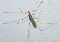 Jalysus cf. sobrinus - Stilt Bug / Thread Bug / Percevejo-das-C&aacute;psulas (St&aring;l, 1862) Hemiptera: Heteroptera: Pentatomomorpha: Lygaeoidea: Berytidae: Metacanthinae: Metacanthini<br />
<br />
Another picture: https://www.jungledragon.com/image/60290/41413116804_f5671bc40d_o.html<br />
<br />
8th of May, 2018 at 11:00:00pm, 16th floor of a flat of in an urban habitat.<br />
<br />
Jalysus sobrinus is a true bug in the order Hemiptera, suborder Heteroptera, infraorder Pentatomomorpha, superfamily Lygaeoidea, family Berytidae, subfamily Metacanthinae and tribe Metacanthini.<br />
<br />
The following description was taken from Insetologia and is sourced below:<br />
<br />
"The Jalysus sobrinus determined by Mr. O. Heidemann, through intervention of Dr. L. O. Howard, is a slender Insect, featherish, with slender, long antennae with around 18,5mm in length and around 1,5mm in width. They are brownish with three bright stripes longitudinally arrayed on the thorax and brighter on the nape.<br />
<br />
On the posterior extremity of the thorax there are three spikes, one on each side and a third on the center. The last articulations of the antennae, as well as those on the extremity of the femur, are a bit thicker.<br />
<br />
They frequent, in maturity seasons of the capsules, the panicles and the buds of flowers of Nicotiana sp., piercing these without causing any other damage to the plant.<br />
<br />
They are usually found in low numbers, but there are years in which they appear in larger populations."<br />
<br />
-Source: http://www.insetologia.com.br/2017/05/percevejo-das-capsulas-no-ceara.html<br />
<br />
According to BugGuide, a few members of the genus Jalysus can feed on the eggs of moths, such as those of Heliothis virescens. (https://bugguide.net/node/view/103911)<br />
<br />
They are distributed as follows: Argentina, Bolivia, Brazil (Amazonas, Bahia, Ceara, Espirito Santo, Goias, Mato Grosso, Minas Gerais, Par&aacute;, Paran&aacute;, Pernambuco, Rio de Janeiro, Rio Grande do Norte, Rio Grande do Sul, Roraima, Santa Catarina, S&atilde;o Paulo), Colombia, Costa Rica, Ecuador, El Salvador, Guatemala, Honduras, Jamaica, Mexico, Nicaragua, Panama, Paraguay, Peru, Trinidad, Uruguay and Venezuela.<br />
<br />
They are terrestrial but are able to fly, often being attracted to light sources. This one was found in an urban habitat on the 16th floor of a flat. Another possibility is that this is a Jalysus spinosus, Jalysus albidus, Jalysus macer or Jalysus nigriventris, all of which happen in Brazil but I have no idea how they are distributed here and I don't know a morphological description to them to compare to mine. Jalysus sobrinus, though, seems to match my specimen. What I know is that Jalysus sobrinus is the most widely distributed member of Jalysus here, whilst the others are seemingly more concentrated in other continents.<br />
<br />
According to BugGuide, this is an overall description of the genus Jalysus, and this is why I'm giving the benefit of the doubt on this, even though I've seen it under high magnification with a potent magnifying glass, as much as the bug allowed me:<br />
<br />
"Medium-sized brownish stilt bug found on flowers and other vegetation. The most commonly encountered Berytids in our area. Species identification requires close examination of characters visible only under high magnification. Several characteristics of the genus:<br />
<br />
-Medium-sized (7-9 mm).<br />
<br />
-Head without projecting tylus.<br />
<br />
-Fourth segment of antenna longer than head.<br />
<br />
-Abdomen impunctate (not marked by punctures) underneath.<br />
<br />
-Groove (sulcus) between front coxae.<br />
<br />
-Spine projects from its thoracic scent gland.<br />
<br />
-Scent gland channel (on projecting spine) with groove running along one side, not twisted."<br />
<br />
The specimen's body length in my picture measured around 1cm, not counting antennae and legs.<br />
<br />
Berytids are poorly known in general as far as available information to the public goes. Most are believed to be sap-suckers but some can also feed on mites and small Insects. They are also known as "thread bugs" and are harmless to humans and any animal bigger than a tiny Arthropod.<br />
<br />
They are often mistaken with the close-looking members of the Emesinae, which belongs in another family and can be distinguished by the presence of raptorial legs that are reminiscent of Mantodea, Mantispidae and a few others, while the forelegs of Berytids are roughly similar in form and function to their other legs. The antennae of Berytids also tend to have a swelling on the tip, as opposed to the Emesinae. Although absent or not obvious in many species of Berytids, some do have slight swellings at the distal end of the femora of their legs.<br />
<br />
Further sources:<br />
<br />
https://en.m.wikipedia.org/wiki/Berytidae<br />
<br />
http://v3.boldsystems.org/index.php/Taxbrowser_Taxonpage?taxid=202775<br />
<br />
https://ipm.ces.ncsu.edu/<br />
<br />
https://en.wikipedia.org/wiki/Jalysus<br />
<br />
http://eol.org/pages/74322/overview Animal Kingdom,Animalia,Arthropoda,Arthropods,Berytidae,Brazil,Bugs,Hemipteran,Insecta,Insects,Jalysus sobrinus,Metacanthinae,Metacanthini,Neotropical Hemipterans,Wildlife Animals,animal,animals,arthropod,artr&oacute;pode,artr&oacute;podes