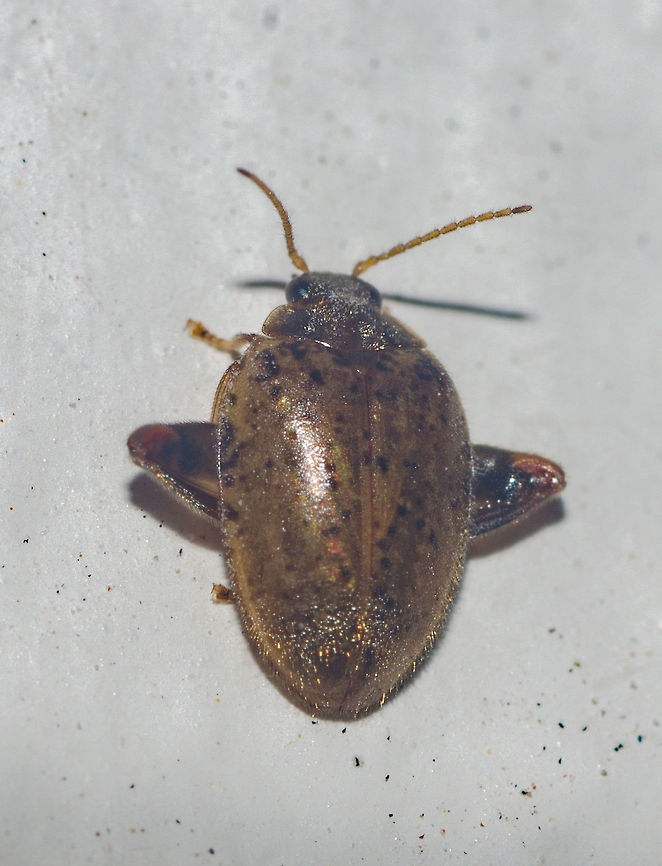 Ora cf. complanata - Flea Marsh Beetle (Gu&eacute;rin-M&eacute;neville, 1861) Coleoptera: Polyphaga: Elateriformia: Scirtoidea: Scirtidae: Scirtinae<br />
<br />
Length: ~3mm.<br />
Date: 08:32:50pm.<br />
Location: Cear&aacute;, Fortaleza (Lat: -3.75, Long: -38.51, 16th floor of a flat)<br />
<br />
Ora is a genus of flea marsh beetles in the order Coleoptera, suborder Polyphaga, infraorder Elateriformia, superfamily Scirtoidea, family Scirtidae and subfamily Scirtinae.<br />
<br />
The larvae of Scirtids are aquatic and live in wet places or submerged, but the adults are terrestrial and can fly or jump, also being short-lived. They usually develop in still waters, but a few species can be found in human-made places that accumulate water. The adults will feed on decaying vegetable matter next to the marshes of water. The larvae are elongate, flattened dorso-ventrally with a segmented body and typical antennae that are long and slender. When diving, a bubble of air can be seen in the extremity of the abdomen that helps them with gas exchanges.<br />
<br />
They are normally found around submerged marginal vegetation. Some species live exclusively in water accumulated in Bromelia sp.. A few species develop free-living pupae, while others make a pupal chamber made of wood, sand or clay. They can also be found in fields, where they will feed on rotting vegetation.<br />
 <br />
You can see this very text above in Planeta Intertebrados, where you will find my picture, which I donated to the website's owner to favour environmental education: <a href="http://www.planetainvertebrados.com.br/index.asp?pagina=especies_ver&amp;id_categoria=28&amp;id_subcategoria=0&amp;com=1&amp;id=304&amp;local=2" rel="nofollow">http://www.planetainvertebrados.com.br/index.asp?pagina=especies_ver&amp;id_categoria=28&amp;id_subcategoria=0&amp;com=1&amp;id=304&amp;local=2</a><br />
<br />
Through personal witness, the adults seem to be mostly nocturnal in activity.<br />
 <br />
"Ora complanata is probably a junior synonym of Ora depressa (Fabricius)." - <a href="https://www.researchgate.net/publication/274059638_Review_of_Scirtidae_Coleoptera_Scirtoidea_described_by_Johan_Christian_Fabricius_1745-1808" rel="nofollow">https://www.researchgate.net/publication/274059638_Review_of_Scirtidae_Coleoptera_Scirtoidea_described_by_Johan_Christian_Fabricius_1745-1808</a><br />
<br />
 <br />
According to Cesar of Insetologia who aided with the ID of this Scirtid, this is the closest image that can be found of an Ora similar to mine in the Internet: <a href="https://bugguide.net/node/view/1362125/bgpage" rel="nofollow">https://bugguide.net/node/view/1362125/bgpage</a><br />
 <br />
The discussion there also talks about the variation in coloring, as it is relatively different from the many others identified as the same species (<a href="https://bugguide.net/node/view/429972/bgpage)" rel="nofollow">https://bugguide.net/node/view/429972/bgpage)</a>. With this being said, O. complanata, according to Cesar, is common in Brazil.<br />
 <br />
This individual in Biofaces (<a href="http://www.biofaces.com/upload/post/1473897358.jpg)" rel="nofollow">http://www.biofaces.com/upload/post/1473897358.jpg)</a> is also (doubtfully) identified as Ora complanata, and seeing as the genus displays great intraspecific variations, I'm not sure what to think. I will leave the species complanata as a possible guess for now. Animal Kingdom,Animalia,Arthropoda,Arthropods,Beetles,Brazil,Brazilian Beetles,Ceara,Cear&aacute;,Coleoptera,Elateriformia,Fortaleza,Geotagged,Insecta,Insects,Ora,Ora complanata,Polyphaga,Scirtid,Scirtidae