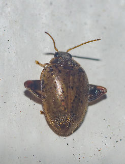 Ora cf. complanata - Flea Marsh Beetle (Gu&eacute;rin-M&eacute;neville, 1861) Coleoptera: Polyphaga: Elateriformia: Scirtoidea: Scirtidae: Scirtinae

Length: ~3mm.
Date: 08:32:50pm.
Location: Cear&aacute;, Fortaleza (Lat: -3.75, Long: -38.51, 16th floor of a flat)

Ora is a genus of flea marsh beetles in the order Coleoptera, suborder Polyphaga, infraorder Elateriformia, superfamily Scirtoidea, family Scirtidae and subfamily Scirtinae.

The larvae of Scirtids are aquatic and live in wet places or submerged, but the adults are terrestrial and can fly or jump, also being short-lived. They usually develop in still waters, but a few species can be found in human-made places that accumulate water. The adults will feed on decaying vegetable matter next to the marshes of water. The larvae are elongate, flattened dorso-ventrally with a segmented body and typical antennae that are long and slender. When diving, a bubble of air can be seen in the extremity of the abdomen that helps them with gas exchanges.

They are normally found around submerged marginal vegetation. Some species live exclusively in water accumulated in Bromelia sp.. A few species develop free-living pupae, while others make a pupal chamber made of wood, sand or clay. They can also be found in fields, where they will feed on rotting vegetation.
 
You can see this very text above in Planeta Intertebrados, where you will find my picture, which I donated to the website's owner to favour environmental education: http://www.planetainvertebrados.com.br/index.asp?pagina=especies_ver&id_categoria=28&id_subcategoria=0&com=1&id=304&local=2

Through personal witness, the adults seem to be mostly nocturnal in activity.
 
"Ora complanata is probably a junior synonym of Ora depressa (Fabricius)." - https://www.researchgate.net/publication/274059638_Review_of_Scirtidae_Coleoptera_Scirtoidea_described_by_Johan_Christian_Fabricius_1745-1808

 
According to Cesar of Insetologia who aided with the ID of this Scirtid, this is the closest image that can be found of an Ora similar to mine in the Internet: https://bugguide.net/node/view/1362125/bgpage
 
The discussion there also talks about the variation in coloring, as it is relatively different from the many others identified as the same species (https://bugguide.net/node/view/429972/bgpage). With this being said, O. complanata, according to Cesar, is common in Brazil.
 
This individual in Biofaces (http://www.biofaces.com/upload/post/1473897358.jpg) is also (doubtfully) identified as Ora complanata, and seeing as the genus displays great intraspecific variations, I'm not sure what to think. I will leave the species complanata as a possible guess for now. Animal Kingdom,Animalia,Arthropoda,Arthropods,Beetles,Brazil,Brazilian Beetles,Ceara,Cear&aacute;,Coleoptera,Elateriformia,Fortaleza,Geotagged,Insecta,Insects,Ora,Ora complanata,Polyphaga,Scirtid,Scirtidae