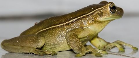 Porto Alegre golden-eyed tree frog