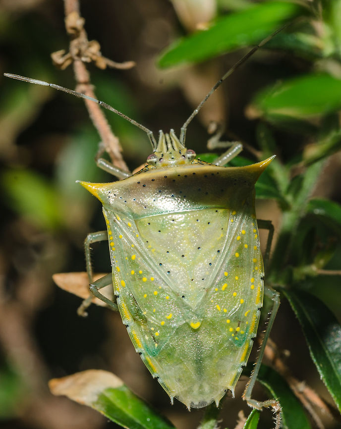Arvelius albopunctatus - Maria-Fedida-do-Tomate (De Geer, 1773) Hemiptera: Heteroptera: Pentatomomorpha: Pentatomoidea: Pentatomidae: Pentatominae: Chlorocorini<br />
<br />
Date: 7th &amp; 8th of April, 2018, night time.<br />
Location: Brazil, Cear&aacute;, Fortaleza (Lat: -3.75, Long: -38.51, 16th floor of a flat in an urban habitat.)<br />
<br />
More pictures in the comments.<br />
<br />
Arvelius albupunctatus, also known as the "tomato stink bug" are polyphagous in nature and are members or the order Hemiptera, suborder Heteroptera, infraorder Pentatomomorpha, superfamily Pentatomoidea, family Pentatomidae, subfamily Pentatominae and tribe Chlorocorini.<br />
<br />
Their host plants include Solanum lycopersicum ("tomato"), Solanum tuberosum ("potato"), Glycine max ("soybean"), Ipomoea batatas ("sweet potato"), Phaseolus vulgaris ("green bean"), Helianthus anuus ("sunflower"), Solanum melongena ("eggplant"), Capsicum sp. ("pepper"), Abelmoschus esculentus ("okra"), Solanum palinacanthum ("jo&aacute;" - PTBR), Solanum asperolanatum ("jurubeba" - PTBR), Solanum erianthum ("nightshade") and possibly many more. As such, it can be noted that they are widely associated with Solanaceae, possibly many others that are wild-growing.<br />
<br />
They are distributed as follows: Antigua, Argentina (Buenos Aires, Entre Rios, Misiones), Bahamas, Barbados, Bolivia, Brazil (Cear&aacute;, Minas Gerais, Rio Grande do Sul, Rio de Janeiro, S&atilde;o Paulo, Santa Catarina), Colombia, Cuba, Dominican Republic, Grenada, Guatemala, Ecuador, El Salvador, Guyana, Haiti, Honduras, Jamaica, Mexico (Baja California, Baja California Sur, Chiapas, Chihuahua, Colima, Guerrero, Jalisco, Michoac&aacute;n, Morelos, Nayarit, Nuevo Le&oacute;n, Oaxaca, Puebla, San Luis Potos&iacute;, Sinaloa, Sonora, Tamaulipas, Veracruz, Yucat&aacute;n), Montserrat, Nicaragua, Panama, Paraguay, Peru, Puerto Rico, St. Vincent, Surinam, Trinidad, United States (AZ, FL, TX), Uruguay, U.S. Virgin Islands (St. Croix, St. Thomas), Venezuela.<br />
<br />
They ara parasitized by Trichopoda pennipes (invalid: Trichopodopsis pennipes) (F.) (Fabricius, 1781: 450) (Silva et al., 1968) (Tachinidae: Phasiinae: Trichopodini). Adults possess a length between 11 and 12mm. The eggs are light yellow, barrel-shaped and deposited in clusters between 7 and 65. The first instars are oval, between 1,8 and 2,0mm in length and light yellow with two gray stripes on the thorax. The second instars disperse and feed on fruits, leaves and stems. They are oval, between 2 and 2,9mm in length. The third, fourth and fifth instars are oval, between 3,4 and 5,0mm, 5,2 and 7,2mm, and 8,3 and 10,6mm in length, respectively.<br />
<br />
The spermatic class of Arvelius albopunctatus possesses nuclear volumes of 200, 400 and 1600 &mu;&sup3; (Schrader and Leuchtenberger, 1950). The differences are due to nuclear proteins and RNA. (many genera of neotropical Pentatomids possess apyrene sperms formed on the "harlequin" lobe of the testes (Schrader, 1960). (Source in the comments) <br />
<br />
It was discovered that they can present polymorphism in their immature stages: <a href="http://www.scielo.br/scielo.php?script=sci_arttext&amp;pid=S1519-566X2007000600022" rel="nofollow">http://www.scielo.br/scielo.php?script=sci_arttext&amp;pid=S1519-566X2007000600022</a><br />
<br />
Consult the article above for more information, as the information provided below is quoted from it with a few differences to better fit it in both the Portuguese and English description of this post's range:<br />
<br />
"Besides the normal color variations in nymphs, three new forms were discovered and nominated; "red form" (4th and 5th instars), "green form" (4th and 5th instars) and "orange form" (5th instar). The normal nymphal description presented in their 4th and 5th instars standard dorsal patterns colored an orangeish-brown, brown head with black borders, dark brown thorax with black punctuations and a dark, orange abdomen, with brown markings in the median and lateral plates (Grazia et al., 1984). The normal nymphal description was nominated the "dark form". Furthermore, the authors described a "light form" that presents a brown thorax with dark brown or black punctuations and a light brown abdomen that tended to green in the dorsal surface.<br />
<br />
The red form's (4th and 5th instars) head had red spots and darkish-brown spots with few, non-contrasting punctuations and black-lined juga. The presence of a dark thorax with a dorsal disk, light subtriangular translucid area next to the antero-lateral denticles of the pronotrum and the lateral spikes of the mesonotum with red umeral angles were noted. The pronotrum and mesonotum were delineated black, with moderated, dark punctuations. The scars were devoid of punctuations. The red abdomen had non-contrasting punctuations; the five median plates were black, with the three first possessing white spots on the openings of the odoriferous glands. The lateral plates had a central area and the intersegmental limits were light and translucid. Two black bands forming an arc delimited the central area, the anterior one being two to three times larger than the posterior one. (<a href="http://www.scielo.br/img/revistas/ne/v36n6/html/22f1.htm#fig5" rel="nofollow">http://www.scielo.br/img/revistas/ne/v36n6/html/22f1.htm#fig5</a>  - Fig. 3 &amp; 5)<br />
<br />
The green form (4th and 5th instars) had a yellowish-green head with few non-contrasting punctuations; juga delineated black. The thorax was green on the dorsal disk, with a light and translucid subtriangular area next to the antero-lateral denticles of the pronotrum and to the lateral spike on the mesonotum. Orangeish umeral angles. The pronotrum and mesonotum were moderately punctuated black with scars devoid of punctuations. Pronotrum and the mesonotum spikes were delineated black. Four pairs of dark suboval spots were present on the thorax; a pair on the pronotrum next to the lateral internal margin of the scars and three pairs on the mesonotum, with one of the median pairs almost straightened with the pair present on the pronotrum and the other two pairs, smaller, on the pteroteca, and an anterior and posterior pair being marginal. The 4th instar and the anterior pair of spots of the pterotacae were minute, with the 5th instar presenting it as enlarged and laterally displaced. The spots on the pronotrum and medians of the mesonotum were followed, laterally, by small whitish areas. The presence of elongate 1+1 black spots next to the internal limit posteriorly to the spike could be noted. The posterior limit of the mesonotum and metanotum were delinated black on the third median with a central interruption. Light-green abdomen with non-contrasting punctuation; Suture lines and limits between the orangeish segments. The presence of 1+1 whitish spots on the 3rd and 7th urotergites, between the longitudinal median line and the lateral margin of each segment could be noted. Of all the five median plates, the first three are green, with white spots on and around the openings of the odoriferous glands, which were delineated black. The lateral plates had a central, translucid, light area and the intersegmental limits were greenish; the black bands that delimited the central area were straight, with the anterior one slightly larger than the posterior one. (<a href="http://www.scielo.br/img/revistas/ne/v36n6/html/22f1.htm#fig5" rel="nofollow">http://www.scielo.br/img/revistas/ne/v36n6/html/22f1.htm#fig5</a>  - Fig. 4 &amp; 6)<br />
<br />
The orange form (5th instar) had an orangeish head with few non-contrasting punctuations and lighter juga delineated black. The thorax was orangeish, with a clear and translucid subtriangular area next to the antero-lateral denticles of the pronotrum and of the lateral spikes on the mesonotum. Umeral angles of the pronotrum were orangeish. Pronotrum and mesonotum moderately delinated black. Four pairs of black, suboval spots and the elongate 1+1 spot were present over the thorax, following the same pattern described for the 5th instar of the green form. The spots on the pronotrum were followed by small yellowish areas that followed the similar standard of the whitish areas mentioned on the green form. Posterior limit of the mesonotum and metanotum with 1+1 straight black spots on the third median. Abdomen orangeish, lighter on the central disk with dark-orange punctuations. Suture lines and limits between the dark-orange segments were present. 1+1 whitish spots present on the 3rd and 7th urotergites, as described for the green form. Of all five median plates, the first three are orangeish, with white spots on the openings of the odoriferous glands, which are delineated black. Lateral plates with a light, translucid central area and the intersegmental limits were orangeish; black bands delimiting the central area followed the standards described to the green form. External lateral limit of the plates slenderly delineated black. (<a href="http://www.scielo.br/img/revistas/ne/v36n6/html/22f1.htm#fig5" rel="nofollow">http://www.scielo.br/img/revistas/ne/v36n6/html/22f1.htm#fig5</a>  - Fig. 7)<br />
<br />
Adults of all these forms didn't present corresponding variation and all presented pale greenish-yellow coloration, typical of the species, with no distinction between males and females."<br />
<br />
I could note 5-6 antennal segments, the first tuberculate and short, the second slender and longer than the first and shorter than the third, fourth and fifth, which are longer than the first and second and thinner than the first. The second, third, fourth and fifth segments seemed to be of equal or semi-equal width, while the first is noticeably thicker than all other segments. The possible sixth segment is actually the first and is shorter than the following, more or less or equal in width and sort of tuberculate. All pictures are of the same individual.<br />
<br />
Synonyms include:<br />
<br />
Cimex albo-punctatus (De Geer, 1773: 331-332, pl. 34 fig. 6.)<br />
<br />
Cimex gladiator (Fabricius, 1775: 705. (syn. by Lepeletier &amp; Serville, 1825)<br />
<br />
Cimex leucostictos (Gmelin, 1790: 2148). (unnecessary new name for Cimex albopunctatus (De Geer, 1773))<br />
<br />
Pentatoma gladiator (Palisot de Beauvois, 1811: 127, pl. 9 fig. 1)<br />
<br />
Acanthosoma gladiator (Burmeister, 1835: 359)<br />
<br />
Arvelius gladiator (Spinola, 1837: 346)<br />
<br />
Acanthosoma luteicornis (Westwood, 1837: 7, 30) (syn. by St&aring;l, 1872)<br />
<br />
Arvelius albopunctatus (Amyot &amp; Serville, 1843: 150-151)<br />
<br />
Arvelius luteicornis (Herrich-Sch&auml;ffer, 1853: 4, 18)<br />
<br />
Pentatoma albopunctata (Gu&eacute;rin-M&eacute;neville, 1857: 374-375)<br />
<br />
Distribution and synonyms source here: https://www.ndsu.edu/pubweb/~rider/Pentatomoidea/Species_Chlorocorini/Arvelius_albopunctatus.htm<br />
<br />
Feeding habits here: <a href="https://bugguide.net/node/view/119316" rel="nofollow">https://bugguide.net/node/view/119316</a><br />
<br />
Other source in the comments<br />
<br />
Other sources in the text.<br />
<br />
Identified by my dear friend Santiago Corr&ecirc;a. Arvelius,Arvelius albopunctatus,Brazil,Chlorocorini,Geotagged,Hemiptera,Hemipteran,Hem&iacute;ptero,Neotropical Hemipterans,Pentatomidae,Pentatominae,Pentatomoidea,Pentatomomorpha,Tomato Stink Bug,bugs hemiptera,heteroptera,heteropteraminsects