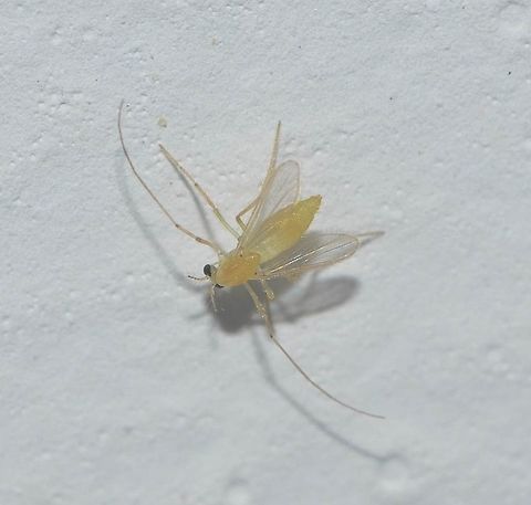 Unidentified - Requires an ID - Possibly something in, close or inbetween to Axarus sp. Full post about Chironomids here: https://www.jungledragon.com/image/59811/unidentified_-_requires_an_id.html

Or here (Portugu&ecirc;s / English): http://www.projectnoah.org/spottings/1106960195

Date: 7th of May, 2018 at 08:58:00pm on the 16th floor of a flat in an urban habitat.

Reminds me of something in, close or inbetween to Axarus sp., further supported by a Facebook user in the group Diptera, but the Brazilian Chironomid fauna is widely unknown and I can't be sure. All I can reach with certainty is the order Diptera, suborder Nematocera, infraorder Culicomorpha, superfamily Chironomoidea and family Chironomidae, and risk a sky-high guess of the genus as it is the most commonly seen. For now, unidentified. Chironomids do not bite, both males and females are harmless. Chironomids should not be mistaken with Culicids (popularly known as the blood-sucking (hematophagous) mosquitoes). Check the full post's link I provided above for an overall description of Chironomids with all sources included for your convenience.

The subject portrayed is a female and measured around 3mm or less in length and around 1mm in body width. Axarus,Brazil,Brazilian midges,Cear&aacute;,Chironomid midge,Chironomidae,Chironomoidea,Culicomorpha,Diptera,Dipteran,Midge,Mosquito,Mosquito Amarelo,Nematocera,Nonbiting midge,Yellow Midge,brasil,fortaleza,tiny,yellow