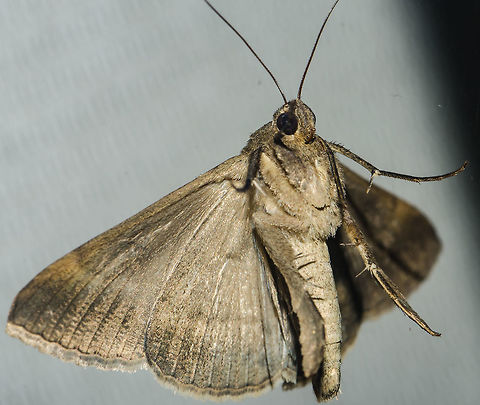 Mocis cf. latipes - Curuquer&ecirc;-dos-capinzais / Small Mocis Moth / Striped Grass Looper (Guen&eacute;e, 1852) Lepidoptera: Bombycina: Noctuoidea: Erebidae: Erebinae: Euclidiini

Full post here: https://www.jungledragon.com/image/60764/mocis_cf._latipes_-_curuquer-dos-capinzais_small_mocis_moth_striped_grass_looper_guene_1852.html API,Brazil,Erebid moth,Erebidae,Erebinae,Euclidiini,Lepidoptera,Mariposas Neotropicais,Mariposas do Brasil,Mocis,Mocis latipes,Moth,Neotropical,Neotropical Moths,Noctuoidea,brasil,brazilian moths,heterocera,mariposa,mariposas
