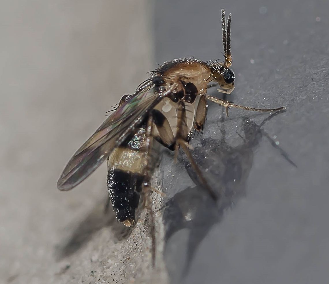 Unknown spotting - Fungus Gnat - Mosquito-do-Fungo Date: 14th of April, 2018 at 08:48:24pm.<br />
Found on the 16th floor of a flat in an urban habitat.<br />
<br />
Second picture: <figure class="photo"><a href="https://www.jungledragon.com/image/60827/unknown_spotting_-_fungus_gnat_-_mosquito-do-fungo.html" title="Unknown spotting - Fungus Gnat - Mosquito-do-Fungo"><img src="https://s3.amazonaws.com/media.jungledragon.com/images/3305/60827_thumb.jpg?AWSAccessKeyId=05GMT0V3GWVNE7GGM1R2&Expires=1759968010&Signature=3ADuEOVr%2FSp55WlsgVzzI4ndM2s%3D" width="142" height="152" alt="Unknown spotting - Fungus Gnat - Mosquito-do-Fungo Date: 14th of April, 2018 at 08:47:51pm.<br />
Found on the 16th floor in a flat in an urban habitat.<br />
<br />
Full post here: https://www.jungledragon.com/image/60826/unknown_spotting_-_fungus_gnat_-_mosquito-do-fungo.html Arthropoda,Arthropods,Bibionomorpha,Brazil,Brazilian Dipterans,Diptera,Dipteran,Fall,Geotagged Animalia,Insecta,Mycetophilidae,Nematocera,Sciaroidea,arthropod,brasil,insect,insects,inseto,insetos,unidentified" /></a></figure><br />
<br />
There is no way for me to accurately identify this. Mycetophilidae was recently split in several difficult to diagnose subfamiliae, according to Doug Yanega, entomologist. As such, there is no way for me to go beyond the family level. Definitely a member of the order Diptera, suborder Nematocera, infraorder Bibionomorpha, superfamily Sciaroidea and family Mycetophilidae in the sensu lato. Unfortunately, until the taxonomic complications in this individual gets attenuated, I won't be able to go further, nor will any friend of mine.<br />
<br />
A few Mycetophilids are able to display bioluminescence in the larval stage, but some may display it during the pupa stage and the adult stage. This is due to the predatory habits of some larvae, which uses the light to attract their prey. This has two sides, though. While it may attract prey, it can also attract predators. You can find all this information and the genera included in the sensu lato of Mycetophilidae here: <a href="https://en.wikipedia.org/wiki/Mycetophilidae" rel="nofollow">https://en.wikipedia.org/wiki/Mycetophilidae</a><br />
<br />
Identification is difficult and diagnosing characters might not be accurate. It is believed that traits that can be considered are the humped thorax, stout and elongate coxae, well-developed tibial spurs, subtle differences in the wing venations and variation in chaetotaxy and genitalia. These are called "fungus gnats" because the larvae feed on fungi, spores, hyphae, mosses, liverworts (these last two occurring only in a few species) and prey (partly predatory, mainly focusing on fungi).<br />
<br />
There is no doubt that there are many undiscovered genera as of 2018.<br />
<br />
According to BugGuide:<br />
<br />
"They inhabit mostly wet forests; also quite common in swamps; some live in the moister parts of heath and open grassland. Some larvae mainly bound to the sporophores of fleshy Basidiomycetes, others (esp. Mycomyinae, Sciophilinae, and Leiinae) spin glutinous webs under sporophores or under bark of dead trunks and branches.<br />
<br />
They can feed on spores and/or hyphae of fleshy Basidiomycetes; some species can be bred from Polyporaceae and rarely from Ascomycetes and Myxomycetes. A few species are monophagous or polyphagous, but the majority of species are restricted to particular genera or families of fungi. Some of the web-spinning larvae are predaceous and others mycophagous. A few exotic species live on mosses and liverworts.<br />
<br />
The flowers of Jack-in-the-pulpit (Arisaema) lure and trap adult fungus gnats with their fungus smell and accomplish pollination by these means."<br />
<br />
- <a href="https://bugguide.net/node/view/12759" rel="nofollow">https://bugguide.net/node/view/12759</a><br />
<br />
In truth, they can inhabit a wide variety of habitats, from forests and urbanized and suburbanized areas, to, during the day, caves, overhanging stream banks and cavities under tree roots, along the habitats previously mentioned in BugGuide. They are mostly crepuscular in nature.<br />
<br />
Mycetophilidae used to make up, along with Cecidomyiidae and Sciaridae, the superfamily Sciaroidea but this changed. Mycetophilidae are now treated as six separate families: Mycetophilidae (which I believe is my individual); Bolitophilidae; Ditomyiidae; Diadocidiidae; Keroplatidae; Lygistorrhinidae. There are plenty of undiscovered subjects and study on these Dipterans are not enough as of 2018. Many more families may eventually be discovered, with many changes occurring which can range from small to big, such as the migration of a species to another family or merging of a family with another.<br />
<br />
Mycetophilidae is the largest family in species number under Sciaroidea with around 3,500 species worldwide allocated inside around 136 genera. This is largely misleading, though; the numbers are by far inaccurate due to the unstable situation of these Dipterans. There is no doubt that there are many more species that are undiscovered, which implies that the number of species worldwide is not even remotely close to 3,500, but by far greater.<br />
<br />
They are very sensitive to deforestation and may suffer considerable temporary or permanent populational decrease if deforestation continues for a few decades. This is because they need fungi to live, sometimes specific ones. Some larvae can be found in birds' nests and mammals' burrows and feed on the fungi there, causing benefits to the animals in question. As such, with this one example among many others, we can see that they are greatly important in the complex and intricate web of life, also serving as food to a great amount of organisms. Agaricus sp., mysteryously, do not serve as hosts. Their larvae are usually slender, white, with ventral welts and a dark head capsule. 5 instars are needed to reach adulthood. The pupa stage usually occurs in the ground but may occur within or hanging from the host fungus, in a woven web of salivary threads. The entire egg-adult stage can be fast in some species, but can be longer in others.<br />
<br />
This individual measured approximately 3mm or less. Found on the 16th floor of a flat in an urban habitat.<br />
<br />
Other sources:<br />
<br />
<a href="https://books.google.com.br/books?id=i9ITMiiohVQC&pg=PA1551&lpg=PA1551&dq=mycetophilidae&source=bl&ots=VYAqSqkROU&sig=2s_GFYKB7KS807KYJR6aUA2MWNY&hl=pt-BR&sa=X&ved=0ahUKEwii3Luc4avbAhXIF5AKHboAAgUQ6AEIazAH#v=onepage&q=mycetophilidae&f=false" rel="nofollow">https://books.google.com.br/books?id=i9ITMiiohVQC&pg=PA1551&lpg=PA1551&dq=mycetophilidae&source=bl&ots=VYAqSqkROU&sig=2s_GFYKB7KS807KYJR6aUA2MWNY&hl=pt-BR&sa=X&ved=0ahUKEwii3Luc4avbAhXIF5AKHboAAgUQ6AEIazAH#v=onepage&q=mycetophilidae&f=false</a><br />
<br />
<a href="https://pt.wikipedia.org/wiki/Mycetophilidae" rel="nofollow">https://pt.wikipedia.org/wiki/Mycetophilidae</a><br />
<br />
Text revision by Fernanda Leonel. Animalia,Arthropoda,Arthropods,Bibionomorpha,Brazil,Brazilian Dipterans,Diptera,Dipteran,Insecta,Mycetophilidae,Nematocera,Sciaroidea,arthropod,brasil,insect,insects,inseto,insetos,unidentified,unknown