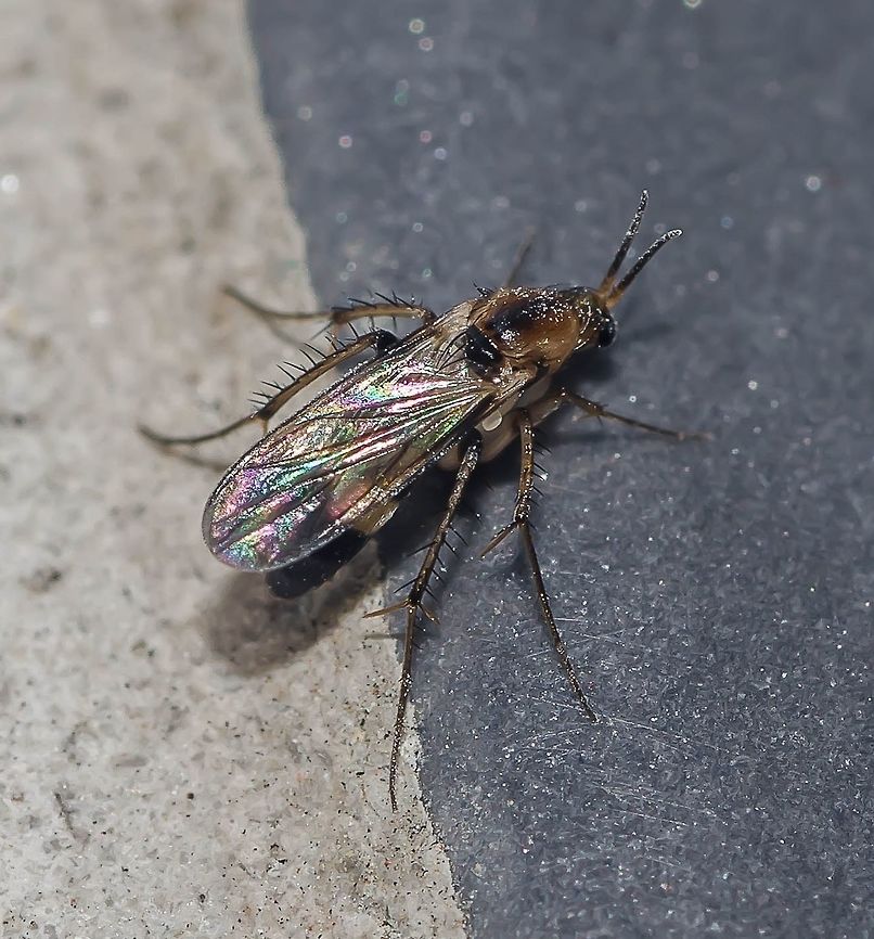 Unknown spotting - Fungus Gnat - Mosquito-do-Fungo Date: 14th of April, 2018 at 08:47:51pm.<br />
Found on the 16th floor in a flat in an urban habitat.<br />
<br />
Full post here: <figure class="photo"><a href="https://www.jungledragon.com/image/60826/unknown_spotting_-_fungus_gnat_-_mosquito-do-fungo.html" title="Unknown spotting - Fungus Gnat - Mosquito-do-Fungo"><img src="https://s3.amazonaws.com/media.jungledragon.com/images/3305/60826_thumb.jpg?AWSAccessKeyId=05GMT0V3GWVNE7GGM1R2&Expires=1770854410&Signature=EyJ6a2GwJQu5paWwxbzGcHeNo3w%3D" width="200" height="174" alt="Unknown spotting - Fungus Gnat - Mosquito-do-Fungo Date: 14th of April, 2018 at 08:48:24pm.<br />
Found on the 16th floor of a flat in an urban habitat.<br />
<br />
Second picture: https://www.jungledragon.com/image/60827/unknown_spotting_-_fungus_gnat_-_mosquito-do-fungo.html<br />
<br />
There is no way for me to accurately identify this. Mycetophilidae was recently split in several difficult to diagnose subfamiliae, according to Doug Yanega, entomologist. As such, there is no way for me to go beyond the family level. Definitely a member of the order Diptera, suborder Nematocera, infraorder Bibionomorpha, superfamily Sciaroidea and family Mycetophilidae in the sensu lato. Unfortunately, until the taxonomic complications in this individual gets attenuated, I won't be able to go further, nor will any friend of mine.<br />
 <br />
A few Mycetophilids are able to display bioluminescence in the larval stage, but some may display it during the pupa stage and the adult stage. This is due to the predatory habits of some larvae, which uses the light to attract their prey. This has two sides, though. While it may attract prey, it can also attract predators. You can find all this information and the genera included in the sensu lato of Mycetophilidae here: https://en.wikipedia.org/wiki/Mycetophilidae<br />
 <br />
Identification is difficult and diagnosing characters might not be accurate. It is believed that traits that can be considered are the humped thorax, stout and elongate coxae, well-developed tibial spurs, subtle differences in the wing venations and variation in chaetotaxy and genitalia. These are called "fungus gnats" because the larvae feed on fungi, spores, hyphae, mosses, liverworts (these last two occurring only in a few species) and prey (partly predatory, mainly focusing on fungi).<br />
 <br />
There is no doubt that there are many undiscovered genera as of 2018.<br />
 <br />
According to BugGuide:<br />
 <br />
"They inhabit mostly wet forests; also quite common in swamps; some live in the moister parts of heath and open grassland. Some larvae mainly bound to the sporophores of fleshy Basidiomycetes, others (esp. Mycomyinae, Sciophilinae, and Leiinae) spin glutinous webs under sporophores or under bark of dead trunks and branches.<br />
 <br />
They can feed on spores and/or hyphae of fleshy Basidiomycetes; some species can be bred from Polyporaceae and rarely from Ascomycetes and Myxomycetes. A few species are monophagous or polyphagous, but the majority of species are restricted to particular genera or families of fungi. Some of the web-spinning larvae are predaceous and others mycophagous. A few exotic species live on mosses and liverworts.<br />
 <br />
The flowers of Jack-in-the-pulpit (Arisaema) lure and trap adult fungus gnats with their fungus smell and accomplish pollination by these means."<br />
 <br />
- https://bugguide.net/node/view/12759<br />
 <br />
In truth, they can inhabit a wide variety of habitats, from forests and urbanized and suburbanized areas, to, during the day, caves, overhanging stream banks and cavities under tree roots, along the habitats previously mentioned in BugGuide. They are mostly crepuscular in nature.<br />
<br />
Mycetophilidae used to make up, along with Cecidomyiidae and Sciaridae, the superfamily Sciaroidea but this changed. Mycetophilidae are now treated as six separate families: Mycetophilidae (which I believe is my individual); Bolitophilidae; Ditomyiidae; Diadocidiidae; Keroplatidae; Lygistorrhinidae. There are plenty of undiscovered subjects and study on these Dipterans are not enough as of 2018. Many more families may eventually be discovered, with many changes occurring which can range from small to big, such as the migration of a species to another family or merging of a family with another.<br />
 <br />
Mycetophilidae is the largest family in species number under Sciaroidea with around 3,500 species worldwide allocated inside around 136 genera. This is largely misleading, though; the numbers are by far inaccurate due to the unstable situation of these Dipterans. There is no doubt that there are many more species that are undiscovered, which implies that the number of species worldwide is not even remotely close to 3,500, but by far greater.<br />
 <br />
They are very sensitive to deforestation and may suffer considerable temporary or permanent populational decrease if deforestation continues for a few decades. This is because they need fungi to live, sometimes specific ones. Some larvae can be found in birds' nests and mammals' burrows and feed on the fungi there, causing benefits to the animals in question. As such, with this one example among many others, we can see that they are greatly important in the complex and intricate web of life, also serving as food to a great amount of organisms. Agaricus sp., mysteryously, do not serve as hosts. Their larvae are usually slender, white, with ventral welts and a dark head capsule. 5 instars are needed to reach adulthood. The pupa stage usually occurs in the ground but may occur within or hanging from the host fungus, in a woven web of salivary threads. The entire egg-adult stage can be fast in some species, but can be longer in others.<br />
 <br />
This individual measured approximately 3mm or less. Found on the 16th floor of a flat in an urban habitat.<br />
 <br />
Other sources:<br />
<br />
https://books.google.com.br/books?id=i9ITMiiohVQC&amp;pg=PA1551&amp;lpg=PA1551&amp;dq=mycetophilidae&amp;source=bl&amp;ots=VYAqSqkROU&amp;sig=2s_GFYKB7KS807KYJR6aUA2MWNY&amp;hl=pt-BR&amp;sa=X&amp;ved=0ahUKEwii3Luc4avbAhXIF5AKHboAAgUQ6AEIazAH#v=onepage&amp;q=mycetophilidae&amp;f=false<br />
<br />
https://pt.wikipedia.org/wiki/Mycetophilidae<br />
<br />
Text revision by Fernanda Leonel. Animalia,Arthropoda,Arthropods,Bibionomorpha,Brazil,Brazilian Dipterans,Diptera,Dipteran,Insecta,Mycetophilidae,Nematocera,Sciaroidea,arthropod,brasil,insect,insects,inseto,insetos,unidentified,unknown" /></a></figure> Arthropoda,Arthropods,Bibionomorpha,Brazil,Brazilian Dipterans,Diptera,Dipteran,Fall,Geotagged Animalia,Insecta,Mycetophilidae,Nematocera,Sciaroidea,arthropod,brasil,insect,insects,inseto,insetos,unidentified