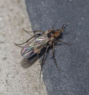 Unknown spotting - Fungus Gnat - Mosquito-do-Fungo Date: 14th of April, 2018 at 08:47:51pm.
Found on the 16th floor in a flat in an urban habitat.

Full post here: https://www.jungledragon.com/image/60826/unknown_spotting_-_fungus_gnat_-_mosquito-do-fungo.html Arthropoda,Arthropods,Bibionomorpha,Brazil,Brazilian Dipterans,Diptera,Dipteran,Fall,Geotagged Animalia,Insecta,Mycetophilidae,Nematocera,Sciaroidea,arthropod,brasil,insect,insects,inseto,insetos,unidentified