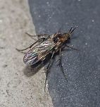 Unknown spotting - Fungus Gnat - Mosquito-do-Fungo Date: 14th of April, 2018 at 08:47:51pm.<br />
Found on the 16th floor in a flat in an urban habitat.<br />
<br />
Full post here: https://www.jungledragon.com/image/60826/unknown_spotting_-_fungus_gnat_-_mosquito-do-fungo.html Arthropoda,Arthropods,Bibionomorpha,Brazil,Brazilian Dipterans,Diptera,Dipteran,Fall,Geotagged Animalia,Insecta,Mycetophilidae,Nematocera,Sciaroidea,arthropod,brasil,insect,insects,inseto,insetos,unidentified