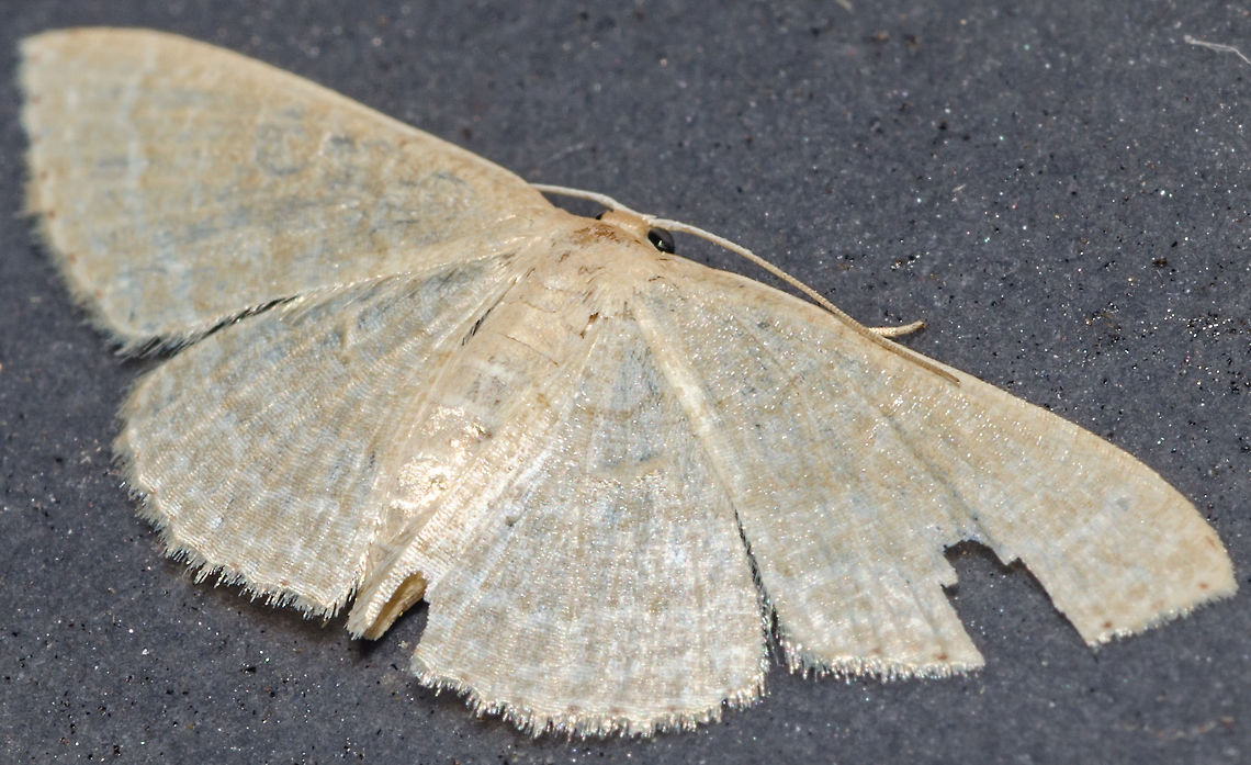 cf. Scopula sp. - Cream Wave Moth (Schrank, 1802) Lepidoptera: Bombycina: Geometroidea: Geometridae: ??? Possibly Sterrhinae: Scopulini<br />
<br />
Second picture - original version, another individual - here: <figure class="photo"><a href="https://www.jungledragon.com/image/61140/cf._scopula_sp._-_cream_wave_moth_schrank_1802.html" title="cf. Scopula sp. - Cream Wave Moth (Schrank, 1802)"><img src="https://s3.amazonaws.com/media.jungledragon.com/images/3305/61140_thumb.jpg?AWSAccessKeyId=05GMT0V3GWVNE7GGM1R2&Expires=1759968010&Signature=QYMu5XJ2tKncehrZ51ME1%2FzQpZA%3D" width="200" height="100" alt="cf. Scopula sp. - Cream Wave Moth (Schrank, 1802) Lepidoptera: Bombycina: Geometroidea: Geometridae: ??? Possibly Sterrhinae: Scopulini<br />
<br />
Full post here: https://www.jungledragon.com/image/61139/cf._scopula_sp._-_cream_wave_moth_schrank_1802.html<br />
<br />
Date: 9th of May, 2018 at 10:12:59pm.<br />
Location: Brazil, Ceará, Fortaleza (Lat: -3.75, Long: -38.51, 16th floor) Arthropoda,Brazil,GEOMETROIDEA,Geometer moth,Geometrid Moth,Insecta,Lepidoptera,Mariposas Neotropicais,Mariposas do Brasil,Moth,Neotropical,Scopula,Scopulini,Sterrhinae,brasil,brazilian moths,ceará,cream wave moth,fortaleza,geometridae" /></a></figure><br />
<br />
Just by looking it was obvious that this moth belonged to the family Geometridae, in the order Lepidoptera, subdivision Bombycina and superfamily Geometroidea. From here onwards are dangerous grounds, so I asked for help from Insetologia.<br />
<br />
The wing venations are determining factors in moth identification.<br />
<br />
According to Cesar of Insetologia and the image he provided (<a href="https://uploads.disquscdn.com/images/3492ab299a5fe42e3ef87e4001189d1735f0055f52dbe1e5afec154eabe78c48.jpg)" rel="nofollow">https://uploads.disquscdn.com/images/3492ab299a5fe42e3ef87e4001189d1735f0055f52dbe1e5afec154eabe78c48.jpg)</a>, venation Sc+R is more attatched to Rs in Larentiinae, at least when Rs finds M1. Apparently, in Oenochrominae Sc+R does not meet with Rs at the point shown in the picture. M2 is weak or inexistent in Ennominae. As for Geometrinae, besides being generally green-colored, the M2 is equidistant to M1 and M3 (hard). Oenochrominae are generally more more robust and darker than Sterrhinae. What remains from the four steps is the subfamily Sterrhinae.<br />
<br />
I manipulated the second picture of this moth in two ways to better see the venations: <a href="https://uploads.disquscdn.com/images/784a2939489544ccbc930693689223a6be8484c4bdb62a984d822a5b204a6a88.jpg" rel="nofollow">https://uploads.disquscdn.com/images/784a2939489544ccbc930693689223a6be8484c4bdb62a984d822a5b204a6a88.jpg</a><br />
<br />
<a href="https://uploads.disquscdn.com/images/dc05830625ef9f75c91e6db9079d52b4661809b4f0607e14df0688e41f53865a.jpg" rel="nofollow">https://uploads.disquscdn.com/images/dc05830625ef9f75c91e6db9079d52b4661809b4f0607e14df0688e41f53865a.jpg</a><br />
<br />
While Cesar manipulated the third way (he is and will always be allowed to): <a href="https://uploads.disquscdn.com/images/0112f43811c863bddfbb60ecd6cf4e66ed880e8e79d0a8fa82aa05c06e09dde8.jpg" rel="nofollow">https://uploads.disquscdn.com/images/0112f43811c863bddfbb60ecd6cf4e66ed880e8e79d0a8fa82aa05c06e09dde8.jpg</a><br />
<br />
With this, it could be concluded that this moth is not a member of Larentiinae and not a member of Ennominae. Through the venations, he could not discard Geometrinae or Oenochrominae. So, this is either an Oenochrominae, a Geometrinae (unlikely, could not discard with security, but possible, maybe?) or Sterrhinae.<br />
<br />
The original picture that was manipulated is of my own intelectual property and is of another individual, not the one in this picture as can be seen by the date, but I believe they are of the same species or, at the very least, the same genus as they were both virtually identical. The genus is a risky guess, but I thought putting it as a guess would bring more benefit than harm. Cesar found this moth that was identified as Scopula sp. (<a href="https://www.flickr.com/photos/72842252@N04/24988002745)" rel="nofollow">https://www.flickr.com/photos/72842252@N04/24988002745)</a> and looks a lot like my specimen, member of the subfamily Sterrhinae and tribe Scopulini.<br />
<br />
In conclusion, this moth is unidentified. There is a high probability of this being a Scopula sp., genus that I'll leave as a risky guess. The chances that this is from the subfamily Sterrhinae were more credible to me than those of Oenochrominae or Geometrinae.<br />
<br />
If you can confirm this is a Scopula or at least provide further light to the situation, please leave a message or contact me. You will be credited.<br />
<br />
Take a look at how gigantic this genus is: <a href="https://pt.wikipedia.org/wiki/Scopula" rel="nofollow">https://pt.wikipedia.org/wiki/Scopula</a><br />
<br />
Another source:<br />
<br />
Article in Insetologia and the whole discussion: <a href="http://www.insetologia.com.br/2018/05/mariposa-geometridea-no-ceara.html" rel="nofollow">http://www.insetologia.com.br/2018/05/mariposa-geometridea-no-ceara.html</a><br />
<br />
Date: 13th of April, 2018 at 08:29:12pm.<br />
Location: Brazil, Ceará, Fortaleza (Lat: -3.75, Long: -38.51, 16th floor) Arthropoda,Brazil,GEOMETROIDEA,Geometer moth,Geometrid Moth,Insecta,Lepidoptera,Mariposas Neotropicais,Mariposas do Brasil,Moth,Neotropical,Scopula,Scopulini,Sterrhinae,brasil,brazilian moths,ceará,cream wave moth,fortaleza,geometridae