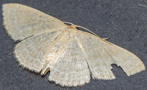 cf. Scopula sp. - Cream Wave Moth (Schrank, 1802) Lepidoptera: Bombycina: Geometroidea: Geometridae: ??? Possibly Sterrhinae: Scopulini

Second picture - original version, another individual - here: https://www.jungledragon.com/image/61140/cf._scopula_sp._-_cream_wave_moth_schrank_1802.html

Just by looking it was obvious that this moth belonged to the family Geometridae, in the order Lepidoptera, subdivision Bombycina and superfamily Geometroidea. From here onwards are dangerous grounds, so I asked for help from Insetologia.

The wing venations are determining factors in moth identification.

According to Cesar of Insetologia and the image he provided (https://uploads.disquscdn.com/images/3492ab299a5fe42e3ef87e4001189d1735f0055f52dbe1e5afec154eabe78c48.jpg), venation Sc+R is more attatched to Rs in Larentiinae, at least when Rs finds M1. Apparently, in Oenochrominae Sc+R does not meet with Rs at the point shown in the picture. M2 is weak or inexistent in Ennominae. As for Geometrinae, besides being generally green-colored, the M2 is equidistant to M1 and M3 (hard). Oenochrominae are generally more more robust and darker than Sterrhinae. What remains from the four steps is the subfamily Sterrhinae.

I manipulated the second picture of this moth in two ways to better see the venations: https://uploads.disquscdn.com/images/784a2939489544ccbc930693689223a6be8484c4bdb62a984d822a5b204a6a88.jpg

https://uploads.disquscdn.com/images/dc05830625ef9f75c91e6db9079d52b4661809b4f0607e14df0688e41f53865a.jpg

While Cesar manipulated the third way (he is and will always be allowed to): https://uploads.disquscdn.com/images/0112f43811c863bddfbb60ecd6cf4e66ed880e8e79d0a8fa82aa05c06e09dde8.jpg

With this, it could be concluded that this moth is not a member of Larentiinae and not a member of Ennominae. Through the venations, he could not discard Geometrinae or Oenochrominae. So, this is either an Oenochrominae, a Geometrinae (unlikely, could not discard with security, but possible, maybe?) or Sterrhinae.

The original picture that was manipulated is of my own intelectual property and is of another individual, not the one in this picture as can be seen by the date, but I believe they are of the same species or, at the very least, the same genus as they were both virtually identical. The genus is a risky guess, but I thought putting it as a guess would bring more benefit than harm. Cesar found this moth that was identified as Scopula sp. (https://www.flickr.com/photos/72842252@N04/24988002745) and looks a lot like my specimen, member of the subfamily Sterrhinae and tribe Scopulini.

In conclusion, this moth is unidentified. There is a high probability of this being a Scopula sp., genus that I'll leave as a risky guess. The chances that this is from the subfamily Sterrhinae were more credible to me than those of Oenochrominae or Geometrinae.

If you can confirm this is a Scopula or at least provide further light to the situation, please leave a message or contact me. You will be credited.

Take a look at how gigantic this genus is: https://pt.wikipedia.org/wiki/Scopula

Another source:

Article in Insetologia and the whole discussion: http://www.insetologia.com.br/2018/05/mariposa-geometridea-no-ceara.html

Date: 13th of April, 2018 at 08:29:12pm.
Location: Brazil, Cear&aacute;, Fortaleza (Lat: -3.75, Long: -38.51, 16th floor) Arthropoda,Brazil,GEOMETROIDEA,Geometer moth,Geometrid Moth,Insecta,Lepidoptera,Mariposas Neotropicais,Mariposas do Brasil,Moth,Neotropical,Scopula,Scopulini,Sterrhinae,brasil,brazilian moths,cear&aacute;,cream wave moth,fortaleza,geometridae