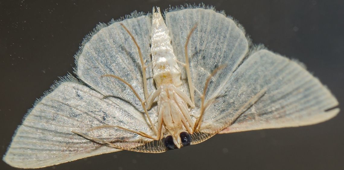 cf. Scopula sp. - Cream Wave Moth (Schrank, 1802) Lepidoptera: Bombycina: Geometroidea: Geometridae: ??? Possibly Sterrhinae: Scopulini<br />
<br />
Full post here: <figure class="photo"><a href="https://www.jungledragon.com/image/61139/cf._scopula_sp._-_cream_wave_moth_schrank_1802.html" title="cf. Scopula sp. - Cream Wave Moth (Schrank, 1802)"><img src="https://s3.amazonaws.com/media.jungledragon.com/images/3305/61139_thumb.jpg?AWSAccessKeyId=05GMT0V3GWVNE7GGM1R2&Expires=1759968010&Signature=%2BVuVQl9WPSPuLZPShRCnnMAxcG0%3D" width="200" height="124" alt="cf. Scopula sp. - Cream Wave Moth (Schrank, 1802) Lepidoptera: Bombycina: Geometroidea: Geometridae: ??? Possibly Sterrhinae: Scopulini<br />
<br />
Second picture - original version, another individual - here: https://www.jungledragon.com/image/61140/cf._scopula_sp._-_cream_wave_moth_schrank_1802.html<br />
<br />
Just by looking it was obvious that this moth belonged to the family Geometridae, in the order Lepidoptera, subdivision Bombycina and superfamily Geometroidea. From here onwards are dangerous grounds, so I asked for help from Insetologia.<br />
<br />
The wing venations are determining factors in moth identification.<br />
<br />
According to Cesar of Insetologia and the image he provided (https://uploads.disquscdn.com/images/3492ab299a5fe42e3ef87e4001189d1735f0055f52dbe1e5afec154eabe78c48.jpg), venation Sc+R is more attatched to Rs in Larentiinae, at least when Rs finds M1. Apparently, in Oenochrominae Sc+R does not meet with Rs at the point shown in the picture. M2 is weak or inexistent in Ennominae. As for Geometrinae, besides being generally green-colored, the M2 is equidistant to M1 and M3 (hard). Oenochrominae are generally more more robust and darker than Sterrhinae. What remains from the four steps is the subfamily Sterrhinae.<br />
<br />
I manipulated the second picture of this moth in two ways to better see the venations: https://uploads.disquscdn.com/images/784a2939489544ccbc930693689223a6be8484c4bdb62a984d822a5b204a6a88.jpg<br />
<br />
https://uploads.disquscdn.com/images/dc05830625ef9f75c91e6db9079d52b4661809b4f0607e14df0688e41f53865a.jpg<br />
<br />
While Cesar manipulated the third way (he is and will always be allowed to): https://uploads.disquscdn.com/images/0112f43811c863bddfbb60ecd6cf4e66ed880e8e79d0a8fa82aa05c06e09dde8.jpg<br />
<br />
With this, it could be concluded that this moth is not a member of Larentiinae and not a member of Ennominae. Through the venations, he could not discard Geometrinae or Oenochrominae. So, this is either an Oenochrominae, a Geometrinae (unlikely, could not discard with security, but possible, maybe?) or Sterrhinae.<br />
<br />
The original picture that was manipulated is of my own intelectual property and is of another individual, not the one in this picture as can be seen by the date, but I believe they are of the same species or, at the very least, the same genus as they were both virtually identical. The genus is a risky guess, but I thought putting it as a guess would bring more benefit than harm. Cesar found this moth that was identified as Scopula sp. (https://www.flickr.com/photos/72842252@N04/24988002745) and looks a lot like my specimen, member of the subfamily Sterrhinae and tribe Scopulini.<br />
<br />
In conclusion, this moth is unidentified. There is a high probability of this being a Scopula sp., genus that I&#039;ll leave as a risky guess. The chances that this is from the subfamily Sterrhinae were more credible to me than those of Oenochrominae or Geometrinae.<br />
<br />
If you can confirm this is a Scopula or at least provide further light to the situation, please leave a message or contact me. You will be credited.<br />
<br />
Take a look at how gigantic this genus is: https://pt.wikipedia.org/wiki/Scopula<br />
<br />
Another source:<br />
<br />
Article in Insetologia and the whole discussion: http://www.insetologia.com.br/2018/05/mariposa-geometridea-no-ceara.html<br />
<br />
Date: 13th of April, 2018 at 08:29:12pm.<br />
Location: Brazil, Cear&aacute;, Fortaleza (Lat: -3.75, Long: -38.51, 16th floor) Arthropoda,Brazil,GEOMETROIDEA,Geometer moth,Geometrid Moth,Insecta,Lepidoptera,Mariposas Neotropicais,Mariposas do Brasil,Moth,Neotropical,Scopula,Scopulini,Sterrhinae,brasil,brazilian moths,cear&aacute;,cream wave moth,fortaleza,geometridae" /></a></figure><br />
<br />
Date: 9th of May, 2018 at 10:12:59pm.<br />
Location: Brazil, Cear&aacute;, Fortaleza (Lat: -3.75, Long: -38.51, 16th floor) Arthropoda,Brazil,GEOMETROIDEA,Geometer moth,Geometrid Moth,Insecta,Lepidoptera,Mariposas Neotropicais,Mariposas do Brasil,Moth,Neotropical,Scopula,Scopulini,Sterrhinae,brasil,brazilian moths,ceará,cream wave moth,fortaleza,geometridae