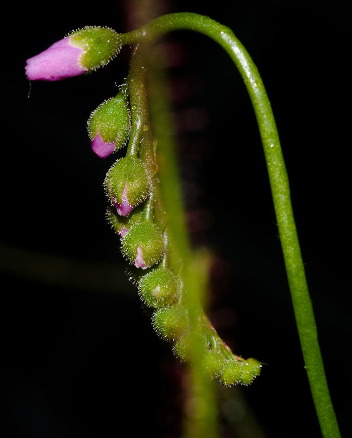 Drosera filiformis - Thread-Leaved Sundew (Raf. (1808)) Plantae: Magnoliopsida: Caryophyllales: Polygonineae: Droseraceae<br />
<br />
Date: 12th of May, 2018 at 09:16:36pm.<br />
Location: Brazil, Cear&aacute;, Fortaleza (Lat: -3.75, Long: -38.51, 16th floor of a flat in an urban habitat)<br />
<br />
Floral stem.<br />
<br />
Full post here: <figure class="photo"><a href="https://www.jungledragon.com/image/61236/drosera_filiformis_-_thread-leaved_sundew_raf._1808.html" title="Drosera filiformis - Thread-Leaved Sundew (Raf. (1808))"><img src="https://s3.amazonaws.com/media.jungledragon.com/images/3305/61236_thumb.jpg?AWSAccessKeyId=05GMT0V3GWVNE7GGM1R2&Expires=1767225610&Signature=Sm8Vz05xdjHgVswMX%2BNHEIUsnt4%3D" width="100" height="152" alt="Drosera filiformis - Thread-Leaved Sundew (Raf. (1808)) Plantae: Magnoliopsida: Caryophyllales: Polygonineae: Droseraceae<br />
<br />
Other pictures:<br />
<br />
https://www.jungledragon.com/image/61233/drosera_filiformis_-_thread-leaved_sundew_raf._1808.html<br />
https://www.jungledragon.com/image/61235/drosera_filiformis_-_thread-leaved_sundew_raf._1808.html<br />
https://www.jungledragon.com/image/61234/drosera_filiformis_-_thread-leaved_sundew_raf._1808.html<br />
https://www.jungledragon.com/image/61233/drosera_filiformis_-_thread-leaved_sundew_raf._1808.html<br />
<br />
Leaf Height: ~14cm.<br />
<br />
Attracts: Insects.<br />
<br />
Date: 9th of March, 2018 at 06:19:10pm.<br />
Location: Brazil, Cear&aacute;, Fortaleza (Lat: -3.75, Long: -38.51, 16th floor of a flat in an urban habitat)<br />
<br />
The Drosera filiformis is a perennial (insectivore) carnivore plant belonging in the class Magnoliopsida, order Caryophyllales, suborder Polygonineae and family Droseraceae.<br />
<br />
Once the seeds germinate, tiny threads of curved leaves begin to form. The curves are in spiral and proceeds to slowly uncurl as the plant grows. Many leaves are born and they grow tall compared to other Drosera species. Once the leaves are fully grown, they take an erect or semi-erect appearance. Their natural distribution areas extend from the East coast of North America from the Southwest of New Scotland, to the North, through New England to Florida and Louisiana, to the South. They grow in marshy places with poorly-mineralized soil where umidity is constant and sunlight abundant. There are many variations and hybrids, and all were introduced in other places. All of them should be cultivated equally; abundant watering with chlorine-free water and abundant sunlight with a substract consisting of poor-quality soil that can retain water, preferrably Sphagnum sp. moss, live or dehydrated. Rich or semi-rich soil burns the roots, and so does water with chlorine.<br />
<br />
They do require winter protection if grown in cold weathers as the plant is sensitive to frost, but the seeds need colder temperatures to germinate. To germinate the seeds, they should be scattered onto damp and cold stratification. Sphagnum sp. moss is exceptional at this. The seeds should never be buried as they need the direct contact with sunlight to germinate; this means you should spray water instead of dropping a heavy amount of water onto the substract, as the heavy impact may bury the seeds.<br />
<br />
The plant can catch prey on its own, with no need of human interference and they can survive with water alone.<br />
<br />
Drosera filiformis needs a dormancy period. When this dormancy happens, the leaves of the plant will completely wither and die and a hibernacula (a small, brown, dormant bud just at or below the soil level) is produced. Resistance to cold is drastically increased during this stage, which remains for several months. When the temperature grows the plant will re-emerge from the hibernacula and proceed to grow.<br />
<br />
The leaves are covered with tiny structures that ooze a droplet of mucilage. This mucilage is extremely sticky attractive to insects, which get digested by the plant when stuck through the production of digestive enzymes. The flowers are of a pinkish coloring.<br />
<br />
The propagation is done through seeds or through leaves in a process known as &quot;leaf-cutting&quot;.<br />
<br />
Sources:<br />
<br />
https://en.wikipedia.org/wiki/Drosera_filiformis<br />
http://www.carnivoras.com.br/drosera-filiformis-t3422.html<br />
http://www.carnivorousplants.org/grow/guides/Dfiliformis=<br />
http://www.predatoryplants.com/Drosera-filiformis-p/dro-fil.htm Brazil,Caryophyllales,Drosera,Drosera filiformis,Droseraceae,Geotagged,Magnoliopsida,Plantae,Plants,Polygonineae,Thread-leaved sundew,brasil,carnivore,carnivore plant,flowering plants,plant,planta carn&iacute;vora" /></a></figure> Brazil,Caryophyllales,Drosera,Drosera filiformis,Droseraceae,Geotagged,Magnoliopsida,Plantae,Plants,Polygonineae,Thread-leaved sundew,brasil,carnivore,carnivore plant,flowering plants,plant,planta carnívora