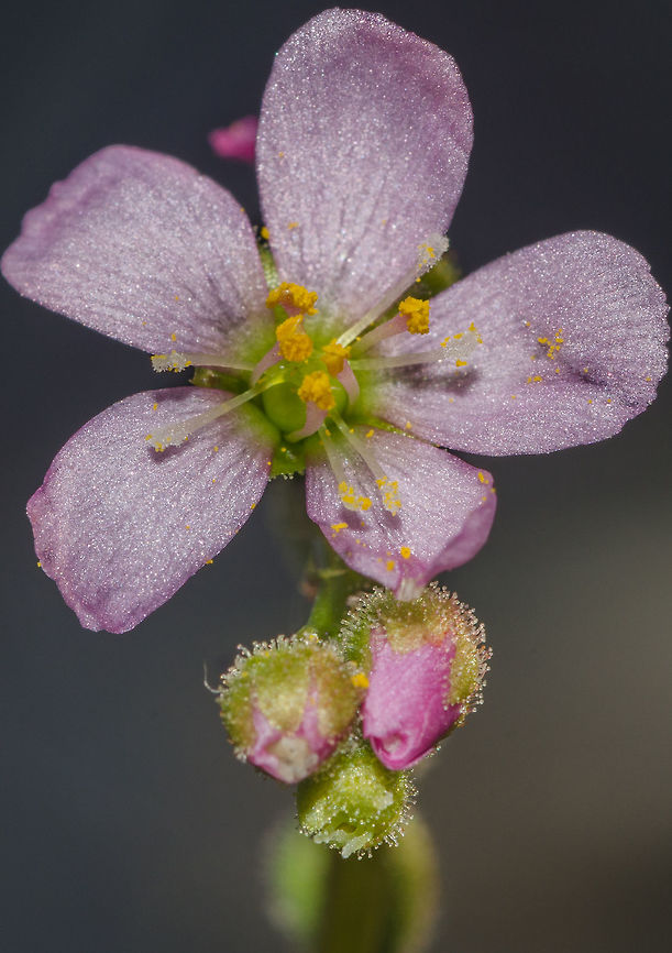Drosera filiformis - Thread-Leaved Sundew (Raf. (1808)) Plantae: Magnoliopsida: Caryophyllales: Polygonineae: Droseraceae<br />
<br />
Date: 12th‎ of ‎May‎, ‎2018, ‏‎07:10:00am<br />
Location: Brazil, Ceará, Fortaleza (Lat: -3.75, Long: -38.51, 16th floor of a flat in an urban habitat)<br />
<br />
Flower of Drosera filiformis.<br />
<br />
Full post here: <figure class="photo"><a href="https://www.jungledragon.com/image/61236/drosera_filiformis_-_thread-leaved_sundew_raf._1808.html" title="Drosera filiformis - Thread-Leaved Sundew (Raf. (1808))"><img src="https://s3.amazonaws.com/media.jungledragon.com/images/3305/61236_thumb.jpg?AWSAccessKeyId=05GMT0V3GWVNE7GGM1R2&Expires=1759968010&Signature=NmxO3GTAV9SoOIkI32OdIqbmeaU%3D" width="100" height="152" alt="Drosera filiformis - Thread-Leaved Sundew (Raf. (1808)) Plantae: Magnoliopsida: Caryophyllales: Polygonineae: Droseraceae<br />
<br />
Other pictures:<br />
<br />
https://www.jungledragon.com/image/61233/drosera_filiformis_-_thread-leaved_sundew_raf._1808.html<br />
https://www.jungledragon.com/image/61235/drosera_filiformis_-_thread-leaved_sundew_raf._1808.html<br />
https://www.jungledragon.com/image/61234/drosera_filiformis_-_thread-leaved_sundew_raf._1808.html<br />
https://www.jungledragon.com/image/61233/drosera_filiformis_-_thread-leaved_sundew_raf._1808.html<br />
<br />
Leaf Height: ~14cm.<br />
<br />
Attracts: Insects.<br />
<br />
Date: 9th of March, 2018 at 06:19:10pm.<br />
Location: Brazil, Ceará, Fortaleza (Lat: -3.75, Long: -38.51, 16th floor of a flat in an urban habitat)<br />
<br />
The Drosera filiformis is a perennial (insectivore) carnivore plant belonging in the class Magnoliopsida, order Caryophyllales, suborder Polygonineae and family Droseraceae.<br />
<br />
Once the seeds germinate, tiny threads of curved leaves begin to form. The curves are in spiral and proceeds to slowly uncurl as the plant grows. Many leaves are born and they grow tall compared to other Drosera species. Once the leaves are fully grown, they take an erect or semi-erect appearance. Their natural distribution areas extend from the East coast of North America from the Southwest of New Scotland, to the North, through New England to Florida and Louisiana, to the South. They grow in marshy places with poorly-mineralized soil where umidity is constant and sunlight abundant. There are many variations and hybrids, and all were introduced in other places. All of them should be cultivated equally; abundant watering with chlorine-free water and abundant sunlight with a substract consisting of poor-quality soil that can retain water, preferrably Sphagnum sp. moss, live or dehydrated. Rich or semi-rich soil burns the roots, and so does water with chlorine.<br />
<br />
They do require winter protection if grown in cold weathers as the plant is sensitive to frost, but the seeds need colder temperatures to germinate. To germinate the seeds, they should be scattered onto damp and cold stratification. Sphagnum sp. moss is exceptional at this. The seeds should never be buried as they need the direct contact with sunlight to germinate; this means you should spray water instead of dropping a heavy amount of water onto the substract, as the heavy impact may bury the seeds.<br />
<br />
The plant can catch prey on its own, with no need of human interference and they can survive with water alone.<br />
<br />
Drosera filiformis needs a dormancy period. When this dormancy happens, the leaves of the plant will completely wither and die and a hibernacula (a small, brown, dormant bud just at or below the soil level) is produced. Resistance to cold is drastically increased during this stage, which remains for several months. When the temperature grows the plant will re-emerge from the hibernacula and proceed to grow.<br />
<br />
The leaves are covered with tiny structures that ooze a droplet of mucilage. This mucilage is extremely sticky attractive to insects, which get digested by the plant when stuck through the production of digestive enzymes. The flowers are of a pinkish coloring.<br />
<br />
The propagation is done through seeds or through leaves in a process known as "leaf-cutting".<br />
<br />
Sources:<br />
<br />
https://en.wikipedia.org/wiki/Drosera_filiformis<br />
http://www.carnivoras.com.br/drosera-filiformis-t3422.html<br />
http://www.carnivorousplants.org/grow/guides/Dfiliformis=<br />
http://www.predatoryplants.com/Drosera-filiformis-p/dro-fil.htm Brazil,Caryophyllales,Drosera,Drosera filiformis,Droseraceae,Geotagged,Magnoliopsida,Plantae,Plants,Polygonineae,Thread-leaved sundew,brasil,carnivore,carnivore plant,flowering plants,plant,planta carnívora" /></a></figure> Brazil,Caryophyllales,Drosera,Drosera filiformis,Droseraceae,Geotagged,Magnoliopsida,Plantae,Plants,Polygonineae,Thread-leaved sundew,brasil,carnivore,carnivore plant,flowering plants,plant,planta carnívora