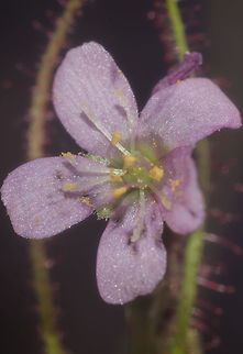 Drosera filiformis - Thread-Leaved Sundew (Raf. (1808)) Plantae: Magnoliopsida: Caryophyllales: Polygonineae: Droseraceae

Date: 12th of May, 2018 at 07:09:52am.
Location: Brazil, Ceará, Fortaleza (Lat: -3.75, Long: -38.51, 16th floor of a flat in an urban environment)

The flower of Drosera filiformis.

Full post here: https://www.jungledragon.com/image/61236/drosera_filiformis_-_thread-leaved_sundew_raf._1808.html Brazil,Caryophyllales,Drosera,Drosera filiformis,Droseraceae,Geotagged,Magnoliopsida,Plantae,Plants,Polygonineae,Thread-leaved sundew,brasil,carnivore,carnivore plant,flowering plants,plant,planta carnívora