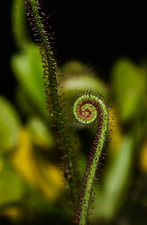 Drosera filiformis - Thread-Leaved Sundew (Raf. (1808)) Plantae: Magnoliopsida: Caryophyllales: Polygonineae: Droseraceae<br />
<br />
Other pictures:<br />
<br />
<figure class="photo"><a href="https://www.jungledragon.com/image/61233/drosera_filiformis_-_thread-leaved_sundew_raf._1808.html" title="Drosera filiformis - Thread-Leaved Sundew (Raf. (1808))"><img src="https://s3.amazonaws.com/media.jungledragon.com/images/3305/61233_thumb.jpg?AWSAccessKeyId=05GMT0V3GWVNE7GGM1R2&Expires=1767225610&Signature=%2Bp5UfZ3gtiRpOsGu3vdn%2B8rPZb0%3D" width="124" height="152" alt="Drosera filiformis - Thread-Leaved Sundew (Raf. (1808)) Plantae: Magnoliopsida: Caryophyllales: Polygonineae: Droseraceae<br />
<br />
Date: 12th of May, 2018 at 09:16:36pm.<br />
Location: Brazil, Cear&aacute;, Fortaleza (Lat: -3.75, Long: -38.51, 16th floor of a flat in an urban habitat)<br />
<br />
Floral stem.<br />
<br />
Full post here: https://www.jungledragon.com/image/61236/drosera_filiformis_-_thread-leaved_sundew_raf._1808.html Brazil,Caryophyllales,Drosera,Drosera filiformis,Droseraceae,Geotagged,Magnoliopsida,Plantae,Plants,Polygonineae,Thread-leaved sundew,brasil,carnivore,carnivore plant,flowering plants,plant,planta carn&iacute;vora" /></a></figure><br />
<figure class="photo"><a href="https://www.jungledragon.com/image/61235/drosera_filiformis_-_thread-leaved_sundew_raf._1808.html" title="Drosera filiformis - Thread-Leaved Sundew (Raf. (1808))"><img src="https://s3.amazonaws.com/media.jungledragon.com/images/3305/61235_thumb.jpg?AWSAccessKeyId=05GMT0V3GWVNE7GGM1R2&Expires=1767225610&Signature=eVkqPPJCAa3JcM3WV03hXoOADCc%3D" width="106" height="152" alt="Drosera filiformis - Thread-Leaved Sundew (Raf. (1808)) Plantae: Magnoliopsida: Caryophyllales: Polygonineae: Droseraceae<br />
<br />
Date: 12th of May, 2018 at 07:09:52am.<br />
Location: Brazil, Cear&aacute;, Fortaleza (Lat: -3.75, Long: -38.51, 16th floor of a flat in an urban environment)<br />
<br />
The flower of Drosera filiformis.<br />
<br />
Full post here: https://www.jungledragon.com/image/61236/drosera_filiformis_-_thread-leaved_sundew_raf._1808.html Brazil,Caryophyllales,Drosera,Drosera filiformis,Droseraceae,Geotagged,Magnoliopsida,Plantae,Plants,Polygonineae,Thread-leaved sundew,brasil,carnivore,carnivore plant,flowering plants,plant,planta carn&iacute;vora" /></a></figure><br />
<figure class="photo"><a href="https://www.jungledragon.com/image/61234/drosera_filiformis_-_thread-leaved_sundew_raf._1808.html" title="Drosera filiformis - Thread-Leaved Sundew (Raf. (1808))"><img src="https://s3.amazonaws.com/media.jungledragon.com/images/3305/61234_thumb.jpg?AWSAccessKeyId=05GMT0V3GWVNE7GGM1R2&Expires=1767225610&Signature=lmK7d3LS4bcV9cyMdi4evydA5xc%3D" width="108" height="152" alt="Drosera filiformis - Thread-Leaved Sundew (Raf. (1808)) Plantae: Magnoliopsida: Caryophyllales: Polygonineae: Droseraceae<br />
<br />
Date: 12th&lrm; of &lrm;May&lrm;, &lrm;2018, &rlm;&lrm;07:10:00am<br />
Location: Brazil, Cear&aacute;, Fortaleza (Lat: -3.75, Long: -38.51, 16th floor of a flat in an urban habitat)<br />
<br />
Flower of Drosera filiformis.<br />
<br />
Full post here: https://www.jungledragon.com/image/61236/drosera_filiformis_-_thread-leaved_sundew_raf._1808.html Brazil,Caryophyllales,Drosera,Drosera filiformis,Droseraceae,Geotagged,Magnoliopsida,Plantae,Plants,Polygonineae,Thread-leaved sundew,brasil,carnivore,carnivore plant,flowering plants,plant,planta carn&iacute;vora" /></a></figure><br />
<figure class="photo"><a href="https://www.jungledragon.com/image/61233/drosera_filiformis_-_thread-leaved_sundew_raf._1808.html" title="Drosera filiformis - Thread-Leaved Sundew (Raf. (1808))"><img src="https://s3.amazonaws.com/media.jungledragon.com/images/3305/61233_thumb.jpg?AWSAccessKeyId=05GMT0V3GWVNE7GGM1R2&Expires=1767225610&Signature=%2Bp5UfZ3gtiRpOsGu3vdn%2B8rPZb0%3D" width="124" height="152" alt="Drosera filiformis - Thread-Leaved Sundew (Raf. (1808)) Plantae: Magnoliopsida: Caryophyllales: Polygonineae: Droseraceae<br />
<br />
Date: 12th of May, 2018 at 09:16:36pm.<br />
Location: Brazil, Cear&aacute;, Fortaleza (Lat: -3.75, Long: -38.51, 16th floor of a flat in an urban habitat)<br />
<br />
Floral stem.<br />
<br />
Full post here: https://www.jungledragon.com/image/61236/drosera_filiformis_-_thread-leaved_sundew_raf._1808.html Brazil,Caryophyllales,Drosera,Drosera filiformis,Droseraceae,Geotagged,Magnoliopsida,Plantae,Plants,Polygonineae,Thread-leaved sundew,brasil,carnivore,carnivore plant,flowering plants,plant,planta carn&iacute;vora" /></a></figure><br />
<br />
Leaf Height: ~14cm.<br />
<br />
Attracts: Insects.<br />
<br />
Date: 9th of March, 2018 at 06:19:10pm.<br />
Location: Brazil, Cear&aacute;, Fortaleza (Lat: -3.75, Long: -38.51, 16th floor of a flat in an urban habitat)<br />
<br />
The Drosera filiformis is a perennial (insectivore) carnivore plant belonging in the class Magnoliopsida, order Caryophyllales, suborder Polygonineae and family Droseraceae.<br />
<br />
Once the seeds germinate, tiny threads of curved leaves begin to form. The curves are in spiral and proceeds to slowly uncurl as the plant grows. Many leaves are born and they grow tall compared to other Drosera species. Once the leaves are fully grown, they take an erect or semi-erect appearance. Their natural distribution areas extend from the East coast of North America from the Southwest of New Scotland, to the North, through New England to Florida and Louisiana, to the South. They grow in marshy places with poorly-mineralized soil where umidity is constant and sunlight abundant. There are many variations and hybrids, and all were introduced in other places. All of them should be cultivated equally; abundant watering with chlorine-free water and abundant sunlight with a substract consisting of poor-quality soil that can retain water, preferrably Sphagnum sp. moss, live or dehydrated. Rich or semi-rich soil burns the roots, and so does water with chlorine.<br />
<br />
They do require winter protection if grown in cold weathers as the plant is sensitive to frost, but the seeds need colder temperatures to germinate. To germinate the seeds, they should be scattered onto damp and cold stratification. Sphagnum sp. moss is exceptional at this. The seeds should never be buried as they need the direct contact with sunlight to germinate; this means you should spray water instead of dropping a heavy amount of water onto the substract, as the heavy impact may bury the seeds.<br />
<br />
The plant can catch prey on its own, with no need of human interference and they can survive with water alone.<br />
<br />
Drosera filiformis needs a dormancy period. When this dormancy happens, the leaves of the plant will completely wither and die and a hibernacula (a small, brown, dormant bud just at or below the soil level) is produced. Resistance to cold is drastically increased during this stage, which remains for several months. When the temperature grows the plant will re-emerge from the hibernacula and proceed to grow.<br />
<br />
The leaves are covered with tiny structures that ooze a droplet of mucilage. This mucilage is extremely sticky attractive to insects, which get digested by the plant when stuck through the production of digestive enzymes. The flowers are of a pinkish coloring.<br />
<br />
The propagation is done through seeds or through leaves in a process known as &quot;leaf-cutting&quot;.<br />
<br />
Sources:<br />
<br />
<a href="https://en.wikipedia.org/wiki/Drosera_filiformis" rel="nofollow">https://en.wikipedia.org/wiki/Drosera_filiformis</a><br />
<a href="http://www.carnivoras.com.br/drosera-filiformis-t3422.html" rel="nofollow">http://www.carnivoras.com.br/drosera-filiformis-t3422.html</a><br />
<a href="http://www.carnivorousplants.org/grow/guides/Dfiliformis=" rel="nofollow">http://www.carnivorousplants.org/grow/guides/Dfiliformis=</a><br />
<a href="http://www.predatoryplants.com/Drosera-filiformis-p/dro-fil.htm" rel="nofollow">http://www.predatoryplants.com/Drosera-filiformis-p/dro-fil.htm</a> Brazil,Caryophyllales,Drosera,Drosera filiformis,Droseraceae,Geotagged,Magnoliopsida,Plantae,Plants,Polygonineae,Thread-leaved sundew,brasil,carnivore,carnivore plant,flowering plants,plant,planta carnívora