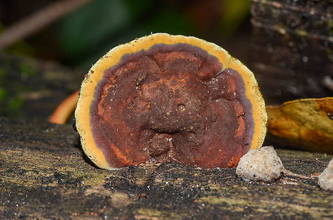 cf. Fuscoporia sp. (mostly synonymized as Phellinus sp.) - Orelha-de-Pau / Bracket Fungus (Murrill, 1907) Fungi: Agaricomycetes: Agarycomycetidae: Hymenochaetales: Hymenochaetaceae

I need help confirming or correcting the genus.

There is no way for me to confirm this is a Fuscoporia sp. (sometimes synonymized as: Phellinus sp.), mainly because I forgot to take a shot of the underside to see the spores and I do not know what substract it was growing on besides being a fallen, thick trunk which seemed to be undergoing decay. This fungus belongs in the class Agaricomycetes, subclass Agarycomycetidae, order Hymenochaetales and, possibly, family Hymenochaetaceae.

There are hundreds (or thousands?) of species of bracket fungi. The determining factor for the identification of these specimens is usually done through microscopical evalutation of many traits. Hymenochaetaceae, in general, have basidiomes which provide them with a rusty color of brown and/or gold. In contact with potassium hydroxide (KOH) a chemical reaction occurs in which the part that entered in contact with the substance darkens instantly. The members of Polyporaceae, which was believed to be the correct family for this specimen for a time, in a wider aspect - such as Trametes sp. - may have many other colors which include brown, but this situation rarely occurs in all parts of the basidiome. However, a determining factor to differentiate with further reliability between Hymenochaetaceae and Polyporaceae is exactly the potassium hydroxide (KOH). Polyporaceae, in a wider aspect, do not suffer from the KOH reaction, opposing Hymenochaetaceae in that aspect. On a further note, Polyporaceae was divided in a wide range of other families. If a sky-high-risk guess would be made, we could guess the species Fuscoporia gilva.

The tubes and pores are irregular and brown, 2 to 8mm deep and terminate in small roundish red-brown pores 0.1 to 0.2mm in diameter spaced at 4 to 6 per milimeter. The spores are ellipsoidal and smooth, thin walled, hyaline, 4-6 x 3-4&mu;m; inamyloid.

Fuscoporia are weakly parasitic saprobes that choose hardwood trees undergoing decay. They are perennial.

They might be edible, as closely related species were chewed as tobacco substitutes. However, it is advised to not do it until further reliable informations come to surface. The fungus is very hard to remove and to eat, sometimes requiring a chainsaw for the former. Even if you manage to remove one, I cannot guarantee they are not poisonous as I don't even know for sure what the family is. Take caution.

Fuscoporia's importance can be noted, among other utilities, as decomposers of hardwood. Fuscoporia gilva, for instance, decomposes wood and brackets can live on the host tree or stump for several years, adding a new growth zone and pore layer each year. (Source: https://www.dpaw.wa.gov.au/images/documents/about/science/fungus/17_2007-11_Fuscoporia_gilva_DEC_FF.pdf)

According to Catalogue of Life (17th of October, 2013), these are the species in this genus:

Fuscoporia altocedronensis
Fuscoporia bifurcata
Fuscoporia callimorpha
Fuscoporia contigua
Fuscoporia discipes
Fuscoporia ferrea
Fuscoporia ferruginosa
(syn. Phellinus ferruginosus)
Fuscoporia flavomarginata
Fuscoporia formosana
Fuscoporia longisetulosa
Fuscoporia punctata
Fuscoporia rhabarbarina
Fuscoporia senex
Fuscoporia setifera
Fuscoporia torulosa
Fuscoporia undulata
Fuscoporia wahlbergii
Fuscoporia yunnanensis

According to NCBI (17th of October, 2013), these are the species in this genus:

Fuscoporia callimorpha
Fuscoporia cinchonensis
Fuscoporia contigua
Fuscoporia discipes
Fuscoporia ferrea
Fuscoporia ferruginosa
Fuscoporia formosana
Fuscoporia gilva
Fuscoporia montana
Fuscoporia palmicola
Fuscoporia rufitincta
Fuscoporia senex
Fuscoporia torulosa
Fuscoporia viticola
Fuscoporia wahlbergii

In 1886 the genus Phellinus was circumscribed by the French mycologist Lucien Qu&eacute;let. It was implicated that they were the strongest fungi of this kind. The genus Fuscoporia was established in 2007 by the American mycologist William Alphonso Murrill (1869 - 1957). Fuscoporia comes from Latin, with the adjective "fusca" meaning dark brown, reference to the dark brown surface of this Polypore.

Identified by Felipe Bittencourt.

Sources:

https://www.ncbi.nlm.nih.gov/Taxonomy/Browser/wwwtax.cgi?lin=s&p=has_linkout&id=175855

http://www.catalogueoflife.org/col/search/scientific/genus/Fuscoporia/match/1

https://fr.wikipedia.org/wiki/Fuscoporia

https://www.first-nature.com/fungi/fuscoporia-torulosa.php

https://bie.ala.org.au/species/NZOR-4-46730

https://en.wikipedia.org/wiki/Fuscoporia

https://en.wikipedia.org/wiki/Fuscoporia_torulosa

Fuscoporia gilva synonimyzed as Phellinus gilvus. (https://commons.wikimedia.org/wiki/Category:Fuscoporia_gilva) Agaricomycetes,Agarycomycetidae,Brasil,Brazil,Cogumelo,Cogumelos,Fungi,Fungo,Fungos,Fungus,Fuscoporia,Hymenochaetaceae,Hymenochaetales,Phellinus,bracket fungi,bracket fungus,bracket mushroom,mushroom,orelha-de-pau,orelhas-de-pau