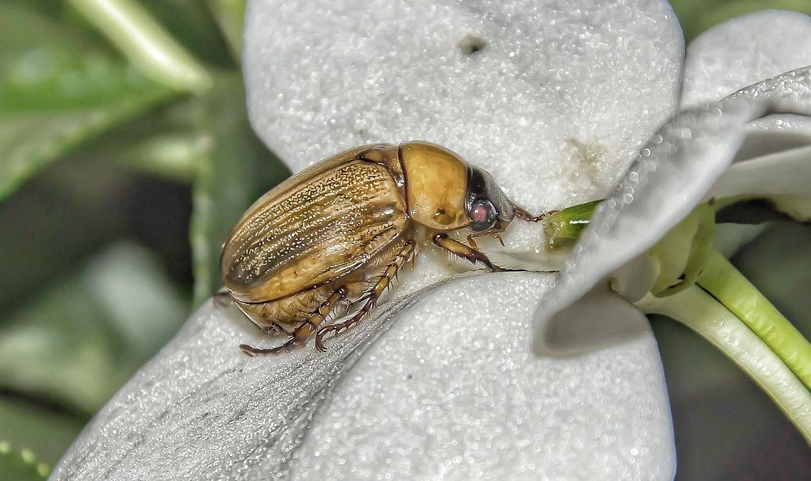 Geniates barbatus - Yellow Beetle / Besouro-Amarelo (Kirby, 1818) Coleoptera: Polyphaga: Scarabaeiformia: Scarabaeoidea: Scarabaeidae: Rutelinae: Geniatini<br />
<br />
These beetles are found from northern Panama to central Chile and southern Argentina; this includes Brazil, where the subject portrayed was found. They are members of the order Coleoptera, suborder Polyphaga, infraorder Scarabeiformia, superfamily Scarabaeoidea, family Scarabaeidae, subfamily Rutelinae and tribe Geniatini.<br />
<br />
The feeding habits of immature Geniates barbatus are unknown, but it is speculated that they feed on the roots of grasses (Poaceae) and other plants - as they are always found underground when in the larval phase - until entering the pupa stage and emerging from the ground as an adult, proceeding to mate and to lay the eggs underground.<br />
<br />
The adult's hosts include Eucalyptus robustus (Sm.), E. tereticornis (Sm.) (Myrtaceae), and Cammellia sinensis (Kuntze) (Ternstroemiaceae, otherwise known popularly as "tea"). The adult was also seen defoliating other plants, like: Anacardium occidentale (L.) (Anacardiaceae) (cashew, "cajueiro"), Cocos nucifera (L.) (Arecaceae) (coconut palm, "coqueiro"), Eugenia pitanga ((O. Berg) Nied.) (Myrtaceae) (Surinam cherry, "pitangueira"), Mangifera indica (L.) (Anacardiaceae) (mango tree, "mangueira"), Rosa spp. (Rosaceae), Psidium guajava (L.) (Myrtaceae) (guava tree, "goiabeira") and Terminalia sp. (Combretaceae) (Anjos &amp; Majer, 2003; Costa Lima, 1953; Silva et al., 1968).<br />
<br />
The larvae of Geniatini seem to be more similar to Anoplognathini than to Rutelini or Anomalini.<br />
<br />
Their habitats are gardens, pastures, forests, fields, weedy places and woods; they are mostly found buried underground where there are Poaceae growing.<br />
<br />
Source: <a href="http://www.scielo.br/scielo.php?script=sci_arttext&amp;pid=S0085-56262013000100007" rel="nofollow">http://www.scielo.br/scielo.php?script=sci_arttext&amp;pid=S0085-56262013000100007</a><br />
<br />
Date: 17th of October, 2017 at 07:50:32pm. Arthropoda,Beetles,Benedito Novo,Brasil,Brazil,Brazilian Beetles,Coleoptera,Geniates,Geniates barbatus,Geniatini,Insecta,Insects,Polyphaga,Rutelinae,Santa Catarina,Scarabaeidae,Scarabaeoidea,beetle,besouro,insect