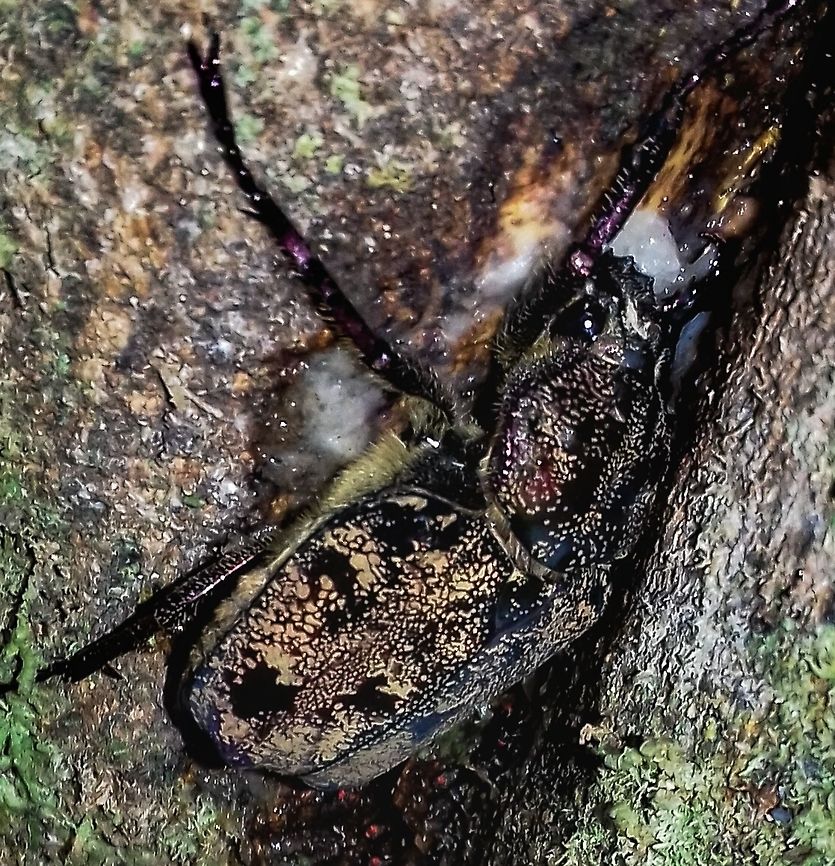 Inca bonplandi - Flower Chafer (Gyllenhal, 1817) Coleoptera: Polyphaga: Scarabaeiformia: Scarabaeoidea: Scarabaeidae: Cetoniinae: Trichiini: Incaina<br />
<br />
Date: 20th of February, 2017 at 09:40:12am.<br />
<br />
Geographical location is approximate but not exact.<br />
<br />
Inca bonplandi is a beetle in the order Coleoptera, suborder Polyphaga, infraorder Scarabaeiformia, superfamily Scarabaeoidea and family Scarabaeidae. The subfamily is confusing; most entities place the Inca bonplandi into the Cetoniinae, but a few place them under Trichiinae (<a href="http://www.digitalcommons.unl.edu/cgi/viewcontent.cgi?article=1070&amp;context=entomologypapers)" rel="nofollow">http://www.digitalcommons.unl.edu/cgi/viewcontent.cgi?article=1070&amp;context=entomologypapers)</a>. The tribe is also confusing, as a few entities place them under Incaini while others place them under Trichiini and under the subtribe Incaina. Currently, the correct taxonomy - as far as my knowledge goes - places them under the subfamily Cetoniinae, tribe Trichiini and subtribe Incaina.<br />
<br />
They are endemic to Brazil, where they inhabit the humid rainforests.<br />
<br />
These beetles are mostly diurnal, but a few species are known to occasionally be active during nocturnal hours; I don't know if this is the case. They are normally seen surrounding trees, looking for any damage. This is due to their feeding habits; the Inca bonplandi feeds on the sap flows that ooze out of the wound on the tree. I do not know the specific host trees of the Inca bonplandi, but some Inca sp. feed on a wide selection of trees, such as - especially - those of Mangifera sp. ("mango") and Persea sp. ("avocado"). Their coloring is reminiscent of wood, most likely an evolved camouflage adaptation to hide from potential predators. The eggs are laid in decaying wood, where the larvae will feed on the substract and develop until pupating into the adult, which will proceed to search for nourishment and partners to continue the cycle. Adults can reach from 27 to 31 milimetres.<br />
<br />
Sources:<br />
<br />
<a href="https://books.google.com.br/books?id=bEK7CwAAQBAJ&amp;pg=PA500&amp;lpg=PA500&amp;dq=inca+bonplandi&amp;source=bl&amp;ots=k76cBbiVO-&amp;sig=3w4bfEZCqxBVenyQCKggdsBUZ_g&amp;hl=pt-BR&amp;sa=X&amp;ved=0ahUKEwjpsIjmh8fZAhVGzVMKHZz5Cbs4ChDoAQgrMAE#v=onepage&amp;q=inca" rel="nofollow">https://books.google.com.br/books?id=bEK7CwAAQBAJ&amp;pg=PA500&amp;lpg=PA500&amp;dq=inca+bonplandi&amp;source=bl&amp;ots=k76cBbiVO-&amp;sig=3w4bfEZCqxBVenyQCKggdsBUZ_g&amp;hl=pt-BR&amp;sa=X&amp;ved=0ahUKEwjpsIjmh8fZAhVGzVMKHZz5Cbs4ChDoAQgrMAE#v=onepage&amp;q=inca</a> bonplandi&amp;f=false<br />
<br />
<a href="http://eol.org/pages/1027056/overview" rel="nofollow">http://eol.org/pages/1027056/overview</a><br />
<br />
<a href="https://en.wikipedia.org/wiki/Inca_bonplandi" rel="nofollow">https://en.wikipedia.org/wiki/Inca_bonplandi</a> Arthropoda,Beetles,Brasil,Brazil,Brazilian Coleoptera,Cetoniinae,Coleoptera,Geotagged,Inca,Inca bonplandi,Incaina,Insecta,Insects,Neotropical,Polyphaga,Scarabaeidae,Scarabaeiformia,Scarabaeoidea,Trichiini,besouro