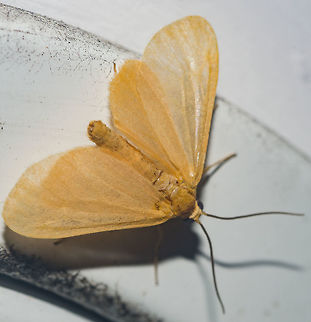 Eubaphe cf. unicolor - Cora&ccedil;&atilde;o-de-Ouro / Cora&ccedil;&atilde;o-Dourado / Golden Heart / Orange Beggar (Robinson, 1869) Lepidoptera: Bombycina: Geometroidea: Larentiinae: Eudulini

Everything seems to indicate that this is an Eubaphe unicolor, but I can't be 100% sure so I'll leave the species as a guess. Full post on Eubaphe unicolor here: https://www.jungledragon.com/image/59624/eubaphe_unicolor_-_corao-de-ouro_golden_heart_orange_beggar_robinson_1869.html
 
If you read the original post, you'll see how big the genus is and how I can't give certainty on the species, but the genus is, undoubtedly, Eubaphe.

If you know the true identity of this species or can confirm the species unicolor, I will appreciate it and credit you. Animalia,Arthropoda,Brasil,Brazil,Cora&ccedil;&atilde;o-de-Ouro,Eubaphe,Eubaphe unicolor,Eudulini,GEOMETROIDEA,Golden Heart,Insecta,Larentiinae,Lepidoptera,Mariposas do Brasil,Moth,Orange,Orange Beggar,animal,geometridae,heterocera