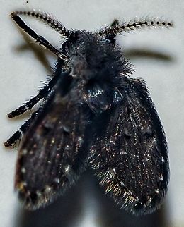 Clogmia albipunctata - Drain Fly / Filter Fly / Mosca-do-Banheiro (Williston, 1893) Diptera: Nematocera: Psychodomorpha: Psychodoidea: Psychodidae: Psychodinae: Paramormiini: Paramormiina (?)

Date: 8th of March, 2018 at 08:10:08pm.
Location: Brazil, Ceará, Fortaleza, 16th floor of a flat.

Full post here:
https://www.jungledragon.com/image/61640/clogmia_albipunctata_-_drain_fly_filter_fly_mosca-do-banheiro_enderlein_1937.html Brazil,Brazilian Dipterans,Ceará,Clogmia albipunctata,Diptera,Dipteran,Drain fly,Fly,Geotagged,Mothfly,Nematocera,Paramormiina,Paramormiini,Psychodidae,Psychodinae,Psychodoidea,Psychodomorpha,Telmatoscopus albipunctata,brasil,clogmia albipunctata