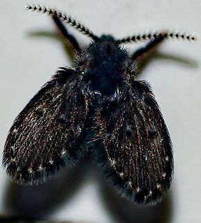 Clogmia albipunctata - Drain Fly / Filter Fly / Mosca-do-Banheiro (Williston, 1893) Diptera: Nematocera: Psychodomorpha: Psychodoidea: Psychodidae: Psychodinae: Paramormiini: Paramormiina (?)

Date: 8th of March, 2018 at 08:08:22pm.
Location: Brazil, Fortaleza, Cear&aacute;, 16th floor of a flat.

Another picture of it:
https://www.jungledragon.com/image/61639/40045058594_7e8bd644ab_o.html

The subject portrayed measured around 3mm in length and 4mm in width.

Clogmia is a genus of flies in the order Diptera, suborder Nematocera, infraorder Psychodomorpha, superfamily Psychodoidea, family Psychodidae, subfamily Psychodinae and tribe Paramormiini (and confusingly subtribe Paramormiina?).

It seems safe to call this fly a member of the genus Clogmia. Despite abundant information on a similar genus, Telmatoscopus, many authors and articles consider this a subgenus of Clogmia. NCBI considers Telmatoscopus a subgenus of Clogmia and Planeta Invertebrados speaks of the migration of Telmatoscopus albipunctata to Clogmia albipunctata. BugGuide considers Telmatoscopus a synonym of Clogmia. Insectoid considers Clogmia a subgenus of Telmatoscopus. Thus, I conclude it is safe to say this fly is a Clogmia due to morphological traits and the facts mentioned before. (ALL SOURCES BELOW)

The wings of Psychodinae are broad. The flagellar segments are nodiform and the antennae are longer than the width of the wing. R5 usually ends in wing apex = 4. The terminal antenna segments are not reduced in size. Rs is not pectinate (example: R3 and R4 do not branch independently from Rs). The wings are generally of moderate width. "Ascoids" of the antennae are variable, but seldom cosists of a single anterior branch. Morphological traits vary among members of Clogmia. This description is given towards the key in Quate, 1960 from Psychodinae.

The adults are reminiscent of tiny moths with hairy bodies, generally dark in coloring. The larvae are eyeless and legless with darker heads which are narrower than the body. Each segment with one or more dark rectangular bands dorsally; terminal segment narrows, forming a dark-colored breathing tube. The pupa is reminiscent of a grain of brown rice and the egg is brown to cream-colored. The adults are normally found around sewage installations, bathrooms and anywhere that might accumulate decaying material. These flies are attracted to light. The larvae lives in organic sludge that forms on the inner surfaces of drains and sewage pipes. The pupa occurs on the surface of the organic film that the larvae have been living in. The larvae feed on algae, fungi and bacteria in sewage and organic sludge while the adults feed in polluted water and flower nectar. 30 to 200 eggs may be laid at a time in the gelatinous film lining drains. The eggs hatch within 32 to 48 hours after being laid. The larvae pupate 9 to 15 days later and the pupa stage lasts 20 to 40 hours. Adults of Psychodinae have a lifespan of about two weeks. Apparently, the adults are pollinators but I can't find any reliable source to this and I'm unaware what are (is) the host plant(s).

The larvae are important purifiers of sewage. The adults are weak fliers.

SOURCES:

Wikipedia (PT): https://pt.wikipedia.org/wiki/Clogmia_albipunctata

Wikipedia (EN): https://en.wikipedia.org/wiki/Clogmia

Encyclopedia of Life: http://eol.org/pages/56145/overview

https://bugguide.net/node/view/64068

https://bugguide.net/node/view/3128

https://bugguide.net/node/view/250014

https://cse.google.com.br/cse?cx=partner-pub-8381206080452448:4319375909&ie=UTF-8&q=Clogmia#gsc.tab=0&gsc;.q=Clogmia&gsc;.page=1

http://www.planetainvertebrados.com.br/index.asp?pagina=especies_ver&id_categoria=28&id;_subcategoria=&com=1&id=192&local=2

https://www.ncbi.nlm.nih.gov/pubmed/25253222

http://insectoid.info/insecta/diptera/psychodidae/clogmia-telmatoscopus/ Brazil,Brazilian Dipterans,Cear&aacute;,Clogmia albipunctata,Diptera,Dipteran,Drain fly,Fly,Geotagged,Mothfly,Nematocera,Paramormiina,Paramormiini,Psychodidae,Psychodinae,Psychodoidea,Psychodomorpha,Telmatoscopus albipunctata,brasil,clogmia albipunctata