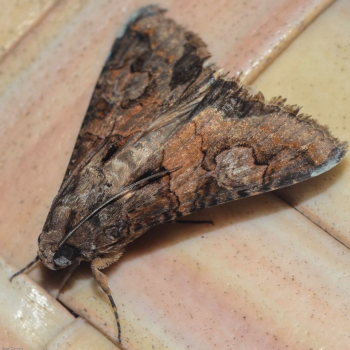 Melipotis famelica - Mariposa-Famelica (Guenée, 1852) Lepidoptera: Bombycina: Noctuoidea: Erebidae: Erebinae: Melipotini<br />
<br />
Full post here: <figure class="photo"><a href="https://www.jungledragon.com/image/61693/melipotis_famelica_-_mariposa-famelica_guene_1852.html" title="Melipotis famelica - Mariposa-Famelica (Guen&eacute;e, 1852)"><img src="https://s3.amazonaws.com/media.jungledragon.com/images/3305/61693_thumb.jpg?AWSAccessKeyId=05GMT0V3GWVNE7GGM1R2&Expires=1759968010&Signature=wko2kJSdLvdpicbURRYagnB8I%2B0%3D" width="200" height="166" alt="Melipotis famelica - Mariposa-Famelica (Guen&eacute;e, 1852) Lepidoptera: Bombycina: Noctuoidea: Erebidae: Erebinae: Melipotini<br />
<br />
Second picture: <br />
https://www.jungledragon.com/image/61692/28849204388_c6b14fa8a1_o.html<br />
<br />
Date: 7th of May, 2018 at 07:45:32pm.<br />
Location: Brazil, Cear&aacute;, Fortaleza, 16th floor of a flat in an urban habitat.<br />
<br />
Melipotis famelica is a moth belonging in the order Lepidoptera, subdivision Bombycina, superfamily Noctuoidea, family Erebidae, subfamily Erebinae and tribe Melipotini.<br />
<br />
According to Wikipedia, the distribution status of this moth occurs in &quot;Southern United States (Florida to Texas) to the Caribbean and Paraguay.&quot; (https://en.wikipedia.org/wiki/Melipotis_famelica). BugGuide lists this distribution for Melipotis famelica: &quot;Southern United States, Antilles, South to Venezuela, including Bermuda (Ferguson et al., 1991)&quot; - These informations require a very enlightened confirmation as no source is provided in the Wikipedia article and, as it concerns a moth, the true distribution status, even through BugGuide, is either lacking, unlikely 100% correct, or unlikely wrong. Thus, it&#039;s more likely that the information is lacking due to the lack of information available concerning Melipotis famelica&#039;s - and moths in general - distribution status.<br />
<br />
After asking Cesar of Insetologia what Melipotis this was, he thought about Melipotis acontioides due to a link he provided from ESALQ (http://www.lea.esalq.usp.br/me/fotos/Lepidoptera/Erebidae/Erebinae/6186.jpg), with the clear statement that other pictures he saw identified as Melipotis acontioides were considerably different (http://mothphotographersgroup.msstate.edu/species.php?hodges=8610). Then, he suggested the species Melipotis famelica and I agree with this statement (http://mothphotographersgroup.msstate.edu/species.php?hodges=8604) as it perfectly matches my specimen besides shading differences that are probably due to lighting or sexual dimorphism. I couldn&#039;t find any other perfect Melipotis matches to the individual portrayed besides Melipotis famelica.<br />
<br />
Article on Insetologia: https://www.insetologia.com.br/2018/06/mariposa-melipotis-no-ceara.html<br />
<br />
The Hodges Number of Melipotis famelica is 8604 with a phylogenetic sequence of #930875. Synonyms include Bolina bivittata (Walker, [1858]). The known host plant is, according to BugGuide, Lysiloma latisiliquum (&quot;false tamarind&quot; / &quot;wild tamarind&quot;) ((L.) Benth.) (Fabaceae: Caesalpinioideae: Dimorphandra group B, including the Mimosoideae). According to this same source, they are on flight year round in Florida and from May to November in Texas. As for Brazil, this picture was captured on the 7th of May, 2018 at 07:45:32pm, which suggests the probability that they are also on flight in Brazil from May onwards, from earlier to May, year round, or only in May. More host plants might exist with a high probability ratio. Synonyms of the known host plant include:<br />
<br />
Acacia bahamensis ((Benth.) Griseb.)<br />
Acacia latisiliqua ((L.) Willd.)<br />
Leucaena latisiliqua ((L.) Gillis)<br />
Lysiloma bahamense (Benth.)<br />
Mimosa latisiliqua (L.)<br />
<br />
BugGuide also states that the wingspan of Melipotis famelica lies around 42mm.<br />
<br />
https://bugguide.net/node/view/692937<br />
<br />
A similar genus to Melipotis is the genus Drasteria, but this is, undoubtedly, a Melipotis as identified by the very enlightened James Adams. The famelica species was identified by Jeffery Wang and Cesar of Insetologia, further reinforcing the identification as correct.<br />
<br />
The larvae undergo between five and seven growth instars, a factor that depends on the detachment of the cephalic capsule, measuring the distance between gena to gena and between the frontal setae. 1 to 8 eggs are laid irregularly away from the optical edge, on the follicles of the host plant&#039;s leaves. Larvae are active from the moment of birth and scrape the follicles. Later instars choose to hide beneath the leaves and are less active, even though they defoliate with more voracity. The pupa process occurs underground, with the larva forming a cocoon of silk and ground, then proceeding to the pupa stage. The egg stage lasts 4 or 5 days; the larval stage lasts between 21 and 40 days; the pre-pupa stage lasts between 4 and 7 days; the pupa stage lasts between 10 and 23 days; adults&#039; lifespan lies between 7 and 12 days. Thus, the entire egg-death process lasts 87 days or, more likely, less, with 87 days being achieved very rarely, and with the unlikely possibility of a longer lifespan. (Source: http://www.seb.org.br/asp/cbe2012/trabalhos/468/468_1.pdf)<br />
<br />
Tachinids are known to parasitize Melipotis according to this free E-Book: https://books.google.com.br/books?id=29-ltt3cyFEC&amp;pg=PA235&amp;lpg=PA235&amp;dq=melipotis+famelica+larva&amp;source=bl&amp;ots=YkxuA0pDh9&amp;sig=nulm9fSGrVW_AkepNXAt6Rq5G_4&amp;hl=pt-BR&amp;sa=X&amp;ved=0ahUKEwj1s-bgpNTbAhVMDpAKHdCOBH8Q6AEIZDAL#v=onepage&amp;q=melipotis&amp;f=false<br />
<br />
Mantispidae (and most likely Mantodea in general), Polistes sp., Tyrannidae, Crotophaga major and the entomopathogenic bacteria Bacillus thuringiensis are all natural enemies of Melipotis famelica. Sadly, the abuse of these bioforms occurs against Melipotis famelica in agriculture (http://www.simbras-as.com.br/uploads/2012 Palestras Simbras/palestra09.pdf).<br />
<br />
The coloring of the adults of Melipotis famelica is highly reminiscent of wood, a condition that might indicate the presence of a defensive mechanism of camouflage against potential predators, especially due to the appearance of the known host plant.<br />
<br />
Under their true distribution range, Melipotis famelica most likely occur in fields, forests and anthropogenic habitats which include their host plant(s). For instance, this specimen was photographed on the 16th floor of a flat in an urban habitat, fact that displays they can fly relatively high.<br />
<br />
They are attracted to artificial lighting.<br />
<br />
The sources can be found in the text.<br />
<br />
BOLD Systems: http://v3.boldsystems.org/index.php/Taxbrowser_Taxonpage?taxid=34291<br />
Encyclopedia of Life: http://eol.org/pages/553333/overview<br />
<br />
My album on Flickr containing all the genera inside Melipotini: https://www.flickr.com/photos/137358035@N02/albums/72157670005603878 API,Animalia,Arthropoda,Brazil,Erebid moth,Erebidae,Erebinae,Geotagged,Insecta,Lepidoptera,Mariposas do Brasil,Melipotini,Melipotis,Melipotis famelica,Moth,Moths of Brazil,Noctuoidea,South America,brasil,brazilian moths" /></a></figure><br />
<br />
Date: 7th of May, 2018 at 07:43:35pm.<br />
Location: Brazil, Cear&aacute;, Fortaleza, 16th floor of a flat. API,Animalia,Arthropoda,Brazil,Erebid moth,Erebidae,Erebinae,Geotagged,Insecta,Lepidoptera,Mariposas do Brasil,Melipotini,Melipotis,Melipotis famelica,Moth,Moths of Brazil,Noctuoidea,South America,brasil,brazilian moths