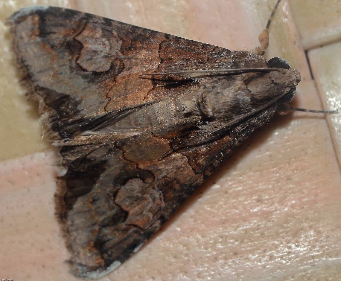 Melipotis famelica - Mariposa-Famelica (Guen&eacute;e, 1852) Lepidoptera: Bombycina: Noctuoidea: Erebidae: Erebinae: Melipotini<br />
<br />
Second picture: <br />
<figure class="photo"><a href="https://www.jungledragon.com/image/61692/melipotis_famelica_-_mariposa-famelica_guene_1852.html" title="Melipotis famelica - Mariposa-Famelica (Guen&eacute;e, 1852)"><img src="https://s3.amazonaws.com/media.jungledragon.com/images/3305/61692_thumb.jpg?AWSAccessKeyId=05GMT0V3GWVNE7GGM1R2&Expires=1770854410&Signature=%2FfjqM6x1YA5Nfox8EfT765VW2Pw%3D" width="200" height="200" alt="Melipotis famelica - Mariposa-Famelica (Guen&eacute;e, 1852) Lepidoptera: Bombycina: Noctuoidea: Erebidae: Erebinae: Melipotini<br />
<br />
Full post here: https://www.jungledragon.com/image/61693/40912302390_fe395bc2fb_o.html<br />
<br />
Date: 7th of May, 2018 at 07:43:35pm.<br />
Location: Brazil, Cear&aacute;, Fortaleza, 16th floor of a flat. API,Animalia,Arthropoda,Brazil,Erebid moth,Erebidae,Erebinae,Geotagged,Insecta,Lepidoptera,Mariposas do Brasil,Melipotini,Melipotis,Melipotis famelica,Moth,Moths of Brazil,Noctuoidea,South America,brasil,brazilian moths" /></a></figure><br />
<br />
Date: 7th of May, 2018 at 07:45:32pm.<br />
Location: Brazil, Cear&aacute;, Fortaleza, 16th floor of a flat in an urban habitat.<br />
<br />
Melipotis famelica is a moth belonging in the order Lepidoptera, subdivision Bombycina, superfamily Noctuoidea, family Erebidae, subfamily Erebinae and tribe Melipotini.<br />
<br />
According to Wikipedia, the distribution status of this moth occurs in "Southern United States (Florida to Texas) to the Caribbean and Paraguay." (<a href="https://en.wikipedia.org/wiki/Melipotis_famelica)" rel="nofollow">https://en.wikipedia.org/wiki/Melipotis_famelica)</a>. BugGuide lists this distribution for Melipotis famelica: "Southern United States, Antilles, South to Venezuela, including Bermuda (Ferguson et al., 1991)" - These informations require a very enlightened confirmation as no source is provided in the Wikipedia article and, as it concerns a moth, the true distribution status, even through BugGuide, is either lacking, unlikely 100% correct, or unlikely wrong. Thus, it's more likely that the information is lacking due to the lack of information available concerning Melipotis famelica's - and moths in general - distribution status.<br />
<br />
After asking Cesar of Insetologia what Melipotis this was, he thought about Melipotis acontioides due to a link he provided from ESALQ (<a href="http://www.lea.esalq.usp.br/me/fotos/Lepidoptera/Erebidae/Erebinae/6186.jpg)#!#, with the clear statement that other pictures he saw identified as Melipotis acontioides were considerably different (#!#http://mothphotographersgroup.msstate.edu/species.php?hodges=8610)#!#. Then, he suggested the species Melipotis famelica and I agree with this statement (#!#http://mothphotographersgroup.msstate.edu/species.php?hodges=8604)" rel="nofollow">http://www.lea.esalq.usp.br/me/fotos/Lepidoptera/Erebidae/Erebinae/6186.jpg)#!#, with the clear statement that other pictures he saw identified as Melipotis acontioides were considerably different (#!#http://mothphotographersgroup.msstate.edu/species.php?hodges=8610)#!#. Then, he suggested the species Melipotis famelica and I agree with this statement (#!#http://mothphotographersgroup.msstate.edu/species.php?hodges=8604)</a> as it perfectly matches my specimen besides shading differences that are probably due to lighting or sexual dimorphism. I couldn't find any other perfect Melipotis matches to the individual portrayed besides Melipotis famelica.<br />
<br />
Article on Insetologia: <a href="https://www.insetologia.com.br/2018/06/mariposa-melipotis-no-ceara.html" rel="nofollow">https://www.insetologia.com.br/2018/06/mariposa-melipotis-no-ceara.html</a><br />
<br />
The Hodges Number of Melipotis famelica is 8604 with a phylogenetic sequence of #930875. Synonyms include Bolina bivittata (Walker, [1858]). The known host plant is, according to BugGuide, Lysiloma latisiliquum ("false tamarind" / "wild tamarind") ((L.) Benth.) (Fabaceae: Caesalpinioideae: Dimorphandra group B, including the Mimosoideae). According to this same source, they are on flight year round in Florida and from May to November in Texas. As for Brazil, this picture was captured on the 7th of May, 2018 at 07:45:32pm, which suggests the probability that they are also on flight in Brazil from May onwards, from earlier to May, year round, or only in May. More host plants might exist with a high probability ratio. Synonyms of the known host plant include:<br />
<br />
Acacia bahamensis ((Benth.) Griseb.)<br />
Acacia latisiliqua ((L.) Willd.)<br />
Leucaena latisiliqua ((L.) Gillis)<br />
Lysiloma bahamense (Benth.)<br />
Mimosa latisiliqua (L.)<br />
<br />
BugGuide also states that the wingspan of Melipotis famelica lies around 42mm.<br />
<br />
<a href="https://bugguide.net/node/view/692937" rel="nofollow">https://bugguide.net/node/view/692937</a><br />
<br />
A similar genus to Melipotis is the genus Drasteria, but this is, undoubtedly, a Melipotis as identified by the very enlightened James Adams. The famelica species was identified by Jeffery Wang and Cesar of Insetologia, further reinforcing the identification as correct.<br />
<br />
The larvae undergo between five and seven growth instars, a factor that depends on the detachment of the cephalic capsule, measuring the distance between gena to gena and between the frontal setae. 1 to 8 eggs are laid irregularly away from the optical edge, on the follicles of the host plant's leaves. Larvae are active from the moment of birth and scrape the follicles. Later instars choose to hide beneath the leaves and are less active, even though they defoliate with more voracity. The pupa process occurs underground, with the larva forming a cocoon of silk and ground, then proceeding to the pupa stage. The egg stage lasts 4 or 5 days; the larval stage lasts between 21 and 40 days; the pre-pupa stage lasts between 4 and 7 days; the pupa stage lasts between 10 and 23 days; adults' lifespan lies between 7 and 12 days. Thus, the entire egg-death process lasts 87 days or, more likely, less, with 87 days being achieved very rarely, and with the unlikely possibility of a longer lifespan. (Source: <a href="http://www.seb.org.br/asp/cbe2012/trabalhos/468/468_1.pdf)" rel="nofollow">http://www.seb.org.br/asp/cbe2012/trabalhos/468/468_1.pdf)</a><br />
<br />
Tachinids are known to parasitize Melipotis according to this free E-Book: <a href="https://books.google.com.br/books?id=29-ltt3cyFEC&amp;pg=PA235&amp;lpg=PA235&amp;dq=melipotis+famelica+larva&amp;source=bl&amp;ots=YkxuA0pDh9&amp;sig=nulm9fSGrVW_AkepNXAt6Rq5G_4&amp;hl=pt-BR&amp;sa=X&amp;ved=0ahUKEwj1s-bgpNTbAhVMDpAKHdCOBH8Q6AEIZDAL#v=onepage&amp;q=melipotis&amp;f=false" rel="nofollow">https://books.google.com.br/books?id=29-ltt3cyFEC&amp;pg=PA235&amp;lpg=PA235&amp;dq=melipotis+famelica+larva&amp;source=bl&amp;ots=YkxuA0pDh9&amp;sig=nulm9fSGrVW_AkepNXAt6Rq5G_4&amp;hl=pt-BR&amp;sa=X&amp;ved=0ahUKEwj1s-bgpNTbAhVMDpAKHdCOBH8Q6AEIZDAL#v=onepage&amp;q=melipotis&amp;f=false</a><br />
<br />
Mantispidae (and most likely Mantodea in general), Polistes sp., Tyrannidae, Crotophaga major and the entomopathogenic bacteria Bacillus thuringiensis are all natural enemies of Melipotis famelica. Sadly, the abuse of these bioforms occurs against Melipotis famelica in agriculture (<a href="http://www.simbras-as.com.br/uploads/2012" rel="nofollow">http://www.simbras-as.com.br/uploads/2012</a> Palestras Simbras/palestra09.pdf).<br />
<br />
The coloring of the adults of Melipotis famelica is highly reminiscent of wood, a condition that might indicate the presence of a defensive mechanism of camouflage against potential predators, especially due to the appearance of the known host plant.<br />
<br />
Under their true distribution range, Melipotis famelica most likely occur in fields, forests and anthropogenic habitats which include their host plant(s). For instance, this specimen was photographed on the 16th floor of a flat in an urban habitat, fact that displays they can fly relatively high.<br />
<br />
They are attracted to artificial lighting.<br />
<br />
The sources can be found in the text.<br />
<br />
BOLD Systems: <a href="http://v3.boldsystems.org/index.php/Taxbrowser_Taxonpage?taxid=34291" rel="nofollow">http://v3.boldsystems.org/index.php/Taxbrowser_Taxonpage?taxid=34291</a><br />
Encyclopedia of Life: <a href="http://eol.org/pages/553333/overview" rel="nofollow">http://eol.org/pages/553333/overview</a><br />
<br />
My album on Flickr containing all the genera inside Melipotini: <a href="https://www.flickr.com/photos/137358035@N02/albums/72157670005603878" rel="nofollow">https://www.flickr.com/photos/137358035@N02/albums/72157670005603878</a> API,Animalia,Arthropoda,Brazil,Erebid moth,Erebidae,Erebinae,Geotagged,Insecta,Lepidoptera,Mariposas do Brasil,Melipotini,Melipotis,Melipotis famelica,Moth,Moths of Brazil,Noctuoidea,South America,brasil,brazilian moths