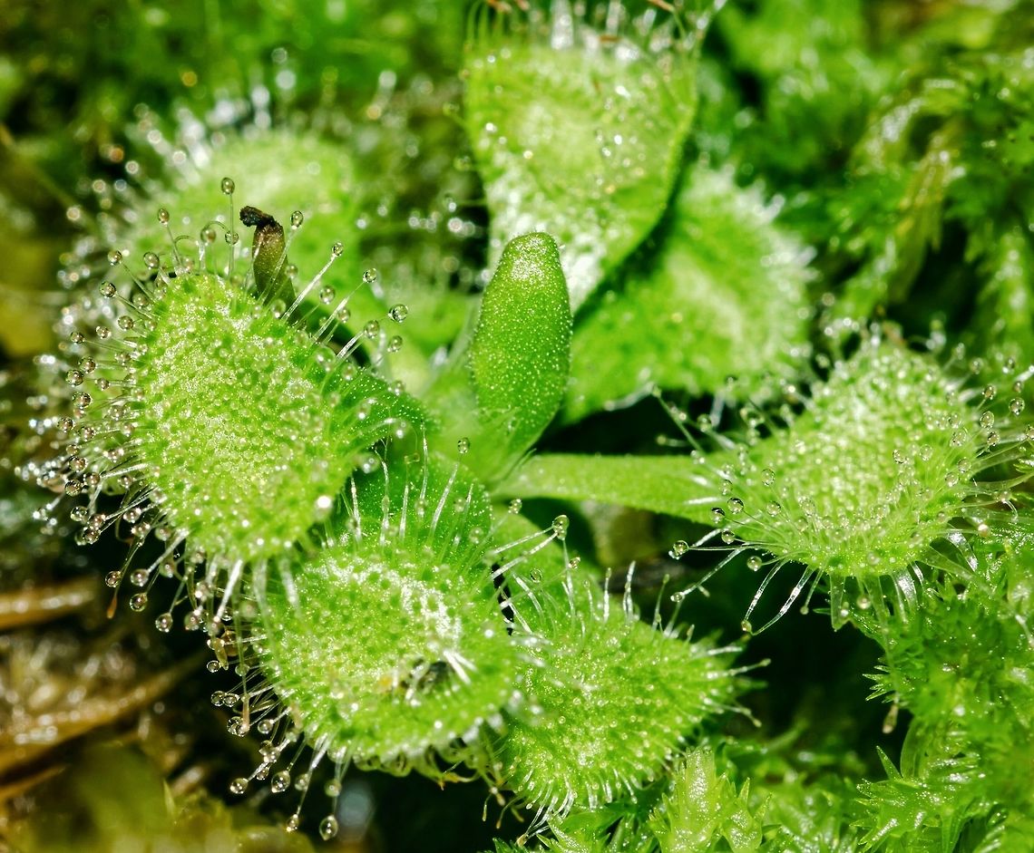 Drosera burmannii - Burmese Sundew / Tropical Sundew / Drosera Tropical (Vahl) Plantae: Magnoliopsida: Caryophyllales: Polygonineae: Droseraceae<br />
<br />
Date: 8th of March, 2018 at 09:47:06pm.<br />
Location: Brazil, Cear&aacute;, Fortaleza.<br />
Diameter: ~2cm.<br />
<br />
Full post here: <figure class="photo"><a href="https://www.jungledragon.com/image/62563/drosera_burmannii_-_burmese_sundew_tropical_sundew_drosera_tropical_vahl.html" title="Drosera burmannii - Burmese Sundew / Tropical Sundew / Drosera Tropical (Vahl)"><img src="https://s3.amazonaws.com/media.jungledragon.com/images/3305/62563_thumb.jpg?AWSAccessKeyId=05GMT0V3GWVNE7GGM1R2&Expires=1763596810&Signature=l1Fj%2FcfsPaJMVyBA5ePZaZ0X%2Fng%3D" width="200" height="188" alt="Drosera burmannii - Burmese Sundew / Tropical Sundew / Drosera Tropical (Vahl) Plantae: Magnoliopsida: Caryophyllales: Polygonineae: Droseraceae<br />
<br />
Another picture here (Date: 8th of March, 2018 at 09:47:06pm):<br />
https://www.jungledragon.com/image/61716/drosera_burmannii_-_burmese_sundew_tropical_sundew_drosera_tropical_vahl.html<br />
<br />
Date: 30th of June, 2018 at 12:00:12pm<br />
Location: Brazil, Cear&aacute;, Fortaleza.<br />
Diameter: ~2cm.<br />
Lifespan: ~1 Year<br />
<br />
The Drosera burmannii is a carnivore plant in the class Magnoliopsida, order Caryophyllales, suborder Polygonineae and family Droseraceae.<br />
<br />
Pollinators are guided to the flowers by visual cues and protected from the traps by spatial separation.<br />
<br />
The tentacles are glandular and possess thin strings. The tip of these strings contain a sticky fluid covering the laminae. To digest prey two glands are used: one secretes a sweet mucilage that is used to attract, capture prey and produce enzymes to digest them. The other absorbs the bodily fluids of the prey. Small insects have no strength to escape the the sticky substance, eventually dying by exhaustion or asphyxiation as the fluid envelops them. The death usually occurs within 15 minutes. Meanwhile, the plant will secrete esterase, peroxidase, phosphatase and protease enzymes which will dissolve the insect and release the nutrients from within. The nutrients proceed to be absorbed through the surface of the leaves to nourish the plant.<br />
<br />
Drosera will move their tentacles in response to contact with edible prey, especially Drosera burmannii. The tentacles will normally bend towards the center of the leaf to bring the insect into contact with many stalked glands, but this is not a rule to all species.<br />
<br />
The flowering of Drosera occurs high above the dangerous parts; this mechanism is an evolved adaptation that allows the plant to be pollinated by insects without killing them being, then, able to reproduce, even though they can self-pollinate. The flowers are very sensitive to light and will blossom, most of the time, when direct sunlight becomes stronger. The flowers are helitropic, which means they will move to correspond the Sun&#039;s position. The seeds are incredibly tiny, hard to see to the naked eye. Most species of Drosera self-fertilize, meaning that the flower will usually self-pollinate upon closing. Many, many seeds are produced, which germinate through exposure to moisture and light. Some seeds require cold and damp stratification to germinate. There are different requirements among different species.<br />
<br />
Their roots are weak and serve as anchors and water absorbers to the plant, being almost useless for nutrient intake. A few species use the roots for water and food storage, while others possess wiry root systems that will remain alive during frost if the stem dies. Some species use the roots for asexual reproduction.<br />
<br />
When cultivated, they should be planted in Sphagnum sp. moss (Sphagnidae: Sphagnales: Sphagnaceae) (L.), live or dehydrated, or a mixture of sand and the mentioned moss. I have always used moss alone and never had any problems. Other options exist. The moss in the picture is live Sphagnum sp.. Sundews do not rely too much on soil substances to thrive. They are moderately frost-resistant.<br />
<br />
The seeds of Drosera burmannii are very easy to germinate. The Drosera burmannii measures around 2cm or more in diameter. They tend to die after the flowering process if they do not feed, but can virtually grow forever under lights in colder areas as the seeds will eventually fall and give room for more of them. The flowers of Drosera burmannii self-pollinate and the seeds will fall on their own on the substract (preferrably Sphagnum sp. moss) to produce more plants. The soil has to be constantly wet, especially under heat.<br />
<br />
Drosera should never be manually fed, doing so may damage the plant if done incorrectly. Drosera can catch prey on their own through their own adaptations, and they can live well enough with water and sunlight alone.<br />
<br />
The water &gt;NEEDS&lt; to be chlorine-free. Chlorine is known to kill members of Droseraceae. Rain water is perfect, but the filtered water without chlorine that you drink is great as well.<br />
<br />
The natural habitats of Drosera are seasonally moist or constantly wet habitats with acidic soils and high levels of sunlight. These habitats include bogs, fens, swamps, marshes, the tepuis of Venezuela, the wallums of coastal Australia, the fynbos of South Africa and moist streambanks. Specifically referring to Drosera burmannii, they can be found in Australia and Southeast Asia, in rocky places, where it&#039;s generally dry with plenty of sunlight but have been introduced elsewhere. Further habitats include rainforests, deserts and even highly shaded environments.<br />
<br />
Text revision by Marina de Azevedo Guerra.<br />
<br />
Sources:<br />
<br />
https://www.carnivoras.com.br/drosera-burmannii-t294.html<br />
<br />
https://pt.wikipedia.org/wiki/Drosera_burmannii<br />
<br />
https://pt.wikipedia.org/wiki/Drosera<br />
<br />
https://en.wikipedia.org/wiki/Drosera_burmannii Brazil,Burmese Sundew,Carnivorous plant,Caryophyllales,Drosera burmannii,Droseraceae,Flora,Geotagged,Neotropical,Plantae,Plants,Polygonineae,South America,Sundew,Tropical Sundew,Tropical sundew,carnivore plant,magnoliopsida,nature,plant" /></a></figure> Brazil,Burmese Sundew,Carnivorous Plants,Caryophyllales,Drosera,Drosera burmannii,Droseraceae,Eudicots,Flora,Geotagged,Plantae,Plants,Polygonineae,South America,Sundew,brasil,ceara,fortaleza,magnoliopsida,marsh plants