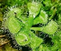 Drosera burmannii - Burmese Sundew / Tropical Sundew / Drosera Tropical (Vahl) Plantae: Magnoliopsida: Caryophyllales: Polygonineae: Droseraceae<br />
<br />
Date: 8th of March, 2018 at 09:47:06pm.<br />
Location: Brazil, Ceará, Fortaleza.<br />
Diameter: ~2cm.<br />
<br />
Full post here: https://www.jungledragon.com/image/62563/drosera_burmannii_-_burmese_sundew_tropical_sundew_drosera_tropical_vahl.html Brazil,Burmese Sundew,Carnivorous Plants,Caryophyllales,Drosera,Drosera burmannii,Droseraceae,Eudicots,Flora,Geotagged,Plantae,Plants,Polygonineae,South America,Sundew,brasil,ceara,fortaleza,magnoliopsida,marsh plants