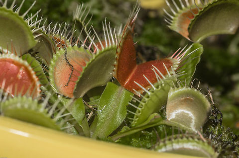 Dionaea muscipula - Venus Flytrap / Dionea / Dionéia / Vênus Papa-Moscas (Soland. ex Ellis) Plantae: Magnoliopsida: Caryophyllales: Polygonineae: Droseraceae

Date: 2nd of May, 2018 at 08:52:30pm.
Location: Brazil, Ceará, Fortaleza.

Dionaea muscipula is the sole species within the genus Dionaea, with no subspecies, and belongs in the class Magnoliopsida, order Caryophyllales, suborder Polygonineae and family Droseraceae. The common name "Venus flytrap" comes from the Roman goddess of love and fertility.

They are carnivorous plants (correct term as they can eat small Amphibia, spiders and insects) that produce leaves with a trap distally from the central bulb. This trap grows slowly with no visible openings, proceeding to open as it matures and visually look like a mouth. This trap mechanism is an evolved defence against herbivory while also acting as a nutrient provider to the plant, that usually grows in poor soil. The traps are required to be elastic and turgid to work properly.

There are tiny setae within the trap that need to be stimulated to send a signal consisting of calcium (Ca, atomic number 20) ions to the cells between the lobes and the fulcrum. The lobes' external layer of cells is able to secrete protons in the cell's wall, loosing them up and allowing them to fill up rapidly through osmosis. This is one of the explanations given to the exact mechanism that makes the traps shut, and is still target of speculation. Another theory is that the internal wall of the trap can secrete other ions, allowing the water to leave, making the cells collapse. Both of these can be correct or partially correct, wrong, or only one of these is correct or partially correct. It is known, though, that the trigger setae have an important role in this. At least two setae need to be triggered at the same time for the trapping to occur; this avoids that a simple rainwater drop triggers the mechanism in vain. When an insect gets inside the trap and triggers it to shut, the constant movements of the insect trying to escape will keep stimulating the trigger setae. This makes the traps' trapping mechanism stronger which will allow the plant to digest the prey. If there are no stimuli to the setae within a shut trap, the plant will understand that there is nothing inside or that what triggered the setae was probably water, an already dead insect or other materials and will open to avoid using up more energy to digest something not worthwhile. The shutting process takes away a lot of energy from the plant; if it shuts without recovering the energy lost by digesting an insect, the trap is more likely to wilt and die. Digestion occurs through enzymes secreted in the lobes and can vary in duration, reaching up to 10 days, maybe more. Once the digestion is finished, the trap will reopen and an exoskeleton will be left inside, with no need to be removed.

Dionaea muscipula do not need to feed to live. They can live with water and sunlight alone really well, assuming the substract and care are adequate; the plant can capture prey on its own and, even though it does not need to feed, the plant will become more flashy if it captures prey. The ideal substracts are those that are poor in nutrients due to the plant's sensitive roots. The roots are mainly there to absorb water; a substract with a medium quantity of nutrients or many nutrients will burn the roots and the plant will most likely die. They are usually sold in floricultures in litter substracts, which require more water than usual, but still works. A good substract can include a mixture of poor quality sand and Sphagnum sp. (Sphagnidae: Sphagnales: Sphagnaceae) (L.) moss, but they can live really well in Sphagnum sp. moss alone, as is the situation of the subject portrayed. An alternative substract includes a mixture of poor quality sand and peat. The substract's pH must be between 3.0 and 4.5.

Dionaea muscipula need abundant sunlight and abundant water to live. Too much sunlight with too little water will harm the plant as will too much water with too little sunlight. The water must not contain chlorine (Cl, atomic number 17) as this element is toxic to the plant. Filtered, distilled or rain water is recommended. The substract must never be allowed to dry, and you can water them many times a day if needed, always making sure there's a balance between water and sunlight and that they receive abundant sunlight.

Due to their natural habitats, Dionaea muscipula can live for several weeks underwater. These include swamps and bogs with poor nitrogen and, besides the defensive mechanism against herbivory, it is one of the main reasons that caused the evolution in the plant to be able to capture nitrogen-rich prey, providing them with what the soil lacks.

A floral stem might develop during spring, but is not a rule, proceeding to form small, white flowers. They can produce many floral stems at a time. During the development of the floral stems, it is natural that the plant will look less flashy as the stem's growth requires a great amount of energy to be used. The growth of the stem can sometimes kill a weakened plant. If the plant is undergoing a process of recovery and a stem begins to grow, it is recommended to cut it off to avoid the energy loss. Mechanical pollination (also called "hand polination") with the use of a swab can be done; by rubbing it on the polen of the stamen and then rubbing the polen-full swab on the pistil of the flower, there is a higher probability ratio for it to produce seeds, especially if done daily. The flowers are usually hermaphordites. This pollination method is mostly done due to the lack of natural pollinators within their introduced range. The seeds are small, black, shiny and water drop-shaped; simply leaving them ON the wet substract will most likely grow more plants. The seeds need to receive sunlight, so when watering the substract, avoid strong water jets that might bury the seeds. The seeds can take a very long time to germinate.

They MIGHT undergo a dormancy period in winter, when the plant will usually wilt, look black and dead, but this is not a rule. The central hibernacula (a little bud-like structure), though, is alive and the plant will resume growth in spring. During dormancy, resistance to cold is drastically increased. Achieving dormancy might be problematic in tropical areas due to the lack of the supposedly needed cold for the mechanism to activate. Starting in autumn it is, doubtfully, recommended by some people to place the plant in a fridge to induce the dormancy. Some people do not recommend this due to the great risk of rot and prefer to let the natural cycle roll out. In nature, during dormancy, the plant is usually covered in snow, so the lack of sunlight in this period might not be problematic, but I have no sources confirming this. Furthermore, when the plant gets used to the weather, colder days even under tropical zones might trigger the dormancy mechanism, as noted by various friends. Also, the dormancy seems to happen a lot during the summer as well (numerous reports on this from my friends), which suggests that what triggers the dormancy might not be entirely connected to the cold and further studies would be required. Dormancy is vital to drastically increase their longevity, but some plants are able to live a relatively long time even without the dormancy period.

Synonyms:

Dionea (Raf.), spelling variant.
Dionaea corymbosa ((Raf.) Steud. (1840))
Dionaea crinita (Sol. (1990)) as synonym.
Dionaea dentata (D'Amato (1998)) name published without description.
Dionaea heterodoxa (D'Amato (1998)) nom.nud.
Dionaea muscicapa (St.Hil. (1824)) sphalm.typogr.
Dionaea sensitiva (Salisb. (1796))
Dionaea sessiliflora (Raf.) Steud. (1840)
Dionaea uniflora (Raf.) Steud. (1840)
Drosera corymbosa (Raf. (1833))
Drosera sessiliflora (Raf. (1833))
Drosera uniflora (Raf. (1833))

There are many variations of Dionaea muscipula. You can check the variations here: https://en.wikipedia.org/wiki/List_of_Venus_flytrap_cultivars

And here: http://cpphotofinder.com/Dionaea.html

There is a proposed evolutionary history theory to these plants and Drosera inferred through phylogenetic studies, in which it was proposed that they evolved due to five main factors:

1 - Large insects could break free from sticky glands alone, requiring a method of trapping prey reliably and adequately to avoid kleptoparasitism and to provide them with a better means of digestion.
2 - Evolutionary pressure selected plants with shorter response times.
3 - The more active the trap became, more energy was required to shut up on prey. Plants that could somehow differentiate insects from random matter or rain drops had an advantage, explaining the specialization of the inner tentacles into trigger hairs.
4 - Due to the reliance on closing around prey, the tentacles of a Drosera sp. would lose their original function, turning into the "teeth" and trigger hairs. This is an example of natural selection that utilizes pre-existing structures for new functions.
5 - Digestive glands were developed inside the trap instead of using the dews in the stalks, differentiating them from Drosera.

Certainly, other evolutionary factors included their distribution status in which the nutrient-poor soils were a barrier to the plants and feeding would allow them to acquire those nutrients, as well as at the same time protect them from herbivory.

Other sources:

https://www.tudosobreplantas.com.br/asp/plantas/ficha.asp?id_planta=14717

https://pt.wikipedia.org/wiki/Dioneia

https://en.wikipedia.org/wiki/Venus_flytrap

https://en.wikipedia.org/wiki/International_Carnivorous_Plant_Society

interesting curiosities on Caryophyllales: https://www.worldwidefruits.com/order-caryphyllales.html

International Carnivorous Plants Society: http://legacy.carnivorousplants.org/cpn/samples/v27n1p27_28.html

Integration of trap‐ and root‐derived nitrogen nutrition of carnivorous Dionaea muscipula:  https://nph.onlinelibrary.wiley.com/doi/full/10.1111/nph.13120

Measures: https://lh3.googleusercontent.com/iM3_Tg6Dsl4oXydS8FrUplTQmrqTNW8R82Jp8iDlqB31_rh8TE6YpTH82mW_Zn2MsS0etkROPeBrd8uDbjU Brazil,Carnivorous Plants,Carnivorous plant,Caryophyllales,Dionaea muscipula,Droseraceae,Flora,Magnoliopsida,Non-Core Eudicots,Plantae,Plants,Polygonineae,Predator,South America,Venus flytrap,brasil,ceará,fortaleza,insectivorous plant,plant