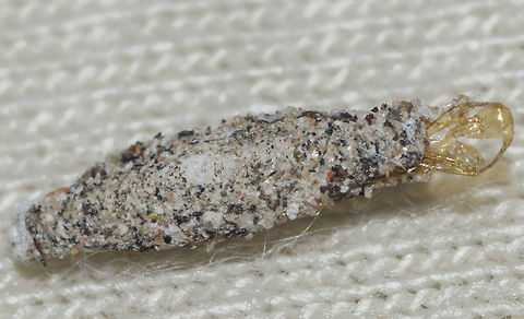 cf. Phereoeca uterella (Pupa's Exuvia) - Household Casebearer Moth / Plaster Bagworm / Traça-de-Parede (Walsingham, 1897) Lepidoptera: Ditrysia: Tineoidea: Tineidae: Tineinae: Tineini (?)

Date: 5th of June, 2018 at 03:33:56pm.
Location: Brazil, Ceará, Fortaleza (Lat: -3.75, Long: -38.51, 16th floor)

Full post here: https://www.jungledragon.com/image/61851/phereoeca_uterella_-_household_casebearer_moth_plaster_bagworm_traa-de-parede_walsingham_1897.html

This is the exuvia of a pupa. This is not the same individual as the individual in the full post. Possibly within Tineinae based on the sandy substract the case is made of. This individual is not the same as in the other pictures. This is the exuvia of the pupa. All the Tineids I've ever seen eclose from these cases in my home were Phereoeca uterella. The sandy substract that constitutes the casing is a trait seen in Tineinae and probably other subfamilies. However, Phereoeca uterella seems to be super common and is the only moth I've ever seen coming out of these cases in my home. So, this is probably a Phereoeca uterella that has already eclosed, a member of the order Lepidoptera, subdivision Ditrysia, superorder Tineoidea, family Tineidae, subfamily Tineinae and, doubtfully, according to Insectoid (source in the full post), tribe Tineini. Arthropoda,Brazil,Exuviae,Fortaleza,Geotagged,Insecta,Insects,Lepidoptera,Mariposas do Brasil,Phereoeca,Phereoeca uterella,Tineidae,Tineinae,Tineini,Tineoidea,biologia,biology,brasil,ceara,entomologia