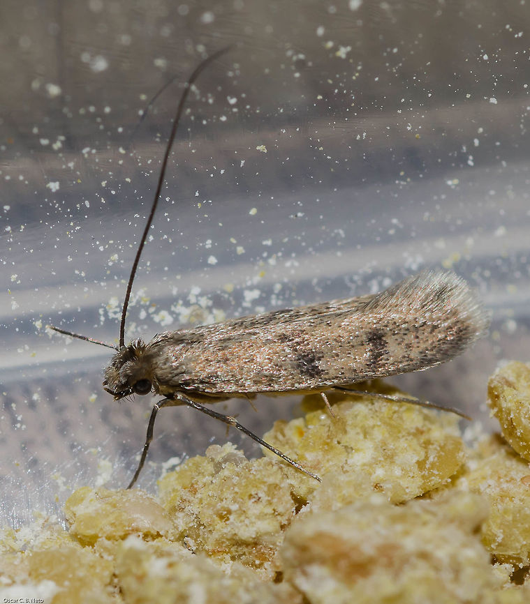 Phereoeca uterella - Household Casebearer Moth / Plaster Bagworm / Traça-de-Parede (Walsingham, 1897) Lepidoptera: Ditrysia: Tineoidea: Tineidae: Tineinae: Tineini (?)<br />
<br />
Pupa stage of this same individual (the pupa is inside the case): <figure class="photo"><a href="https://www.jungledragon.com/image/61854/phereoeca_uterella_-_household_casebearer_moth_plaster_bagworm_traa-de-parede_walsingham_1897.html" title="Phereoeca uterella - Household Casebearer Moth / Plaster Bagworm / Tra&ccedil;a-de-Parede (Walsingham, 1897)"><img src="https://s3.amazonaws.com/media.jungledragon.com/images/3305/61854_thumb.jpg?AWSAccessKeyId=05GMT0V3GWVNE7GGM1R2&Expires=1759968010&Signature=97SNFj2moFqMAUpPFAK1n%2FziZ5E%3D" width="200" height="170" alt="Phereoeca uterella - Household Casebearer Moth / Plaster Bagworm / Tra&ccedil;a-de-Parede (Walsingham, 1897) Lepidoptera: Ditrysia: Tineoidea: Tineidae: Tineinae: Tineini (?)<br />
<br />
Date: 5th of June, 2018 at 03:33:56pm.<br />
Location: Brazil, Cear&aacute;, Fortaleza (Lat: -3.75, Long: -38.51, 16th floor)<br />
<br />
Full post here: https://www.jungledragon.com/image/61851/phereoeca_uterella_-_household_casebearer_moth_plaster_bagworm_traa-de-parede_walsingham_1897.html<br />
<br />
This is the same individual as the one in the full post, still in the pupa stage. The pupa is inside the case. Arthropoda,Brazil,Fortaleza,Geotagged,Insecta,Insects,Lepidoptera,Mariposas do Brasil,Phereoeca,Phereoeca uterella,Pupae,Tineidae,Tineinae,Tineini,Tineoidea,biologia,biology,brasil,ceara,entomologia" /></a></figure><br />
<br />
Larval stage of a possible Phereoeca uterella. This is not the same individual as the adult in this post, nor the same individual as the pupa&#039;s exuvia one below: <figure class="photo"><a href="https://www.jungledragon.com/image/61852/cf._phereoeca_uterella_-_household_casebearer_moth_larva_plaster_bagworm_traa-de-parede_walsingham_1897.html" title="cf. Phereoeca uterella - Household Casebearer Moth Larva / Plaster Bagworm / Tra&ccedil;a-de-Parede (Walsingham, 1897)"><img src="https://s3.amazonaws.com/media.jungledragon.com/images/3305/61852_thumb.jpg?AWSAccessKeyId=05GMT0V3GWVNE7GGM1R2&Expires=1759968010&Signature=OvVGZtZQPJNqVhJvtgZ3q1sOkWM%3D" width="200" height="192" alt="cf. Phereoeca uterella - Household Casebearer Moth Larva / Plaster Bagworm / Tra&ccedil;a-de-Parede (Walsingham, 1897) Lepidoptera: Ditrysia: Tineoidea: Tineidae: Tineinae: Tineini (?)<br />
<br />
Date: 5th of April, 2018 at 04:01:16pm.<br />
Location: Brazil, Cear&aacute;, Fortaleza (Lat: -3.75, Long: -38.51, 16th floor)<br />
<br />
Full post here: https://www.jungledragon.com/image/61851/phereoeca_uterella_-_household_casebearer_moth_plaster_bagworm_traa-de-parede_walsingham_1897.html<br />
<br />
This is the larva of a possible Phereoeca uterella. This is not the same individual as the full post&#039;s individual above. Possibly within Tineinae based on the sandy substract the case is made of. This individual is not the same as in the other pictures. All the Tineids I&#039;ve ever seen eclose from these cases in my home were Phereoeca uterella. The sandy substract that constitutes the casing is a trait seen in Tineinae and probably other subfamilies. However, Phereoeca uterella seems to be super common and is the only moth I&#039;ve ever seen coming out of these cases in my home. So, this is probably a Phereoeca uterella in the larval stage, a member of the order Lepidoptera, subdivision Ditrysia, superorder Tineoidea, family Tineidae, subfamily Tineinae and, doubtfully, according to Insectoid (source in the full post), tribe Tineini. Arthropoda,Brazil,Fortaleza,Geotagged,Insecta,Insects,Lepidoptera,Mariposas do Brasil,Phereoeca,Phereoeca uterella,Tineidae,Tineinae,Tineini,Tineoidea,biologia,biology,brasil,brazilian moths,ceara,entomologia" /></a></figure><br />
<br />
Pupa&#039;s exuvia of a possible Phereoeca uterella. Not the same individual as the adult in this post: <figure class="photo"><a href="https://www.jungledragon.com/image/61850/cf._phereoeca_uterella_pupas_exuvia_-_household_casebearer_moth_plaster_bagworm_traa-de-parede_walsingham_1897.html" title="cf. Phereoeca uterella (Pupa&#039;s Exuvia) - Household Casebearer Moth / Plaster Bagworm / Tra&ccedil;a-de-Parede (Walsingham, 1897)"><img src="https://s3.amazonaws.com/media.jungledragon.com/images/3305/61850_thumb.jpg?AWSAccessKeyId=05GMT0V3GWVNE7GGM1R2&Expires=1759968010&Signature=%2BIbi%2FZsCl1%2FJykCMbOKRmtbjEHM%3D" width="200" height="122" alt="cf. Phereoeca uterella (Pupa&#039;s Exuvia) - Household Casebearer Moth / Plaster Bagworm / Tra&ccedil;a-de-Parede (Walsingham, 1897) Lepidoptera: Ditrysia: Tineoidea: Tineidae: Tineinae: Tineini (?)<br />
<br />
Date: 5th of June, 2018 at 03:33:56pm.<br />
Location: Brazil, Cear&aacute;, Fortaleza (Lat: -3.75, Long: -38.51, 16th floor)<br />
<br />
Full post here: https://www.jungledragon.com/image/61851/phereoeca_uterella_-_household_casebearer_moth_plaster_bagworm_traa-de-parede_walsingham_1897.html<br />
<br />
This is the exuvia of a pupa. This is not the same individual as the individual in the full post. Possibly within Tineinae based on the sandy substract the case is made of. This individual is not the same as in the other pictures. This is the exuvia of the pupa. All the Tineids I&#039;ve ever seen eclose from these cases in my home were Phereoeca uterella. The sandy substract that constitutes the casing is a trait seen in Tineinae and probably other subfamilies. However, Phereoeca uterella seems to be super common and is the only moth I&#039;ve ever seen coming out of these cases in my home. So, this is probably a Phereoeca uterella that has already eclosed, a member of the order Lepidoptera, subdivision Ditrysia, superorder Tineoidea, family Tineidae, subfamily Tineinae and, doubtfully, according to Insectoid (source in the full post), tribe Tineini. Arthropoda,Brazil,Exuviae,Fortaleza,Geotagged,Insecta,Insects,Lepidoptera,Mariposas do Brasil,Phereoeca,Phereoeca uterella,Tineidae,Tineinae,Tineini,Tineoidea,biologia,biology,brasil,ceara,entomologia" /></a></figure><br />
<br />
This is probably a Phereoeca uterella in pre-pupa or in the pupa stage. This individual is a different individual than ALL individuals portrayed in this post so far: <figure class="photo"><a href="https://www.jungledragon.com/image/61853/cf._phereoeca_uterella_-_household_casebearer_moth_plaster_bagworm_traa-de-parede_walsingham_1897.html" title="cf. Phereoeca uterella - Household Casebearer Moth / Plaster Bagworm / Tra&ccedil;a-de-Parede (Walsingham, 1897)"><img src="https://s3.amazonaws.com/media.jungledragon.com/images/3305/61853_thumb.jpg?AWSAccessKeyId=05GMT0V3GWVNE7GGM1R2&Expires=1759968010&Signature=jn09NsJZkBJMUjKu1KFDLGmDdtE%3D" width="120" height="152" alt="cf. Phereoeca uterella - Household Casebearer Moth / Plaster Bagworm / Tra&ccedil;a-de-Parede (Walsingham, 1897) Lepidoptera: Ditrysia: Tineoidea: Tineidae: Tineinae: Tineini (?)<br />
<br />
Date: 23th of March, 2018 at 10:10:54pm.<br />
Location: Brazil, Cear&aacute;, Fortaleza (Lat: -3.75, Long: -38.51, 16th floor)<br />
<br />
Full post here: https://www.jungledragon.com/image/61851/phereoeca_uterella_-_household_casebearer_moth_plaster_bagworm_traa-de-parede_walsingham_1897.html<br />
<br />
This is the case of a possible Phereoeca uterella. This is not the same individual as the full post&#039;s individual above. Possibly within Tineinae based on the sandy substract the case is made of. This individual is not the same as all other individuals in the other pictures. All the Tineids I&#039;ve ever seen eclose from these cases in my home were Phereoeca uterella. The sandy substract that constitutes the casing is a trait seen in Tineinae and probably other subfamilies. However, Phereoeca uterella seems to be super common and is the only moth I&#039;ve ever seen coming out of these cases in my home. So, this is probably a Phereoeca uterella in the pre-pupa stage or pupa stage, a member of the order Lepidoptera, subdivision Ditrysia, superorder Tineoidea, family Tineidae, subfamily Tineinae and, doubtfully, according to Insectoid (source in the full post), tribe Tineini. Arthropoda,Brazil,Fortaleza,Geotagged,Insecta,Insects,Lepidoptera,Mariposas do Brasil,Phereoeca,Phereoeca uterella,Pre-pupae,Tineidae,Tineinae,Tineini,Tineoidea,biologia,biology,brasil,ceara,entomologia" /></a></figure><br />
<br />
Sex: ♂<br />
<br />
Date: 10th of June, 2018 at 12:56:05pm.<br />
Location: Brazil, Cear&aacute;, Fortaleza (Lat: -3.75, Long: -38.51, 16th floor of a flat)<br />
<br />
Phereoeca uterella is a tiny moth in the order Lepidoptera, subdivision Ditrysia, superfamily Tineoidea, family Tineidae, subfamily Tineinae and, doubtfully, according to Insectoid (<a href="http://insectoid.info/insecta/lepidoptera/tineidae/tineini/)" rel="nofollow">http://insectoid.info/insecta/lepidoptera/tineidae/tineini/)</a>, tribe Tineini.<br />
<br />
BugGuide (<a href="https://bugguide.net/node/view/27383)" rel="nofollow">https://bugguide.net/node/view/27383)</a> mentions that males are less distinctive than females:<br />
<br />
&quot;Forewing gray with up to four spots and a brush of long, lighter gray hair-like scales along inner margin of hindwing; males are smaller, thinner, and have a less distinctive wing pattern than females.&quot;<br />
<br />
With this, I conclude my individual is a male of Phereoeca uterella. They can be found from Southern United States going South as far as Brazil.<br />
<br />
BugGuide itself mentions the habitats of these insects:<br />
<br />
&quot;Larval cases can be found on wool rugs and wool carpets, hanging on curtains, or under buildings, hanging from subflooring, joists, sills and foundations; also found on exterior of buildings in shaded places, under farm sheds, under lawn furniture, on stored farm machinery, and on tree trunks.&quot;<br />
<br />
The larvae will feed on old spider webs, hair, debris, wool and silk (including clothes, even though the damage is minimal), felt and many other materials. I do not know how much of the pupa stage&#039;s time had passed before I collected, but after the collection, the adult eclosed two days later, which means that, at the very least, the pupa was already 9 days old or more.<br />
<br />
The case is made by the larva and measures from 8 to 14mm in length and 3 to 5mm wide. To avoid death and conclude their development, they need humidity, a factor that limits their distribution in many places. Praeceodes atomosella (Tecophora) (Walker, 1863) is a related species of casebearing moths. The eggs are laid by the females on crevices and the junction of walls and floors, cementing them on debris (I believe I have a photographic register of such a case!). Up to two hundred eggs may be oviposited by a single female over a period of a week. This concludes the life-cycle of the female and she dies. The eggs are soft, pale, with a blueish coloring and about 0.4mm in diameter. They take approximately 10 days or more to hatch. The larvae undergo six or seven instars that require about 50 days to mature. The pupa stage lasts between, on average, 11 to 23 days. The whole egg-adult process takes from 62 to 86 days on average. The case is flat, fusiform or spindle-shaped. The insides are silk-lined and open at both ends. This description is taken from Aiello&#039;s (1979) description of Phereoeca allutella, a closely-related casebearing moth from Panama. However, it is on point with Phereoeca uterella as could be noted through my many observations. The case is made in the earliest instar. After each instar, the case is enlarged. This is done through the secretion of silk to build an arch that is attached at both ends of the substrate; the whole inside of the arch is lined exclusively by silk and gradually extended to form a tunnel, while the larva stays inside. The tunnel is closed beneath by the larva to form a tube free from the substrate and open at both ends. They can use a wide selection of materials to build the outside of the case such as fibers (such as hair), particles of sand, soil, iron rust, insect droppings, Arthropod remains and many other materials. During the last instars, the case is much more enlarged, which allows the larva to turn around inside and pop out at either end of the case; both ends have openings. Under threat, the larva will close the openings and remain inside; it is incredibly difficult to open the openings from outside, serving them as a great protective mechanism. Later instars of the larvae can reach 7mm in length. They have a dark brown head, while the rest of the body is white with, sometimes, the interiors visible in a red coloring. The lateral and dorsal plates on the three thoracic segments close to the head, though, are hardened and dark. According to Aiello (1979), this is most likely a protection against natural predators when the larva reaches out of the case to move around. The larvae have three pairs of well-developed, brown legs. The ventral prolegs are white and are located on the abdominal segments 3 to 6 and 10. 23 to 25 very small hooks can be found at the tip of each proleg. Anterior hooks are bigger and broader than the posterior ones by one third, potentially serving for identification. These hooks are used to move around inside the case. They are also used to grab the case when the larva pulls its head and thorax out and uses its true legs to walk on the floor or walls. The pupa stage occurs inside the case while the larva fixes it on a vertical surface with silk. One end of the case is modified for this purpose. The larva will cut a short slit along both edges to make that end flatter, acting as a valve. Before eclosing the pupa pulls itself halfway through the valve and the moth emerges around noon with the pupa&#039;s exuvia being left partially visible through the case&#039;s opening.<br />
<br />
Females have a wingspan of 7-13mm, while males have a wingspan of 7-9mm. With this said, males are smaller and thinner than females as noted in BugGuide. Their heads are uniformly clothed with dense and rough hairs. They have two pairs of palps. The maxillary ones are smaller than the labial ones, and are folded inwards. The labial palps extend a little beyond the head&#039;s dense covering of hairs. The remaining mouth parts are reduced and adults do not feed. Antennae are filiform, as long as the wings and are held back over the body. The eyes are compound and prominent. Although impossible or semi-impossible to see in live specimens, wing venations are very important for genera identification according to Hinton and Bradley, 1956. They are good fliers, and when resting will hold their wings tented over the body. They usually rest on the webs of Theridiid spiders. The wasp Apanteles carpatus (Brachonidae: Microgastrinae: Microgastrini) is known to parasitize Phereoeca uterella; I believe I even have a register of such occurrence documented in pictures! Another case of parasitism was recorded in which Lymeon orbus (Ichneumonidae) parasitized Phereoeca uterella.<br />
<br />
According to BugGuide:<br />
<br />
SYNONYMS AND OTHER TAXONOMIC CHANGES:<br />
<br />
Phereoeca uterella (Walsingham, 1897)<br />
Tineola uterella (Walsingham, 1897)<br />
Tinea pachyspila (Meyrick, 1905)<br />
Tineola oblitescens (Meyrick, 1924)<br />
Tinea barysticta (Meyrick, 1927)<br />
Tinea dubitatrix (Meyrick, 1932)<br />
Tineola walsinghami (Busck, 1934)<br />
Phereoeca postulata (Gozm&aacute;ny, 1967)<br />
<br />
They possess a phylogenetic sequence #300141 and a Hodges Number of 0390. They are also known as &quot;plaster bagworms&quot;.<br />
<br />
Sources:<br />
<br />
<a href="https://bugguide.net/node/view/27383" rel="nofollow">https://bugguide.net/node/view/27383</a><br />
<br />
<a href="http://entnemdept.ufl.edu/creatures/urban/occas/household_casebearer.htm" rel="nofollow">http://entnemdept.ufl.edu/creatures/urban/occas/household_casebearer.htm</a><br />
<br />
Article on Insetologia with Cesar&#039;s identification and research help:<br />
<a href="https://www.insetologia.com.br/2018/05/traca-de-parede-no-ceara.html" rel="nofollow">https://www.insetologia.com.br/2018/05/traca-de-parede-no-ceara.html</a><br />
<br />
<a href="https://cse.google.com.br/cse?cx=partner-pub-8381206080452448:4319375909&amp;ie=UTF-8&amp;q=Phereoeca+uterella" rel="nofollow">https://cse.google.com.br/cse?cx=partner-pub-8381206080452448:4319375909&amp;ie=UTF-8&amp;q=Phereoeca+uterella</a><br />
<br />
<a href="https://cse.google.com.br/cse?cx=partner-pub-8381206080452448:4319375909&amp;ie=UTF-8&amp;q=Tineidae" rel="nofollow">https://cse.google.com.br/cse?cx=partner-pub-8381206080452448:4319375909&amp;ie=UTF-8&amp;q=Tineidae</a> Arthropoda,Brazil,Fortaleza,Geotagged,Insecta,Insects,Lepidoptera,Mariposas do Brasil,Phereoeca,Phereoeca uterella,Tineidae,Tineinae,Tineini,Tineoidea,biologia,biology,brasil,brazilian moths,ceara,entomologia