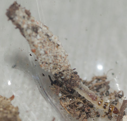 cf. Phereoeca uterella - Household Casebearer Moth Larva / Plaster Bagworm / Tra&ccedil;a-de-Parede (Walsingham, 1897) Lepidoptera: Ditrysia: Tineoidea: Tineidae: Tineinae: Tineini (?)

Date: 5th of April, 2018 at 04:01:16pm.
Location: Brazil, Cear&aacute;, Fortaleza (Lat: -3.75, Long: -38.51, 16th floor)

Full post here: https://www.jungledragon.com/image/61851/phereoeca_uterella_-_household_casebearer_moth_plaster_bagworm_traa-de-parede_walsingham_1897.html

This is the larva of a possible Phereoeca uterella. This is not the same individual as the full post's individual above. Possibly within Tineinae based on the sandy substract the case is made of. This individual is not the same as in the other pictures. All the Tineids I've ever seen eclose from these cases in my home were Phereoeca uterella. The sandy substract that constitutes the casing is a trait seen in Tineinae and probably other subfamilies. However, Phereoeca uterella seems to be super common and is the only moth I've ever seen coming out of these cases in my home. So, this is probably a Phereoeca uterella in the larval stage, a member of the order Lepidoptera, subdivision Ditrysia, superorder Tineoidea, family Tineidae, subfamily Tineinae and, doubtfully, according to Insectoid (source in the full post), tribe Tineini. Arthropoda,Brazil,Fortaleza,Geotagged,Insecta,Insects,Lepidoptera,Mariposas do Brasil,Phereoeca,Phereoeca uterella,Tineidae,Tineinae,Tineini,Tineoidea,biologia,biology,brasil,brazilian moths,ceara,entomologia
