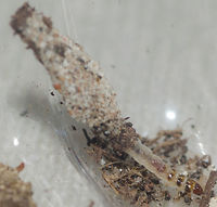 cf. Phereoeca uterella - Household Casebearer Moth Larva / Plaster Bagworm / Traça-de-Parede (Walsingham, 1897) Lepidoptera: Ditrysia: Tineoidea: Tineidae: Tineinae: Tineini (?)<br />
<br />
Date: 5th of April, 2018 at 04:01:16pm.<br />
Location: Brazil, Ceará, Fortaleza (Lat: -3.75, Long: -38.51, 16th floor)<br />
<br />
Full post here: https://www.jungledragon.com/image/61851/phereoeca_uterella_-_household_casebearer_moth_plaster_bagworm_traa-de-parede_walsingham_1897.html<br />
<br />
This is the larva of a possible Phereoeca uterella. This is not the same individual as the full post's individual above. Possibly within Tineinae based on the sandy substract the case is made of. This individual is not the same as in the other pictures. All the Tineids I've ever seen eclose from these cases in my home were Phereoeca uterella. The sandy substract that constitutes the casing is a trait seen in Tineinae and probably other subfamilies. However, Phereoeca uterella seems to be super common and is the only moth I've ever seen coming out of these cases in my home. So, this is probably a Phereoeca uterella in the larval stage, a member of the order Lepidoptera, subdivision Ditrysia, superorder Tineoidea, family Tineidae, subfamily Tineinae and, doubtfully, according to Insectoid (source in the full post), tribe Tineini. Arthropoda,Brazil,Fortaleza,Geotagged,Insecta,Insects,Lepidoptera,Mariposas do Brasil,Phereoeca,Phereoeca uterella,Tineidae,Tineinae,Tineini,Tineoidea,biologia,biology,brasil,brazilian moths,ceara,entomologia