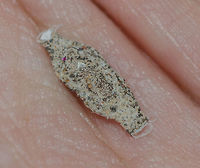 Phereoeca uterella - Household Casebearer Moth / Plaster Bagworm / Traça-de-Parede (Walsingham, 1897) Lepidoptera: Ditrysia: Tineoidea: Tineidae: Tineinae: Tineini (?)<br />
<br />
Date: 5th of June, 2018 at 03:33:56pm.<br />
Location: Brazil, Ceará, Fortaleza (Lat: -3.75, Long: -38.51, 16th floor)<br />
<br />
Full post here: https://www.jungledragon.com/image/61851/phereoeca_uterella_-_household_casebearer_moth_plaster_bagworm_traa-de-parede_walsingham_1897.html<br />
<br />
This is the same individual as the one in the full post, still in the pupa stage. The pupa is inside the case. Arthropoda,Brazil,Fortaleza,Geotagged,Insecta,Insects,Lepidoptera,Mariposas do Brasil,Phereoeca,Phereoeca uterella,Pupae,Tineidae,Tineinae,Tineini,Tineoidea,biologia,biology,brasil,ceara,entomologia