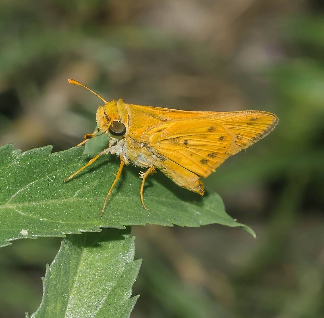 Hylephila phyleus phyleus - Fiery Skipper (Drury, 1773) Lepidoptera: Bombycina: Papilionoidea (nowadays) / Hesperioidea: Hesperiidae: Hesperiinae<br />
<br />
Sex: ♂<br />
Wingspan: ~3-4cm<br />
Date: 20th of May, 2018 at 11:24:18am.<br />
Location: Brazil, Cear&aacute;, Fortaleza, Trilha do Parque do Coc&oacute;.<br />
<br />
Hylephila phyleus phyleus is a butterfly in the order Lepidoptera, subdivision Bombycina, superfamily Papilionoidea (some authors insist on Hesperioidea), family Hesperiidae and subfamily Hesperiinae.<br />
<br />
The subspecies is also known as H. phyleus muertovalle, and some authors go as far as to allocate other subspecies inside the subspecies H. phyleus phyleus, so I believe, based on the sources I have posted deep below this post, that it is safe to call this butterfly a Hylephila phyleus phyleus given the morphological attributes and distribution status.<br />
<br />
Their wingspan ranges from 3 to 4cm. Males are usually seen perching in lawns or weedy places to wait for females. Based on the information displayed below, this is a male. After being impregnated, the females will lay their eggs individually under the leaves of plants and under objects. The caterpillars will feed on the leaves of the plant they were laid on with an unusual trait of rolling and tying up those leaves to make shelters that lie lengthwise under grass blades (Scott, 1986).<br />
<br />
The known host plants of the larvae include Cynodon dactylon ((L.) Pers., 1805) (Poaceae: Chloridoideae: Cynodonteae) (&quot;bermuda grass&quot;), Digitaria sanguinalis ((L.) Scop) (Poaceae: Panicoideae: Paniceae) (&quot;hairy crabgrass&quot;) and possibly other Digitaria, Stenotaphrum secundatum (Trin.) (Poaceae: Panicoideae: Panicodae: Paniceae: Cenchrinae) (&quot;St. Augustine grass&quot;), Paspalum sp. (L.) (Poaceae: Panicoideae: Paspaleae: Paspalineae) (&quot;dallisgrass&quot;), Agrostis sp. (L.) (Poaceae: Pooideae: Aveneae) (&quot;bentgrass&quot;), Eragrostis (Neeragrostis to some authors) hypnoides ((Lam.) Britt., Sterns &amp; Poggenb.) (Poaceae: Chloridoideae: Eragrostideae: Eragrostidinae) (&quot;teal lovegrass&quot;), Poa pratensis (L.) (Poaceae: Pooideae: Poeae) (&quot;Kentucky bluegrass&quot;), Saccharum officinarum (L.) (Poaceae: Panicoideae: Sacchareae: Saccharinae) (&quot;sugarcane&quot;) and Axonopus compressus ((Sw.) P.Beauv.) (Poaceae: Panicoideae: Paniceae) (&quot; broadleaf carpetgrass&quot; / &quot;American carpet grass&quot; / &quot;carpet grass&quot; / &quot;tropical carpet grass&quot; / &quot;blanket grass&quot; / &quot;lawn grass&quot; / &quot;Louisiana grass&quot; / &quot;savanna grass&quot; / &quot;Kearsney grass&quot;). There is a high probability of the existence of many more host plants.<br />
<br />
The known host plants of the adults include Bidens pilosa (L.) (Asteraceae: Asteroideae: Coreopsideae) (&quot;hairy beggarticks&quot;), Blechum pyramidatum ((Lam.) Urb.) (Acanthaceae: Acanthoideae: Ruellieae: Ruellinae) (&quot;Browne&#039;s belchum&quot;), Cestrum diurnum (L.) (Solanaceae: Cestroideae (ex: Browallioideae?): Cestreae) (&quot;day jessamine&quot;), Chromolaena odorata (L.) (Asteraceae: Asteroideae: Eupatorieae) (&quot;blue mistflower&quot;), Citrus sp. (L.) (Rutaceae: Aurantioideae: Citreae: Citrinae), Kallstroemia maxima ((L.) Hook. &amp; Arn.) (Zygophyllaceae: Tribuloideae) (&quot;big caltrop&quot;), Macroptilium atropurpureum ((DC.) Urb.) (Fabaceae: Faboideae: Phaseoleae: Phaseolinae) (&quot;siratro&quot; / purple bush-bean&quot;), Portulaca oleracea (L.) (Portulacaceae: Portulacarioideae) (&quot;little hogweed&quot;), Tournefortia hirsutissima (L.) (Boraginaceae: Heliotropioideae) (&quot;chiggery grapes&quot; / &quot;soldier bush&quot;) Centaurea sp. (L.) (Asteraceae: Centaureinae: Cynareae: Centaureinae) (&quot;knapweed&quot;), Vernonia sp. (Schreb.) (Asteraceae: Cichorioideae: Vernonieae) (&quot;ironweed&quot;), thistles in the tribe Cardueae (syn: Cynareae) (Asteraceae: Carduoideae), Aster sp. (L., 1753) (Asteraceae: Asteroideae: Astereae) (&quot;asters&quot;) and Clethra alnifolia (probably other Clethra as well) (L.) (Clethraceae) (&quot;coastal sweet pepperbush&quot; / &quot;summersweet&quot;). There is a high probability of the existence of many more host plants.<br />
<br />
Adult males and females can be differentiated through careful examination. Both the male and the females have short, knobbed antennae, characteristic to Hesperiids in a general sense, and orange and brown patterned wings. The difference from a female and a male can be noted on the greater number and larger size of brown patches on both the top and underside of the wings. The edges of the males&#039; wings possess black marginal markings and a toothed appearance (Brock and Kaufman, 2006). They possess variations as can be noted from the adults in the desert Southwest and California, which tend to be lighter in color, especially near Death Valley in California. Adults are able to mate the day they emerge and females can lay eggs three to four days after mating. Each female may deposit from 50 to 150 eggs. The larvae are nocturnal in activity and will remain in those shelters until nightfall. After the third instar, the larvae will begin to spin silk as the pupa stage nears. The pupae will stay in the leaf shelters. The emerged adult females will look for suitable habitats, while the males will perch and wait for the females to come by. It is suggested by Shapiro, 1975 that females were found to have traveled an average of 37 meters per day, with males traveling an average of 30 meters per day. Shapiro also suggests most dispersal occurs immediately after emergence.<br />
<br />
The early stages of the pupae are yellow-green, maturing into a brown color, with the forewings of the adult visible as it nears eclosion. During this last period, the sex can already be determined. A cocoon can be made of the host plant and silk under a shelter, but if there is no availability of the materials needed, they can pupate without a cocoon.<br />
<br />
The first instars of the larvae are green, turning into a darker brown in the later instars. First instar larvae possess a length that ranges from 2 to 3.9mm and increases from 17.9 to 29.9mm by the fifth instar. The head capsule of the first instar has a width that ranges from 0.4mm to 0.5mm, while the fifth instars&#039; head capsule&#039;s width ranges from 2.7 to 3mm. A large, black, constricted segment behind the head capsule is prominent in all instars. The larval stage lasts around 16 days, when the larva will pupate and emerge 7 to 10 days later as adults.<br />
<br />
The eggs are white when laid and reminiscent of pearls, turning into a shade of blue after a couple of days. They have a diameter of around 0.75mm and a height of around 0.52mm.<br />
<br />
They prefer wet seasons, but occur during all months of the year within their permanent range.<br />
<br />
Sources:<br />
<br />
<a href="http://entnemdept.ufl.edu/creatures/BFLY/fiery_skipper.htm" rel="nofollow">http://entnemdept.ufl.edu/creatures/BFLY/fiery_skipper.htm</a> - Take a look at the &quot;Selected References&quot; at the end of the article in this link; there are plenty of good and interesting works there. Still, all my profiles in every single media I have an account in, and myself, reject any claims that stimulates people to kill insects. I position myself against this, and this is my position and should be respected. If you follow my beliefs system &amp;#40;which goes way deeper and beyond the variables for each case, including infestations and environmental imbalance&amp;#41;, make sure to filter the informations on each article and link to fit them under your belief system.<br />
<br />
<a href="https://www.butterfliesandmoths.org/species/Hylephila-phyleus" rel="nofollow">https://www.butterfliesandmoths.org/species/Hylephila-phyleus</a><br />
<br />
<a href="http://butterfliesofamerica.com/hylephila_p_phyleus.htm" rel="nofollow">http://butterfliesofamerica.com/hylephila_p_phyleus.htm</a><br />
<br />
<a href="https://en.wikipedia.org/wiki/Fiery_skipper" rel="nofollow">https://en.wikipedia.org/wiki/Fiery_skipper</a><br />
<br />
<a href="http://ftp.funet.fi/index/Tree_of_life/insecta/lepidoptera/ditrysia/hesperioidea/hesperiidae/hesperiinae/hylephila/" rel="nofollow">http://ftp.funet.fi/index/Tree_of_life/insecta/lepidoptera/ditrysia/hesperioidea/hesperiidae/hesperiinae/hylephila/</a> Animalia,Arthropoda,Brazil,Butterfly,Fiery Skipper,Hylephila,Hylephila phyleus,Hylephila phyleus phyleus,Insecta,Insects,Lepidopterologia,Lepidopterology,Skipper butterfly,animal,biologia,biology,brasil,entomologia,entomology,insect