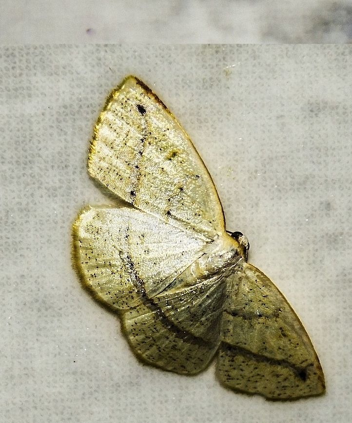 cf. Microxydia sp. - Microxydia Moth (Warren, 1895) Lepidoptera: Bombycina: Geometroidea: Geometridae: Ennominae<br />
<br />
Wingspan: ~1,5cm (requires confirmation).<br />
Date: 13th of December, 2017 at 01:50:45pm.<br />
Location: Brazil, Santa Catarina, Benedito Novo<br />
<br />
Check this source: <a href="https://academic.oup.com/zoolinnean/article/135/2-3/121/2629570" rel="nofollow">https://academic.oup.com/zoolinnean/article/135/2-3/121/2629570</a><br />
<br />
There is little information, so I enlist your help. You can contribute by posting a comment or identifying. From what I've found, they are usually found in forests, but I can't confirm the veracity of this information. This specimen was found in a rural suburban town.<br />
<br />
The antennae are simple and filiform in both sexes but are thicker in the males. The wing patterns are simple and pale with a yellowish coloring. The hind wings are similar to the fore wings but are, most of the time, paler. The medium line is, more or less, straight, continuous through the hind and fore wings and distinct or indistinct. The fore wings usually possess a reddish-brown apical blotch. The fore wings of the males possess a fovea with a weak slanting ridge. The tympanal cavity usually possesses a small sac. The third sternite of the male abdomen has no patch of setae.<br />
<br />
The doubt of this identification, although Microxydia are distributed in Brazil and the appearance seems to fit, is the probable existence of a wide number of similar genera, so I can't give assurance concerning this ID. This one seems to fit the patterns for Microxydia but I can't assure anything, so I'll leave this identification as a guess.<br />
<br />
Microxydia is a genus distributed in Mexico, Costa Rica, Panama, Colombia, Venezuela, Peru, Brazil, Bolivia and Argentina. I'm unaware if they are distributed elsewhere. They belong in the order Lepidoptera, superfamily Geometroidea, family Geometridae and subfamily Ennominae.<br />
<br />
The larvae were documented feeding on a species of Asteraceae, Baccharis latifolia (<a href="https://www.zobodat.at/pdf/NEVA_24_0029-0034.pdf)" rel="nofollow">https://www.zobodat.at/pdf/NEVA_24_0029-0034.pdf)</a>, , but this information needs confirmation. If there are other host plants, feel free to contribute through a comment.<br />
<br />
Identification credits given to Cesar of Insetologia.<br />
<br />
Image of a Microxydia: <a href="http://v3.boldsystems.org/pics/_w300/LOCRI/CCDB-14585_062+1322673208.jpg" rel="nofollow">http://v3.boldsystems.org/pics/_w300/LOCRI/CCDB-14585_062+1322673208.jpg</a>  Animalia,Arthropoda,Brazil,GEOMETROIDEA,Geometrid Moth,Insecta,Insects,Lepidoptera,Mariposas Neotropicais,Mariposas do Brasil,Microxydia,Moth,South America,brasil,brazilian moths,ennominae,geometridae,heterocera,insect,moths