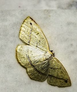 cf. Microxydia sp. - Microxydia Moth (Warren, 1895) Lepidoptera: Bombycina: Geometroidea: Geometridae: Ennominae

Wingspan: ~1,5cm (requires confirmation).
Date: 13th of December, 2017 at 01:50:45pm.
Location: Brazil, Santa Catarina, Benedito Novo

Check this source: https://academic.oup.com/zoolinnean/article/135/2-3/121/2629570

There is little information, so I enlist your help. You can contribute by posting a comment or identifying. From what I've found, they are usually found in forests, but I can't confirm the veracity of this information. This specimen was found in a rural suburban town.

The antennae are simple and filiform in both sexes but are thicker in the males. The wing patterns are simple and pale with a yellowish coloring. The hind wings are similar to the fore wings but are, most of the time, paler. The medium line is, more or less, straight, continuous through the hind and fore wings and distinct or indistinct. The fore wings usually possess a reddish-brown apical blotch. The fore wings of the males possess a fovea with a weak slanting ridge. The tympanal cavity usually possesses a small sac. The third sternite of the male abdomen has no patch of setae.

The doubt of this identification, although Microxydia are distributed in Brazil and the appearance seems to fit, is the probable existence of a wide number of similar genera, so I can't give assurance concerning this ID. This one seems to fit the patterns for Microxydia but I can't assure anything, so I'll leave this identification as a guess.

Microxydia is a genus distributed in Mexico, Costa Rica, Panama, Colombia, Venezuela, Peru, Brazil, Bolivia and Argentina. I'm unaware if they are distributed elsewhere. They belong in the order Lepidoptera, superfamily Geometroidea, family Geometridae and subfamily Ennominae.

The larvae were documented feeding on a species of Asteraceae, Baccharis latifolia (https://www.zobodat.at/pdf/NEVA_24_0029-0034.pdf), , but this information needs confirmation. If there are other host plants, feel free to contribute through a comment.

Identification credits given to Cesar of Insetologia.

Image of a Microxydia: http://v3.boldsystems.org/pics/_w300/LOCRI/CCDB-14585_062+1322673208.jpg  Animalia,Arthropoda,Brazil,GEOMETROIDEA,Geometrid Moth,Insecta,Insects,Lepidoptera,Mariposas Neotropicais,Mariposas do Brasil,Microxydia,Moth,South America,brasil,brazilian moths,ennominae,geometridae,heterocera,insect,moths