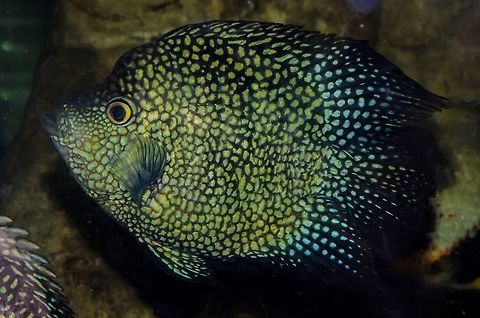 Lowland Cichlid