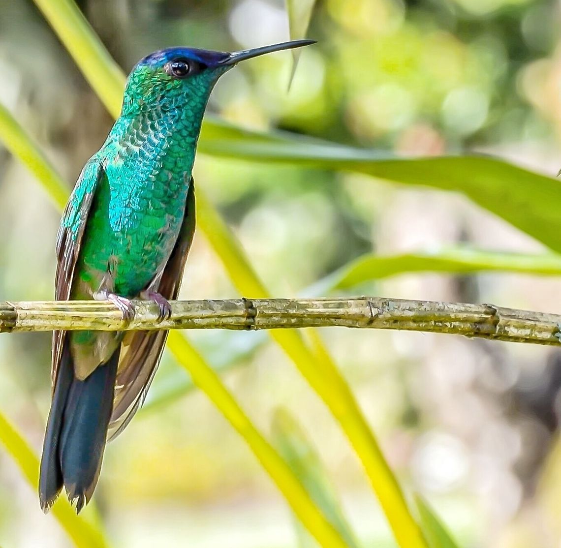 Thalurania glaucopis - Violet-capped Woodnymph (Gmelin, 1788) Aves: Apodiformes: Trochili: Trochilidae: Trochilinae<br />
<br />
Size: ~8cm - 11,1cm.<br />
Weight: ~4,0g ♀ / 5,0g ♂<br />
Sex: ♂<br />
Date: 14th of September, 2017 at 02:32:36pm.<br />
Location: Brazil, Santa Catarina, Benedito Novo.<br />
<br />
Their natural habitats are forests, especially humid ones, woodlands, weedy areas and fields. They have adapted to the anthropic environment, especially (but not limited to) rural backwater towns, and are often seen feeding in gardens.<br />
<br />
Distribution: East &amp; Southeast Brazil (Bahia to Rio Grande do Sul); East Paraguay and Northeast Argentina (Misiones); doubtfully North Uruguay.<br />
<br />
Thalurania glaucopis is a hummingbird in the order Apodiformes, suborder Trochili, family Trochilidae and subfamily Trochilinae. The subject portrayed is a male.<br />
<br />
Males of Thalurania glaucopis possess a violet cap are more colorful than the females, which are paler. They are not strictly nectarivorous birds, and have been sighted hunting small arthropods midflight such as small spiders and insects. Two of their favorite flowers are Malvaviscus arboreus penduliflorus and Malvaviscus penduliflorus, but are seen feeding in many species of flora. There are no subspecies of Thalurania glaucopis registered.<br />
<br />
They measure approximately 11,1cm when adults and weight around 4,5g (this requires confirmation). The beak averages about 1,8cm and the tongue about 4cm, both of which are used for feeding on tubular-shaped flowers. During the mating ritual, the males fly around the female and display their brightly colored chest to impress them. They inhabit forests, gardens and weedy areas; this also includes rural backwater towns. When in an anthropic environment, they are not known to be aggressive at all, normally ignoring the presence of humans even when they get close. In the wild they are known to be the opposite. Due to the need of staying in contact with nectar, they need constant cleaning, which they do themselves when raining.<br />
<br />
Males do not linger around after mating with the female, choosing to fly away and mate with as many as they can, and only the females build the nest and raise the offspring. The nest is cup-shaped and is woven with a vast amount of materials. Generally, they lay a single egg, which is incubated solely by the female. The females feed the offspring with regurgitated food, which includes insects as nectar is not enough to maintain them healthy. The offspring leave the nest after approximately 20 days. Males are extreme territorialists.<br />
<br />
Sources:<br />
<br />
<a href="http://eol.org/pages/1048797/overview" rel="nofollow">http://eol.org/pages/1048797/overview</a><br />
<a href="https://en.wikipedia.org/wiki/Violet-capped_woodnymph" rel="nofollow">https://en.wikipedia.org/wiki/Violet-capped_woodnymph</a><br />
<a href="http://www.wikiaves.com.br/beija-flor-de-fronte-violeta" rel="nofollow">http://www.wikiaves.com.br/beija-flor-de-fronte-violeta</a><br />
<a href="https://www.hbw.com/species/violet-capped-woodnymph-thalurania-glaucopis" rel="nofollow">https://www.hbw.com/species/violet-capped-woodnymph-thalurania-glaucopis</a><br />
<a href="https://www.taxeus.com.br/especie/thalurania-glaucopis" rel="nofollow">https://www.taxeus.com.br/especie/thalurania-glaucopis</a><br />
<a href="http://apassarinhologa.com.br/beija-flor-de-fronte-violeta-thalurania-glaucopis/" rel="nofollow">http://apassarinhologa.com.br/beija-flor-de-fronte-violeta-thalurania-glaucopis/</a><br />
<a href="http://www.avescatarinenses.com.br/animais/1-aves/13-beija-flor-fronte-violeta" rel="nofollow">http://www.avescatarinenses.com.br/animais/1-aves/13-beija-flor-fronte-violeta</a><br />
<a href="http://g1.globo.com/sp/campinas-regiao/terra-da-gente/fauna/noticia/2015/01/beija-flor-de-fronte-violeta.html" rel="nofollow">http://g1.globo.com/sp/campinas-regiao/terra-da-gente/fauna/noticia/2015/01/beija-flor-de-fronte-violeta.html</a> Animalia,Apodiformes,Aves,Birds,Brazil,Brazilian Birds,Hummingbird,South America,Thalurania,Thalurania glaucopis,Trochili,Trochilidae,Trochilinae,Violet-capped woodnymph,animal,animals,avifauna,bird,brasil,fauna
