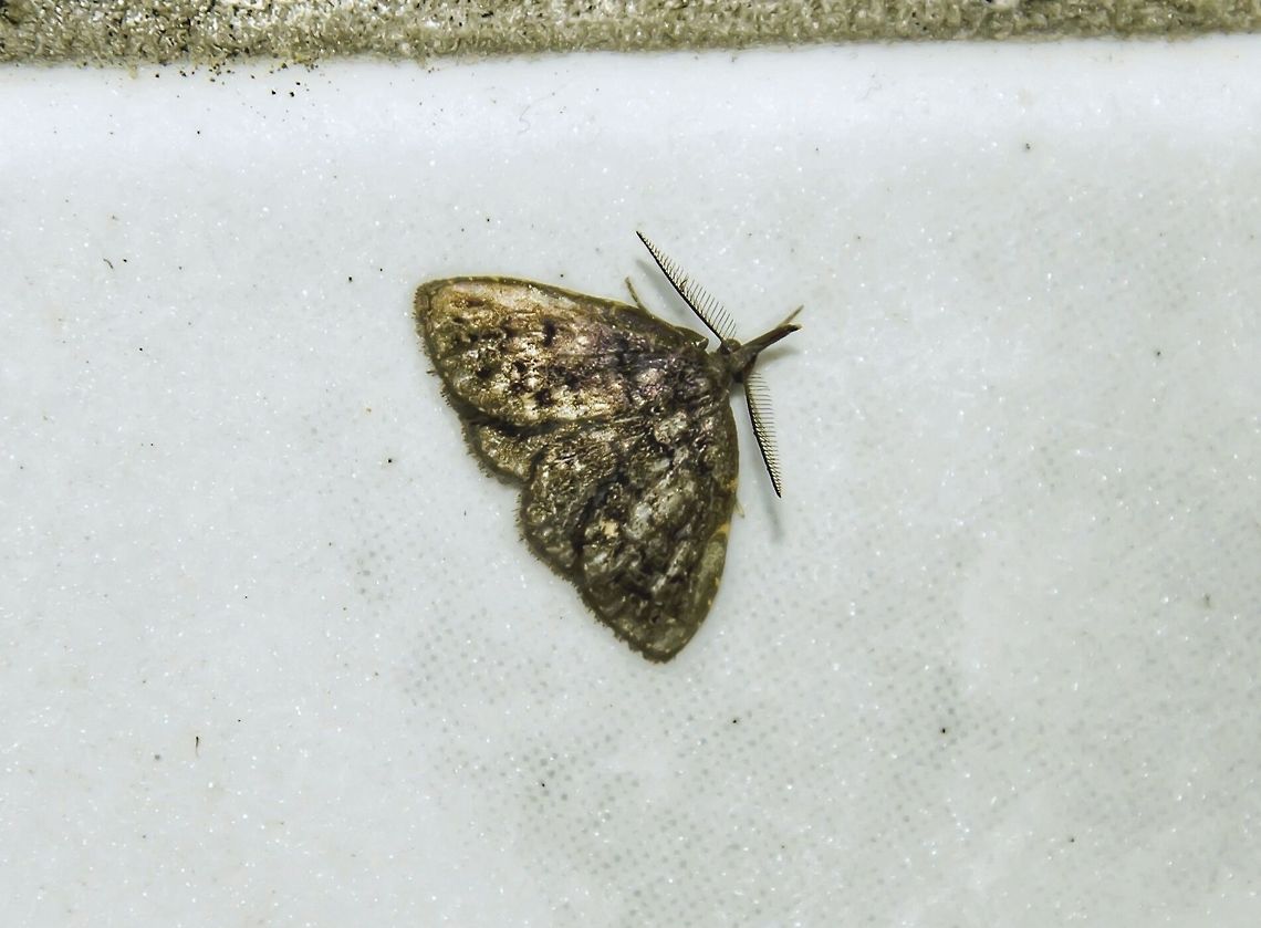 Unidentified - Requires an ID Lepidoptera: Bombycina: Noctuoidea: Erebidae: Herminiinae (mais provável / most likely) <br />
/ Hypeninae<br />
<br />
Wingspan / Envergadura alar: ~1,5cm<br />
<br />
Date / Data: 29th of October, 2017 at 10:31:42pm / 29 de Outubro, 2017 às 22:31:42<br />
Location / Local: Brazil / Brasil, Santa Catarina, Benedito Novo<br />
<br />
VERSÃO EM PORTUGUÊS AQUI:<br />
<br />
Não pude achar a ID dessa mariposa que encontrei em Santa Catarina, Benedito Novo.<br />
<br />
Irei atualizar esse post futuramente quando informações sobre sua identidade se revelarem. Até lá, será deixada como "não identificada". A fisionomia geral, antenas e grandes palpos sugerem que esta é uma mariposa da família Erebidae e subfamília Herminiinae (mais provável) ou Hypeninae. Não sei qual a tribo. Se você souber, por favor, entre em contato.<br />
<br />
ENGLISH VERSION HERE:<br />
<br />
I couldn't ID this moth that I found in Brazil, Santa Catarina, Benedito Novo.<br />
<br />
I will update this post in the future if any information about its identity comes to surface. Until then, this will be left as unidentified. The overall physionomy, antennae and large palps indicates this is a moth in the family Erebidae and subfamily Herminiinae (most likely) or Hypeninae. I don't know what the tribe is. If you know, please contact me. Arthropoda,Brazil,Erebid moth,Erebidae,Geotagged,Herminiinae,Insecta,Insects,Lepidoptera,Moth,Moths of Brazil,Neotropical Moths,Noctuoidea,South America,brazilian moths,fauna,heterocera,hypeninae,insect,moths