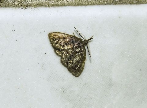 Unidentified - Requires an ID Lepidoptera: Bombycina: Noctuoidea: Erebidae: Herminiinae (mais prov&aacute;vel / most likely) 
/ Hypeninae

Wingspan / Envergadura alar: ~1,5cm

Date / Data: 29th of October, 2017 at 10:31:42pm / 29 de Outubro, 2017 &agrave;s 22:31:42
Location / Local: Brazil / Brasil, Santa Catarina, Benedito Novo

VERS&Atilde;O EM PORTUGU&Ecirc;S AQUI:

N&atilde;o pude achar a ID dessa mariposa que encontrei em Santa Catarina, Benedito Novo.

Irei atualizar esse post futuramente quando informa&ccedil;&otilde;es sobre sua identidade se revelarem. At&eacute; l&aacute;, ser&aacute; deixada como "n&atilde;o identificada". A fisionomia geral, antenas e grandes palpos sugerem que esta &eacute; uma mariposa da fam&iacute;lia Erebidae e subfam&iacute;lia Herminiinae (mais prov&aacute;vel) ou  Hypeninae. N&atilde;o sei qual a tribo. Se voc&ecirc; souber, por favor, entre em contato.

ENGLISH VERSION HERE:

I couldn't ID this moth that I found in Brazil, Santa Catarina, Benedito Novo.

I will update this post in the future if any information about its identity comes to surface. Until then, this will be left as unidentified. The overall physionomy, antennae and large palps indicates this is a moth in the family Erebidae and subfamily Herminiinae (most likely) or Hypeninae. I don't know what the tribe is. If you know, please contact me. Arthropoda,Brazil,Erebid moth,Erebidae,Geotagged,Herminiinae,Insecta,Insects,Lepidoptera,Moth,Moths of Brazil,Neotropical Moths,Noctuoidea,South America,brazilian moths,fauna,heterocera,hypeninae,insect,moths