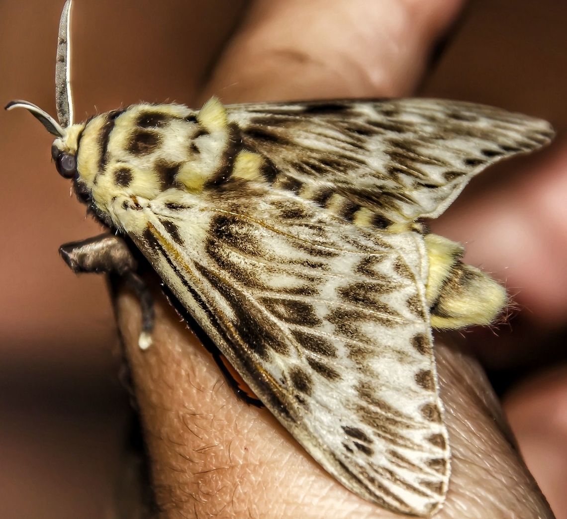 Podalia orsilocha - Mariposa-da-Lagarta-Cachorrinho (Cramer, 1775) Lepidoptera: Apoditrysia: Zygaenoidea (Bombycoidea?): Megalopygidae<br />
<br />
Wingspan: ~65mm<br />
Date: 13th of October, 2017 at 10:31:42pm.<br />
Location: Brazil, Santa Catarina, Benedito Novo<br />
<br />
Found commonly in Brazil and a few other places, this moth&#039;s larval phase can unleash a nasty surprise if touched. The caterpillar is very furry and attractive to the touch, but this fur conceals hazardous bristles that can cause intense pain under contact. The toxin is secreted through a gland lying beneath the bristles that will release it if pressured. The toxin can cause fever and pain, but taking away the allergic factor, it should pose no threat. The Podalia orsilocha is a pale yellow when adults with black markings scattered on the wings and the moths, as far as my knowledge goes, are rarely seen, with the larvae possessing a greater number of sightings than the adults. They are members of the order Lepidoptera, superfamily Zygaenoidea (some entities place them under Bombycoidea, I&#039;m not sure which is correct), and family Megalopygidae. The adult&#039;s feeding habits or lack of are unknown to me. The caterpillar is poliphytophagous.<br />
<br />
The caterpillars are naturally found in fields and areas with naturally adapted vegetation, but are often found in anthropic environments, where this was found. The moth are often seen in towns, being attracted to light sources.<br />
<br />
Sources:<br />
<br />
<a href="https://www.insetologia.com.br/2014/06/mariposa-podalia-no-rio-de-janeiro.html" rel="nofollow">https://www.insetologia.com.br/2014/06/mariposa-podalia-no-rio-de-janeiro.html</a><br />
<br />
<a href="https://en.wikipedia.org/wiki/Podalia_orsilochus" rel="nofollow">https://en.wikipedia.org/wiki/Podalia_orsilochus</a><br />
<br />
<a href="http://www.biodiversidadeteresopolis.com.br/2013/06/12/lagarta-de-mariposa-da-familia-megalopygidae/" rel="nofollow">http://www.biodiversidadeteresopolis.com.br/2013/06/12/lagarta-de-mariposa-da-familia-megalopygidae/</a><br />
<br />
<a href="https://en.wikipedia.org/wiki/Podalia" rel="nofollow">https://en.wikipedia.org/wiki/Podalia</a><br />
<br />
<a href="https://www.flickr.com/photos/90040531@N04/31839703444" rel="nofollow">https://www.flickr.com/photos/90040531@N04/31839703444</a> Animalia,Apoditrysia,Arthropoda,Bombycoidea,Brazil,Insecta,Insects,Lepidoptera,Megalopygidae,Moth,Moths of Brazil,Neotropical Moths,Podalia,Podalia orsilocha,Podalia orsilochus,South America,Zygaenoidea,animals,brazilian moths,insect