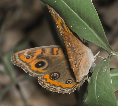 Junonia cf. evarete ssp. - Olho-de-Pav&atilde;o-Diurno / Mangrove Buckeye / West Indian Buckeye / Tropical Buckeye (Cramer, 1779 - [1779]?) Lepidoptera: Bombycina: Papilionoidea: Nymphalidae: Nymphalinae: Junoniini

Date: 20th of May, 2018 at 10:54:36am
Local: Brazil, Cear&aacute;, Fortaleza, Trilha do Parque do Coc&oacute;

Full post here:
https://www.jungledragon.com/image/61993/junonia_cf._evarete_ssp._-_olho-de-pavo-diurno_mangrove_buckeye_west_indian_buckeye_tropical_buckeye_cramer_1779_-_1779.html Brazil,Fall,Geotagged,Junonia evarete,West Indian buckeye