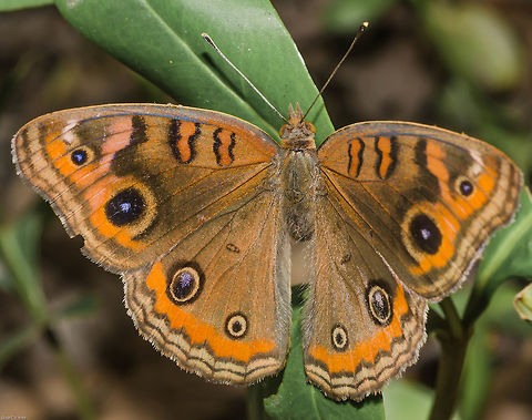 Junonia cf. evarete ssp. - Olho-de-Pav&atilde;o-Diurno / Mangrove Buckeye / West Indian Buckeye / Tropical Buckeye (Cramer, 1779 - [1779]?) Lepidoptera: Bombycina: Papilionoidea: Nymphalidae: Nymphalinae: Junoniini

Sex: ♀ (requires confirmation)
Date: 20th of May, 2018 at 10:54:29am
Location: Brazil, Cear&aacute;, Fortaleza, Trilha do Parque do Coc&oacute;

Other picture:
https://www.jungledragon.com/image/61992/junonia_cf._evarete_ssp._-_olho-de-pavo-diurno_mangrove_buckeye_west_indian_buckeye_tropical_buckeye_cramer_1779_-_1779.html

Junonia evarete is a butterfly in the order Lepidoptera, subdivision Rhopalocera, superfamily Papilionoidea, family Nymphalidae, subfamily Nymphalinae and tribe Junoniini.

There is no way for me to affirm this is a Junonia evarete, mainly because the only way to differentiate a Junonia evarete from Junonia genoveva is to look at the ventral portion of the antennae. In J. evarete, the tip of the females' antennae is normally pale but can vary between a light grey and dark grey and is uniform with the rest of the antenna. In J. genoveva the ventral surface of the tip of the antennae is dark; brown or black, and contrasts with the lighter color of the inferior areas of the antennae. In J. genoveva the tip of the antennae is similar between males and females; usually dark. The only safe way of differenciating J. evarete from J. genoveva is by checking the ventral area of the antennae (Andrew Neild) (http://www.learnaboutbutterflies.com/Andes - Junonia genoveva.htm).

The photography was taken in a dorsal view, but the left antenna (https://1.bp.blogspot.com/-BBJXwl56kHU/WywFTUwLLDI/AAAAAAAA5C4/eXpKBGvG1_oAOuGCaSUYoqrLuCwS69CjQCLcBGAs/s1600/Junonia_Oscar3.jpg)

Was noted by Cesar of Insetologia:

(https://www.insetologia.com.br/2018/06/borboleta-junonia-no-ceara.html) to be slightly twisted and showing a part of the ventral surface, which inclines the identification towards J. evarete more than to J. genoveva, but there is no certainty as the other antenna seems to be a tad less saturated.

They possess characteristic eye spots on the wings, which have a span ranging from 4,5 to 6,5cm. The eyes are there as a defensive mechanism against predation, especially against birds. These spots might also serve as a mechanism to fool predators, which may attack the eyes on the wings instead of attacking more vital parts of the butterfly.

If this is a J. evarete, both sexes are very similar. Males tend to stay perched onto vegetation or on the soil waiting for receptive females all day long. The eggs are oviposited individually on the plants and the solitary larvae will feed on the leaves. Adults are nectarivorous. They inhabit the tropical plains, bushy and weedy areas, islands, primary and secundary forests, urbanized and suburbanized habitats and swamps. Their distribution status is still discussed, but it seems that they have a wider distribution than J. genoveva. They are known to occur from South of North America to South America, occurring also on the Caribbean Islands, such as Cuba and Jamaica.

The host plants of the J. evarete include:

Stemodia sp. (L.) (Plantaginaceae (ex: Scrophulariaceae): Gratioloideae: Gratioleae) ("twintip" is the common name for several species)

Lippia sp. (L.) (Verbenaceae: Verbenoidae)

Ruellia sp. (L.) (Acanthaceae: Acanthoideae: Ruellieae)

Laguncularia sp. (C.F.Gaertn. 1807) (Combretaceae: Combretoideae: Laguncularieae) ("white mangrove")

Bidens alba ((L.) DC.) and possibly other Bidens sp. (L.) (Asteraceae: Asteroideae: Coreopsideae) ("beggarticks")

and

Stachytarpheta sp. (Vahl), especially Stachytarpheta jamaicensis (L.) (Verbenaceae) ("porterweed" / "blue porterweed").

- It is very likely and possible that there are many more host plants.

Adults' wings have a brown upperside with a wide, diffused, white with brown or orange forewing band. The median band is fairly straight and the underside of the wings is brown. They have eye spots on the wings that occur mainly near the edges of the wings. J. evarete, along with J. genoveva, possess many subspecies and variations, making it even harder to identify them. According to informal sources I could find, the males of J. evarete, as well as J. genoveva, tend to have a blueish hue on the hindwings, but I can't seem to find reliable informations on this. If this is true, then my specimen is a female.

They are multivoltine and adults can be found throughout the year. They are very active and wary, and will take flight at the slightest provocation.

Other sources:

http://www.butterfliesofcuba.com/junonia-evarete---mangrove-buckeye.html

http://www.butterfliesandmoths.org/species/junonia-evarete

http://brasilesuafauna.blogspot.com/2017/01/junonia-evarete.html

http://www.nic.funet.fi/pub/sci/bio/life/insecta/lepidoptera/ditrysia/papilionoidea/nymphalidae/nymphalinae/junonia/#evarete

http://www.butterfliesofamerica.com/junonia_g_genoveva.ht

http://tolweb.org/Junonia_evarete/93981 Animal Kingdom,Animalia,Arthropoda,Borboletas do Brasil,Brazil,Butterfly,Insecta,Insects,Junonia evarete,Junonia genoveva,Olho-de-Pav&atilde;o-Diurno,South America,Tropical Buckeye,West Indian buckeye,animal,animals,butterflies,fauna,inseto,mangrove buckeye